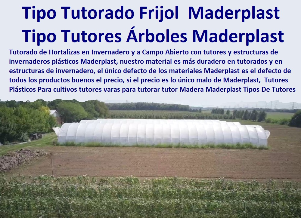 Tutores Plásticos Para cultivos tutores varas para tutorar tutor Madera Maderplast 0 Tipos De Tutores Para Árboles 0 Tutores Para Plantas Trepadoras 0 Cómo Sujetar Un Árbol Tutores plásticos Maderplast ESTOY COMPRANDO TUTORES PARA PLANTAS Y HORTALIZAS 0 ESTACONES TUTORES POSTES DE BAMBÚ GUADUA 0 TUTOR PLÁSTICOS PARA CULTIVAR EL HUERTO 0 VARA TUTOR DE MADERA PLÁSTICA PARA CULTIVAR FLORES 0 Entutorado Tutor Sintético Para Cultivar Pitayas 0 Tutores Fibra De Vidrio  Plástico Para Cultivar Uvas 0 Tutor De Emparrado Plástico Para Cultivar Maracuyá 0 Tutor Con Espaldera Para Cultivar Arveja 0 Tutor Para Cultivar Frijol 0 Tutor Para Cultivar Tomates 0 Tutores De Plástico Para Sujetar Plantas 0 Tutor De Plástico Para Cultivar Eficientemente 0 Tutor De Plástico Para Cultivar Técnicamente, 0  0 Tipos De Tutorado Para Frijol Tutores Plásticos Para cultivos tutores varas para tutorar tutor Madera Maderplast 0 Tipos De Tutores Para Árboles 0 Tutores Para Plantas Trepadoras 0 Cómo Sujetar Un Árbol Tutores plásticos Maderplast 0 Tipos De Tutorado Para Frijol