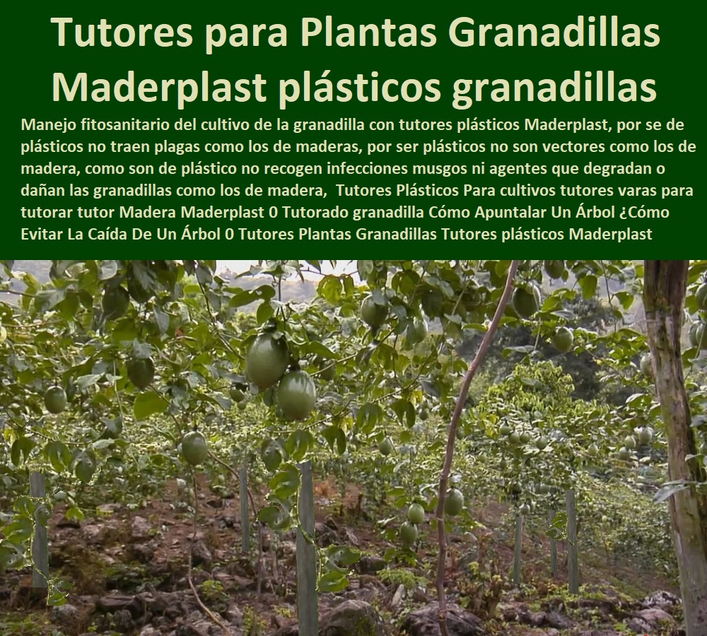 Tutores Plásticos Para cultivos tutores varas para tutorar tutor Madera Maderplast 0 Tutorado granadilla Cómo Apuntalar Un Árbol ¿Cómo Evitar La Caída De Un Árbol 0 Tutores Plantas Granadillas Tutores plásticos Maderplast granadillas Tutores Plásticos Para cultivos tutores varas para tutorar tutor Madera Maderplast 0 Tutorado granadilla Cómo Apuntalar Un Árbol Cómo Evitar La Caída De Un Árbol 0 Tutores Plantas Granadillas Tutores plásticos Maderplast granadillas