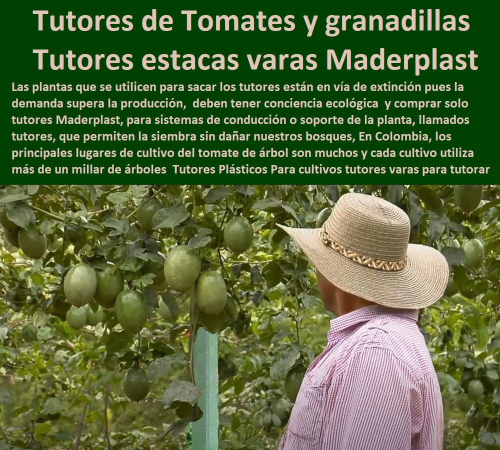 Tutores Plásticos Para cultivos tutores varas para tutorar tutor Madera Maderplast 0 Tutorado granadilla ¿Cómo Entutorar Plantas Del Huerto 0 Tutores Para Tomates En granadillas 0 Tutores En Espiral tutores estacas varas Maderplast 0 Tutores Plásticos Para cultivos  ESTOY COMPRANDO TUTORES PARA PLANTAS Y HORTALIZAS 0 ESTACONES TUTORES POSTES DE BAMBÚ GUADUA 0 TUTOR PLÁSTICOS PARA CULTIVAR EL HUERTO 0 VARA TUTOR DE MADERA PLÁSTICA PARA CULTIVAR FLORES 0 Entutorado Tutor Sintético Para Cultivar Pitayas 0 Tutores Fibra De Vidrio  Plástico Para Cultivar Uvas 0 Tutor De Emparrado Plástico Para Cultivar Maracuyá 0 Tutor Con Espaldera Para Cultivar Arveja 0 Tutor Para Cultivar Frijol 0 Tutor Para Cultivar Tomates 0 Tutores De Plástico Para Sujetar Plantas 0 Tutor De Plástico Para Cultivar Eficientemente 0 Tutor De Plástico Para Cultivar Técnicamente, 0 tutores varas para tutorar tutor Madera Maderplast 0 Tutorado granadilla Cómo Entutorar Plantas Del Huerto 0 Tutores Para Tomates En granadillas 0 Tutores En Espiral tutores estacas varas Maderplast 0