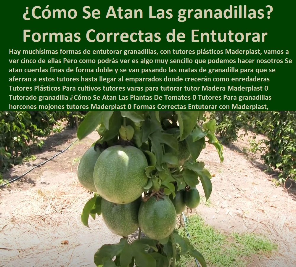 Tutores Plásticos Para cultivos tutores varas para tutorar tutor Madera Maderplast 0 Tutorado granadilla ¿Cómo Se Atan Las Plantas De Tomates 0 Tutores Para granadillas horcones mojones tutores Maderplast 0 Formas Correctas Entutorar Tutores Plásticos Para cultivos tutores varas para tutorar tutor Madera Maderplast 0 Tutorado granadilla  ESTOY COMPRANDO TUTORES PARA PLANTAS Y HORTALIZAS 0 ESTACONES TUTORES POSTES DE BAMBÚ GUADUA 0 TUTOR PLÁSTICOS PARA CULTIVAR EL HUERTO 0 VARA TUTOR DE MADERA PLÁSTICA PARA CULTIVAR FLORES 0 Entutorado Tutor Sintético Para Cultivar Pitayas 0 Tutores Fibra De Vidrio  Plástico Para Cultivar Uvas 0 Tutor De Emparrado Plástico Para Cultivar Maracuyá 0 Tutor Con Espaldera Para Cultivar Arveja 0 Tutor Para Cultivar Frijol 0 Tutor Para Cultivar Tomates 0 Tutores De Plástico Para Sujetar Plantas 0 Tutor De Plástico Para Cultivar Eficientemente 0 Tutor De Plástico Para Cultivar Técnicamente, 0 Cómo Se Atan Las Plantas De Tomates 0 Tutores Para granadillas horcones mojones tutores Maderplast 0 Formas Correctas Entutorar