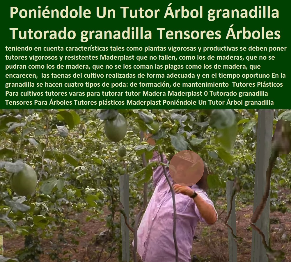 Tutores Plásticos Para cultivos tutores varas para tutorar tutor Madera Maderplast 0 Tutorado granadilla Tensores Para Árboles Tutores plásticos Maderplast 0 Tutores Para Tomates En Invernadero 0 Poniéndole Un Tutor Árbol granadilla Tutores Plásticos Para cultivos tutores varas para tutorar tutor Madera Maderplast 0 Tutorado granadilla Tensores Para Árboles Tutores plásticos Maderplast 0 Tutores Para Tomates En Invernadero 0 Poniéndole Un Tutor Árbol granadilla