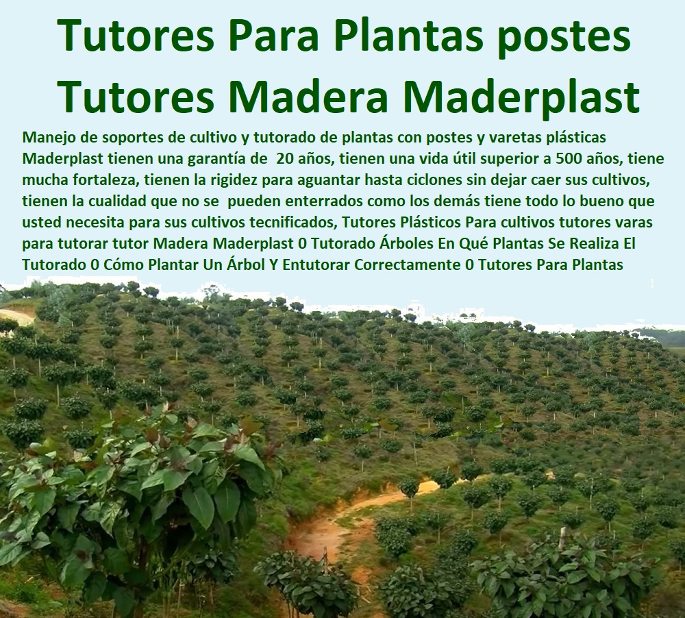 Tutores Plásticos Para cultivos tutores varas para tutorar tutor Madera Maderplast 0 Tutorado Árboles En Qué Plantas Se Realiza El Tutorado 0 Cómo Plantar Un Árbol Y Entutorar Correctamente 0 Tutores Para Plantas postes para tutores Tutores Plásticos Para cultivos tutores varas para tutorar tutor Madera Maderplast 0 Tutorado Árboles En Qué Plantas Se Realiza El Tutorado 0 Cómo Plantar Un Árbol Y Entutorar Correctamente 0 Tutores Para Plantas postes para tutores