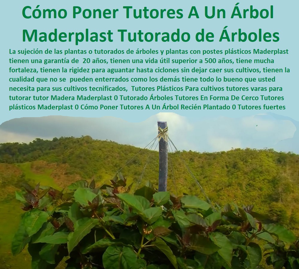 Tutores Plásticos Para cultivos tutores varas para tutorar tutor Madera Maderplast 0 Tutorado Árboles Tutores En Forma De Cerco Tutores plásticos Maderplast 0 Cómo Poner Tutores A Un Árbol Recién Plantado 0 Tutores Para Plantas Artesanales 0 Tutores Plásticos Para cultivos tutores varas para tutorar tutor Madera Maderplast 0 Tutorado Árboles Tutores En Forma De Cerco Tutores plásticos Maderplast 0 Cómo Poner Tutores A Un Árbol Recién Plantado 0 Tutores Para Plantas Artesanales 0