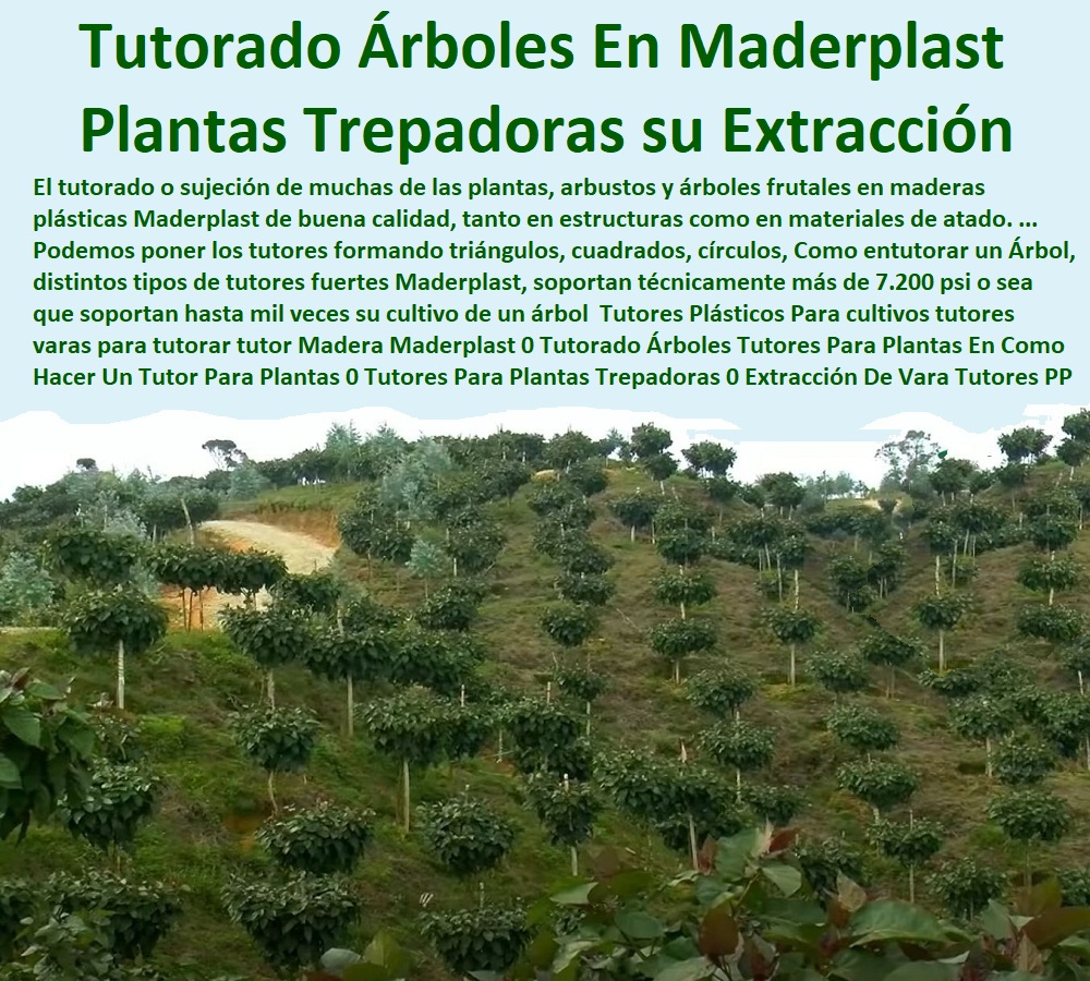 Tutores Plásticos Para cultivos tutores varas para tutorar tutor Madera Maderplast 0 Tutorado Árboles Tutores Para Plantas En Madera 0 Como Hacer Un Tutor Para Plantas 0 Tutores Para Plantas Trepadoras 0 Extracción De Vara Tutores PP Tutores Plásticos Para cultivos tutores varas para tutorar tutor Madera Maderplast 0 Tutorado Árboles Tutores Para Plantas En Madera 0 Como Hacer Un Tutor Para Plantas 0 Tutores Para Plantas Trepadoras 0 Extracción De Vara Tutores PP