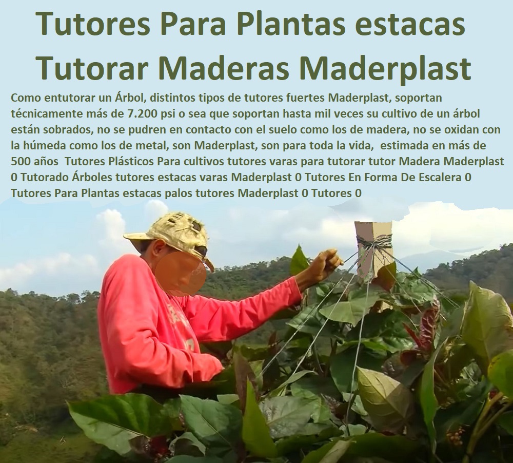 Tutores Plásticos Para cultivos tutores varas para tutorar tutor Madera Maderplast 0 Tutorado Árboles tutores estacas varas Maderplast 0 Tutores En Forma De Escalera 0 Tutores Para Plantas estacas palos tutores Maderplast 0 Tutores 0 Tutores Plásticos Para cultivos tutores varas para tutorar tutor Madera Maderplast 0 Tutorado Árboles tutores estacas varas Maderplast 0 Tutores En Forma De Escalera 0 Tutores Para Plantas estacas palos tutores Maderplast 0 Tutores 0