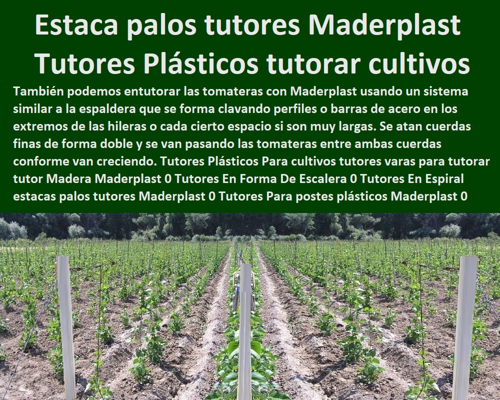 Tutores Plásticos Para cultivos tutores varas para tutorar tutor Madera Maderplast 0 Tutores En Forma De Escalera 0 Tutores En Espiral  estacas palos tutores Maderplast 0 Tutores Para Tomates Cherry postes plásticos Maderplast 0 Vara Tutores Plásticos Para cultivos tutores varas para tutorar tutor Madera Maderplast 0 Tutores En Forma De Escalera 0 Tutores En Espiral estacas palos tutores Maderplast 0 Tutores Para Tomates Cherry postes plásticos Maderplast 0 Vara