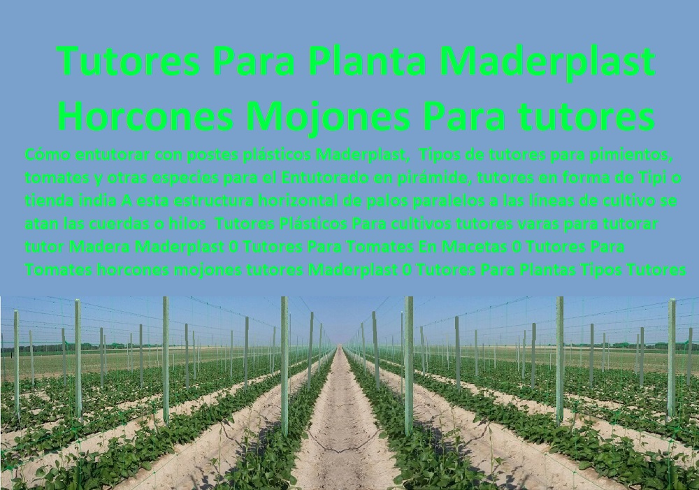 Tutores Plásticos Para cultivos tutores varas para tutorar tutor Madera Maderplast 0 Tutores Para Tomates En Macetas 0 Tutores Para Tomates horcones mojones tutores Maderplast 0 Tutores Para Plantas En Hierro 0 Tipos Tutores estacas Tutores Plásticos Para cultivos tutores varas para tutorar tutor Madera Maderplast 0 Tutores Para Tomates En Macetas 0 Tutores Para Tomates horcones mojones tutores Maderplast 0 Tutores Para Plantas En Hierro 0 Tipos Tutores estacas