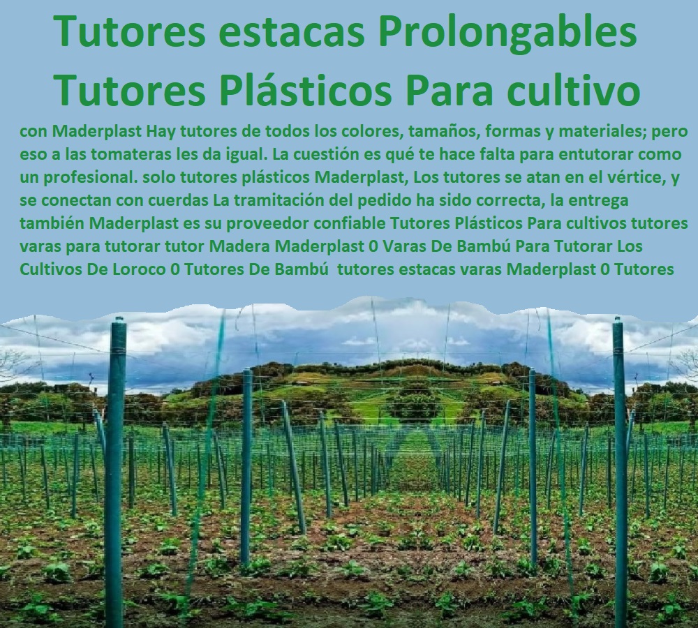 Tutores Plásticos Para cultivos tutores varas para tutorar tutor Madera Maderplast 0 Varas De Bambú Para Tutorar Los Cultivos De Loroco 0 Tutores De Bambú  tutores estacas varas Maderplast 0 Tutores Prolongable estacas palos tutores Tutores Plásticos Para cultivos tutores varas para tutorar tutor Madera Maderplast 0 Varas De Bambú Para Tutorar Los Cultivos De Loroco 0 Tutores De Bambú tutores estacas varas Maderplast 0 Tutores Prolongable estacas palos tutores