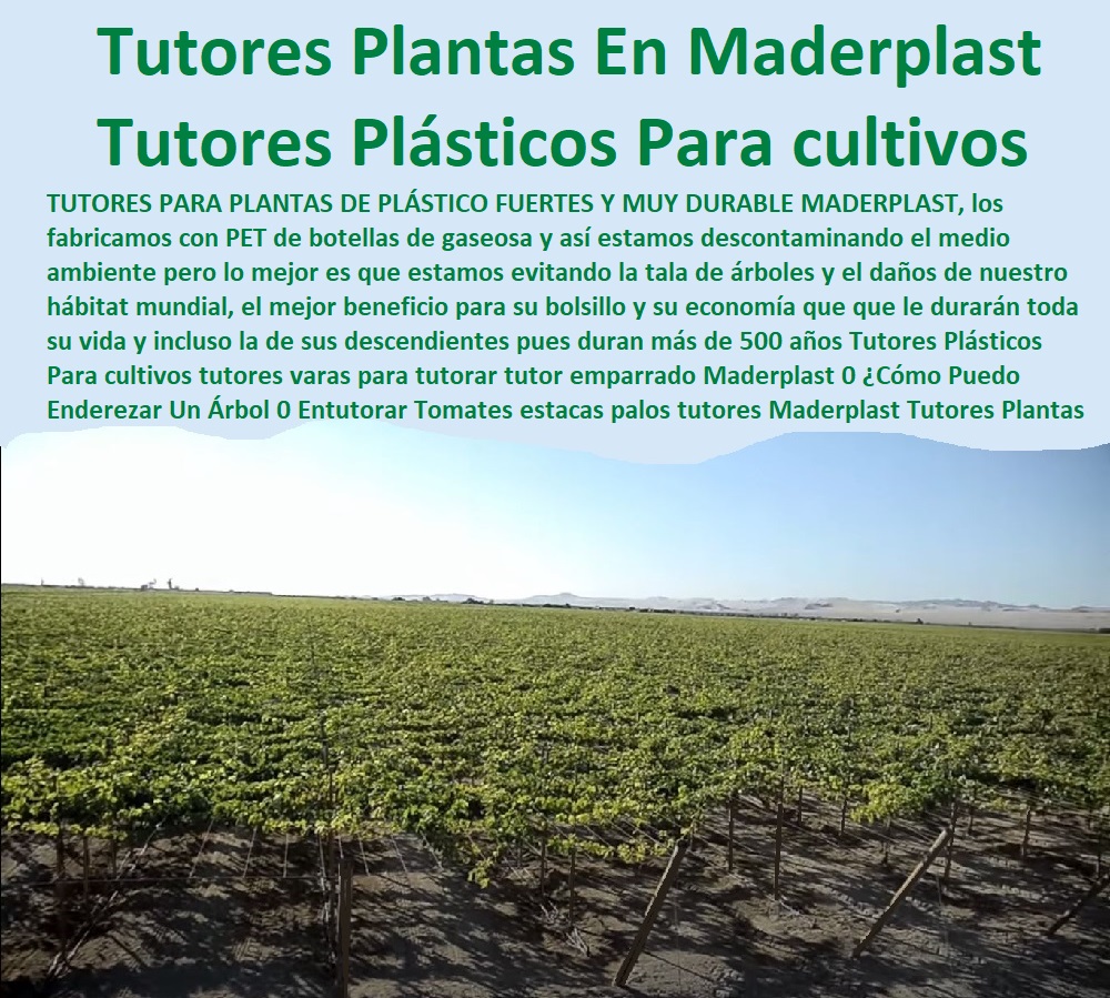 Tutores Plásticos Para cultivos  ESTOY COMPRANDO TUTORES PARA PLANTAS Y HORTALIZAS 0 ESTACONES TUTORES POSTES DE BAMBÚ GUADUA 0 TUTOR PLÁSTICOS PARA CULTIVAR EL HUERTO 0 VARA TUTOR DE MADERA PLÁSTICA PARA CULTIVAR FLORES 0 Entutorado Tutor Sintético Para Cultivar Pitayas 0 Tutores Fibra De Vidrio  Plástico Para Cultivar Uvas 0 Tutor De Emparrado Plástico Para Cultivar Maracuyá 0 Tutor Con Espaldera Para Cultivar Arveja 0 Tutor Para Cultivar Frijol 0 Tutor Para Cultivar Tomates 0 Tutores De Plástico Para Sujetar Plantas 0 Tutor De Plástico Para Cultivar Eficientemente 0 Tutor De Plástico Para Cultivar Técnicamente, 0 tutores varas para tutorar tutor emparrado Maderplast 0 ¿Cómo Puedo Enderezar Un Árbol 0 Entutorar Tomates estacas palos tutores Maderplast 0 Tutores Para Plantas En Madera 0 Varilla Para Plantas tutor Tutores Plásticos Para cultivos tutores varas para tutorar tutor emparrado Maderplast 0 Cómo Puedo Enderezar Un Árbol 0 Entutorar Tomates estacas palos tutores Maderplast 0 Tutores Para Plantas En Madera 0 Varilla Para Plantas tutor