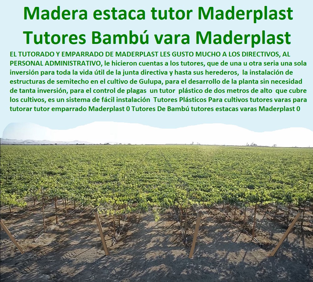 55 TUTORES DE PLÁSTICO PARA SUJETAR PLANTAS 0 TUTOR DE PLÁSTICO PARA CULTIVAR EFICIENTEMENTE 0 TUTOR DE PLÁSTICO PARA CULTIVAR TÉCNICAMENTE 0 Estacones, Tutores Y Postes De Pvc 0 Tutores De Plástico Para Sujetar Plantas 0 Tutor Plástico Reforzado Fibra De Vidrio 0 Espalderas Para Tomates 0 Tutor De Plástico Para Cultivar Responsablemente 0 Proyecto De Cultivo De Flores 0 Tutores Cilíndricos Muy Robustos 0 Tutores Para Plantas En Madera 0 Palos Redondos De Madera 0 Tutorado Agrícola 0 Tutores Para Plantas 0 Fábrica De Tutores Para Plantas 0 Producción De Tutor Plastico Derivados De Envases De Reciclaje De Plásticos 0 Tutores Para Plantas Y Hortalizas 0 Estacones Tutores Postes De Bambú Guadua 0 Tutor Plásticos Para Cultivar El Huerto 0 Vara Tutor De Madera Plástica Para Cultivar Flores 0 Entutorado Tutor Sintético Para Cultivar Pitayas 0 Tutores Fibra De Vidrio Plástico Para Cultivar Uvas 0 Tutor De Emparrado Plástico Para Cultivar Maracuyá 0 Tutor Con Espaldera Para Cultivar Arveja 0 Tutor Para Cultivar Frijol 0 Tutor Para Cultivar Tomates 0 Tutores Plásticos Para cultivos tutores varas para tutorar tutor emparrado Maderplast 0 Tutores De Bambú tutores estacas varas Maderplast 0 Tipos De Tutores Tutorados De Árboles 0 Estacas De Madera estacas palos tutores Maderplast PP Tutores Plásticos Para cultivos tutores varas para tutorar tutor emparrado Maderplast 0 Tutores De Bambú tutores estacas varas Maderplast 0 Tipos De Tutores Tutorados De Árboles 0 Estacas De Madera estacas  ESTOY COMPRANDO TUTORES PARA PLANTAS Y HORTALIZAS 0 ESTACONES TUTORES POSTES DE BAMBÚ GUADUA 0 TUTOR PLÁSTICOS PARA CULTIVAR EL HUERTO 0 VARA TUTOR DE MADERA PLÁSTICA PARA CULTIVAR FLORES 0 Entutorado Tutor Sintético Para Cultivar Pitayas 0 Tutores Fibra De Vidrio  Plástico Para Cultivar Uvas 0 Tutor De Emparrado Plástico Para Cultivar Maracuyá 0 Tutor Con Espaldera Para Cultivar Arveja 0 Tutor Para Cultivar Frijol 0 Tutor Para Cultivar Tomates 0 Tutores De Plástico Para Sujetar Plantas 0 Tutor De Plástico Para Cultivar Eficientemente 0 Tutor De Plástico Para Cultivar Técnicamente, 0 palos tutores Maderplast PP