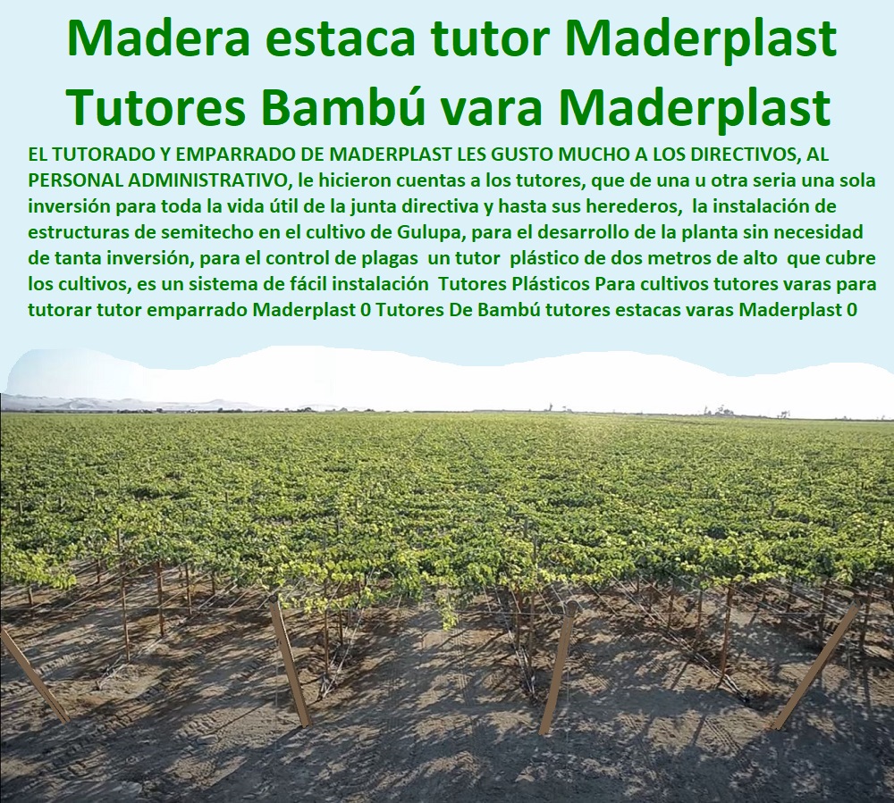 Tutores Plásticos Para cultivos tutores varas para tutorar tutor emparrado Maderplast 0 Tutores De Bambú tutores estacas varas Maderplast 0 Tipos De Tutores Tutorados De Árboles 0 Estacas De Madera estacas palos tutores Maderplast PP Tutores Plásticos Para cultivos tutores varas para tutorar tutor emparrado Maderplast 0 Tutores De Bambú tutores estacas varas Maderplast 0 Tipos De Tutores Tutorados De Árboles 0 Estacas De Madera estacas  ESTOY COMPRANDO TUTORES PARA PLANTAS Y HORTALIZAS 0 ESTACONES TUTORES POSTES DE BAMBÚ GUADUA 0 TUTOR PLÁSTICOS PARA CULTIVAR EL HUERTO 0 VARA TUTOR DE MADERA PLÁSTICA PARA CULTIVAR FLORES 0 Entutorado Tutor Sintético Para Cultivar Pitayas 0 Tutores Fibra De Vidrio  Plástico Para Cultivar Uvas 0 Tutor De Emparrado Plástico Para Cultivar Maracuyá 0 Tutor Con Espaldera Para Cultivar Arveja 0 Tutor Para Cultivar Frijol 0 Tutor Para Cultivar Tomates 0 Tutores De Plástico Para Sujetar Plantas 0 Tutor De Plástico Para Cultivar Eficientemente 0 Tutor De Plástico Para Cultivar Técnicamente, 0 palos tutores Maderplast PP