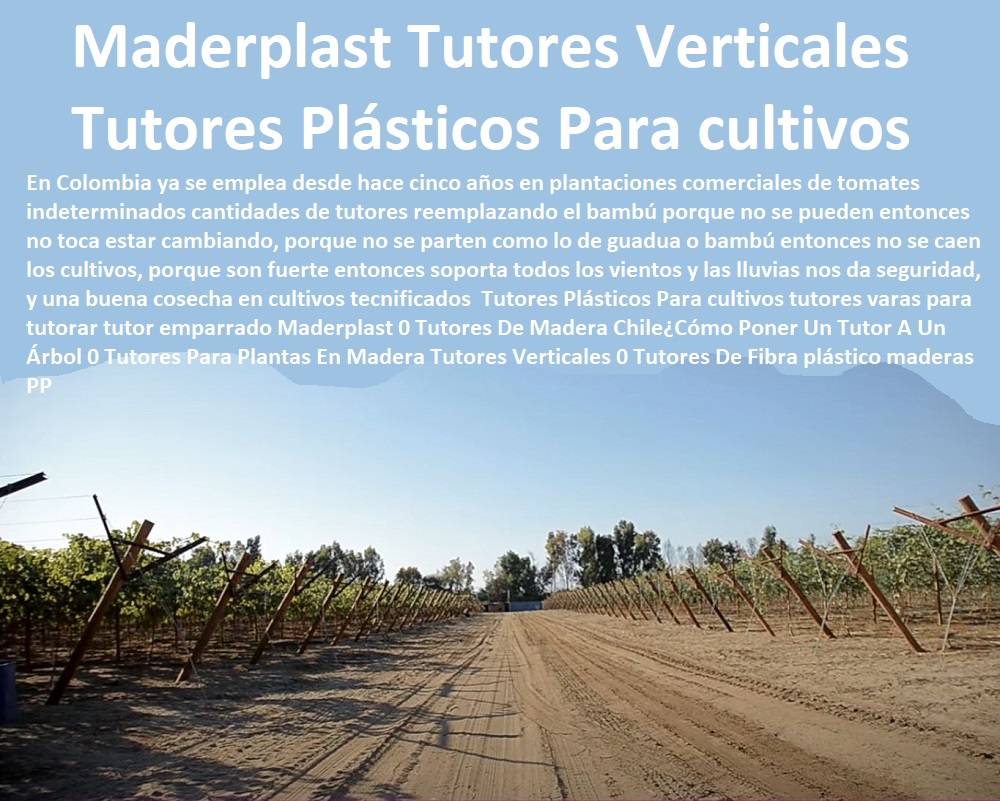 Tutores Plásticos Para cultivos tutores varas para tutorar tutor emparrado Maderplast 0 Tutores De Madera Chile¿Cómo Poner Un Tutor A Un Árbol 0 Tutores Para Plantas En Madera Tutores Verticales 0 Tutores De Fibra plástico maderas PP Tutores Plásticos Para cultivos tutores varas para tutorar tutor emparrado Maderplast 0 Tutores De Madera ChileCómo Poner Un Tutor A Un Árbol 0 Tutores Para Plantas En Madera Tutores Verticales 0 Tutores De Fibra plástico maderas PP