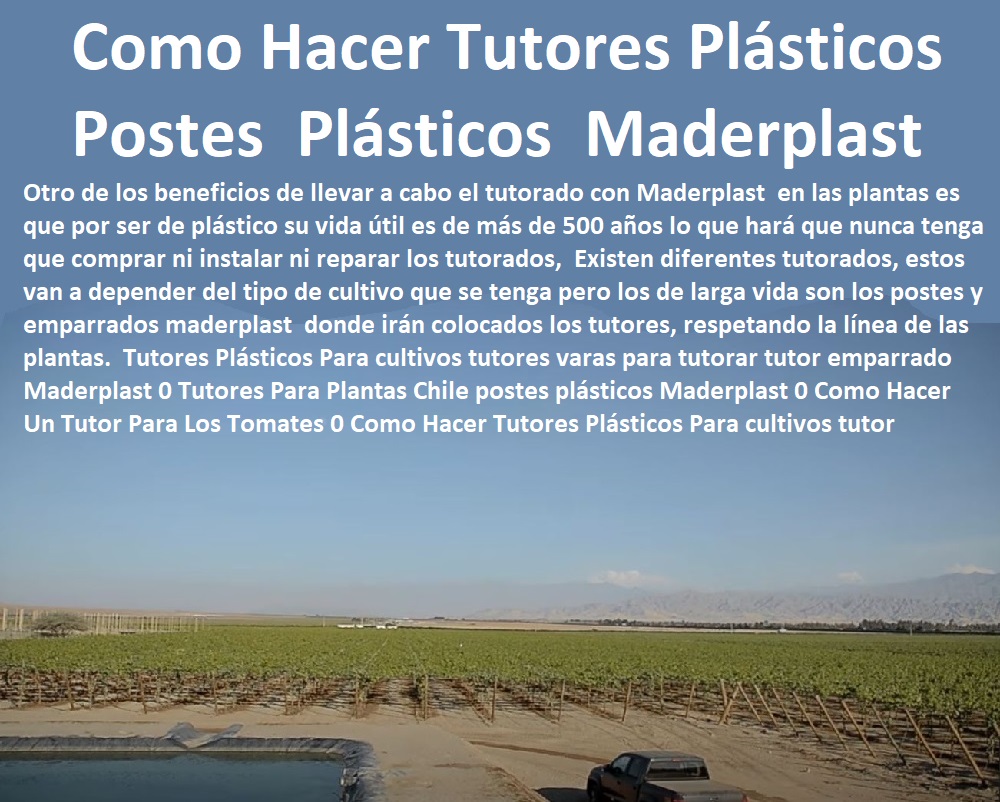 Tutores Plásticos Para cultivos tutores varas para tutorar tutor emparrado Maderplast 0 Tutores Para Plantas Chile postes plásticos Maderplast 0 Como Hacer Un Tutor Para Los Tomates 0 Como Hacer Tutores Plásticos Para cultivos tutor Tutores Plásticos Para cultivos tutores varas para tutorar tutor emparrado Maderplast 0 Tutores Para Plantas Chile postes plásticos Maderplast 0 Como Hacer Un Tutor Para Los Tomates 0 Como Hacer Tutores Plásticos Para cultivos tutor