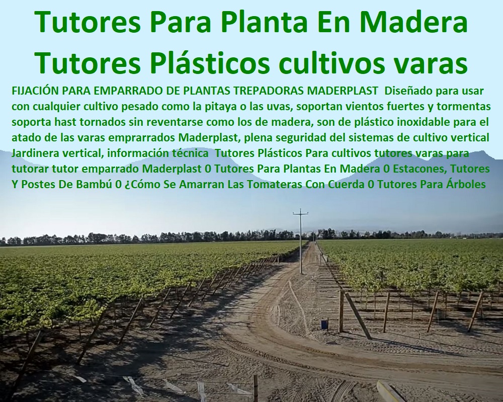 Tutores Plásticos Para cultivos tutores varas para tutorar tutor emparrado Maderplast 0 Tutores Para Plantas En Madera 0 Estacones, Tutores Y Postes De Bambú 0 ¿Cómo Se Amarran Las Tomateras Con Cuerda 0 Tutores Para Árboles Tutores Tutores Plásticos Para cultivos tutores varas para tutorar tutor emparrado Maderplast 0 Tutores Para Plantas En Madera 0 Estacones Tutores Y Postes De Bambú 0 Cómo Se Amarran Las Tomateras Con Cuerda 0 Tutores Para Árboles Tutores