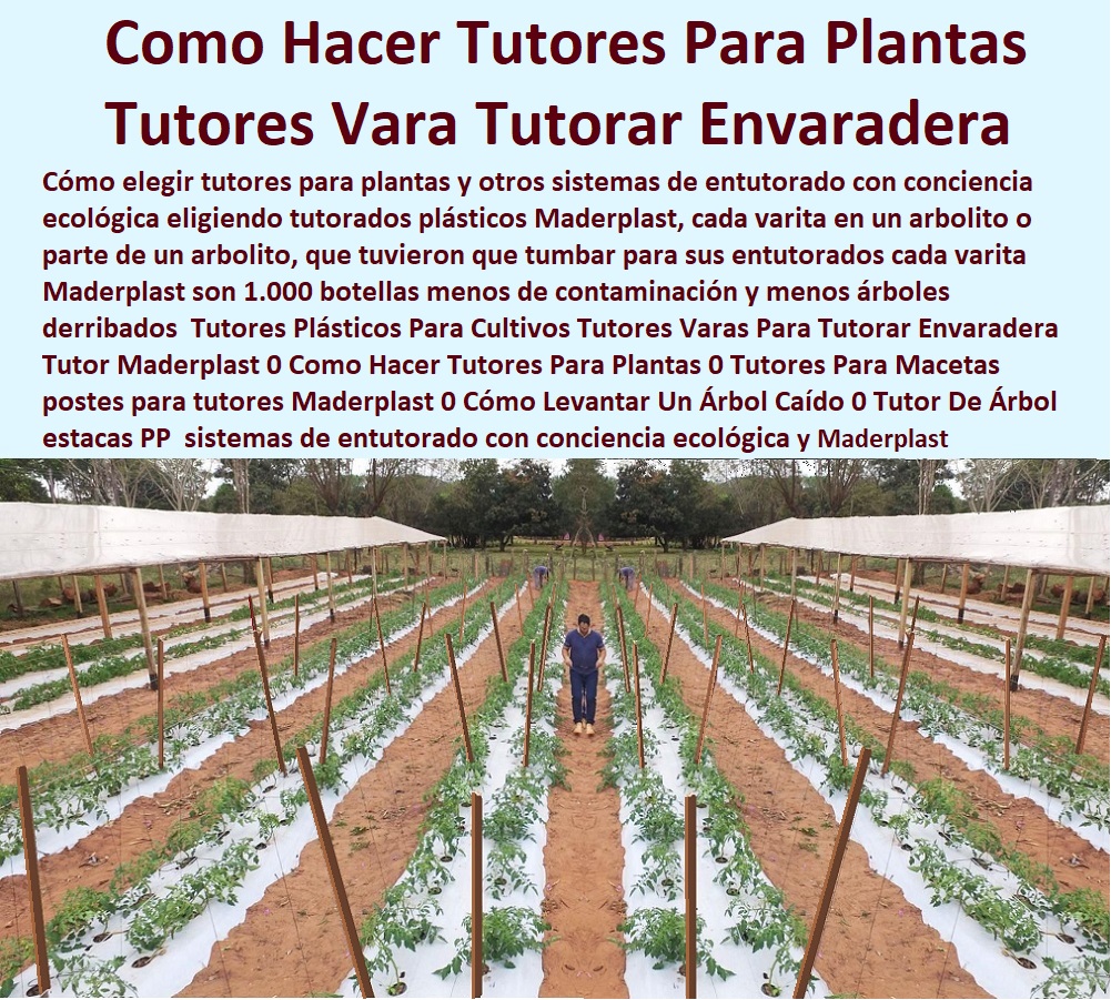 Tutores de plástico para guiar el crecimiento de tus plantas 0 Venta Online de Tutores y Estacas 0 Método de tutores en el cultivo de la pitahaya 0 Imágenes de tutores plástico para agricultura 0 Tutor plástico para tallos y ramas 0 Tutores de plástico para guiar el crecimiento de tus plantas 0 Venta Online de Tutores y Estacas 0 Método de tutores en el cultivo de la pitahaya 0 Imágenes de tutores plástico para agricultura 0 Tutor plástico para tallos y ramas 0