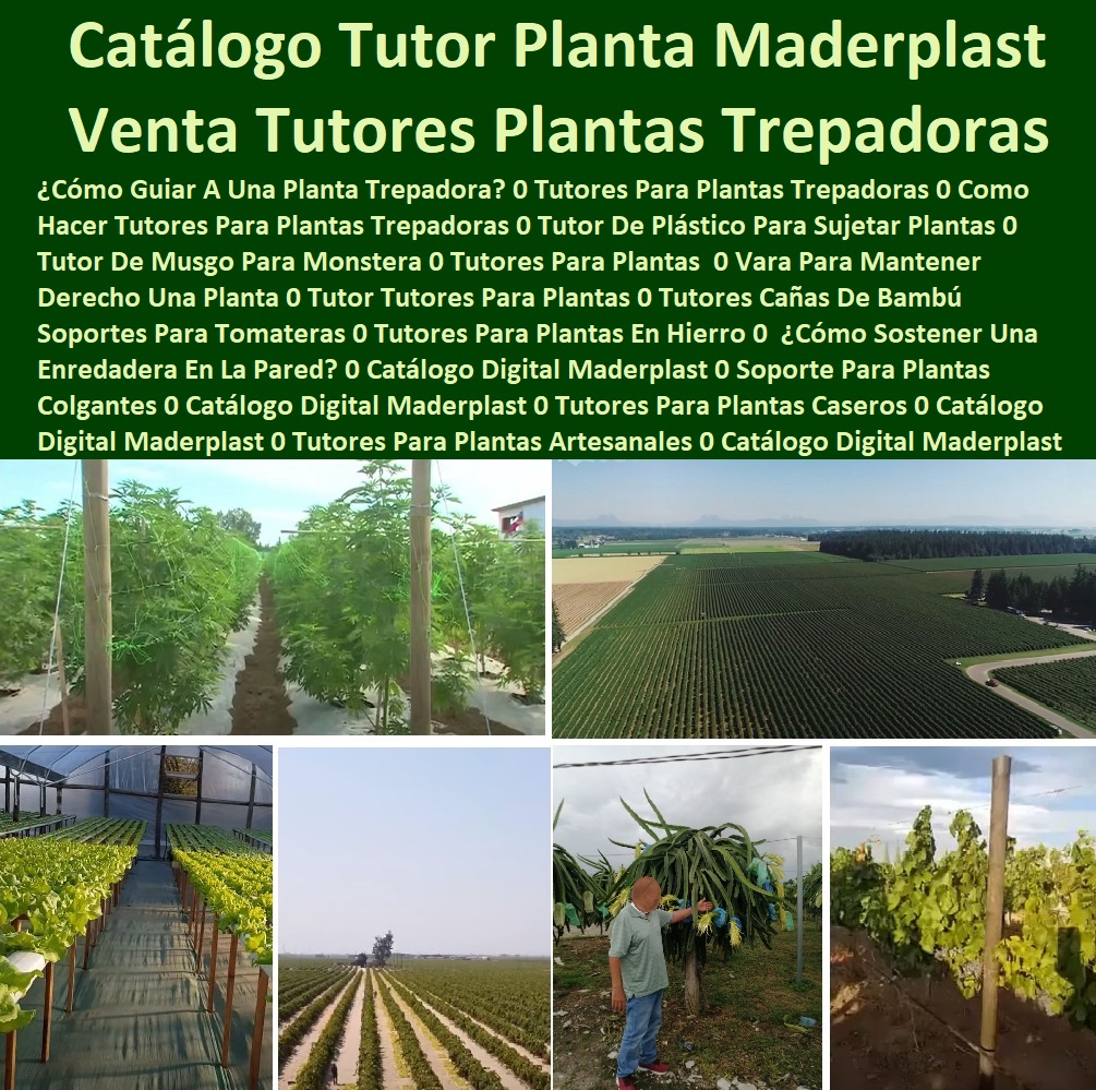 Catálogo Digital Tutores Para Plantas 0 Venta De Tutores Para Plantas 0 Arcos Para Plantas Trepadoras 0 Cómo Guiar A Una Planta Trepadora 0  Catálogo Digital Maderplast 0 Tutores Para Plantas De Interior 0 Catálogo Digital Maderplast 0 Tutores Para Plantas Caseros 0 Catálogo Digital Maderplast 0 Tutor Plástico Para Tallos Y Ramas 0 Catálogo Digital Maderplast 0 Tutor De Bambú De 180 Cm 0 Catálogo Digital Maderplast 0 Como Hacer Tutores Para Plantas Trepadoras 0 Catálogo Digital Maderplast 0 Soportes Y Tutores Para Plantas Las Estacas 0 Catálogo Digital Maderplast 0 Soportes Y Tutores Para Plantas Las Estacas 0 Catálogo Digital Maderplast 0 Tutores Decorativos Para Plantas 0 Catálogo Digital Maderplast 0 ¿Cómo Se Llama El Palo Para Sujetar Plantas? Tutores Para Plantas Trepadoras 0 Como Hacer Tutores Para Plantas Maderplast Tutor Madera 0 Catálogo Digital Tutores Para Plantas 0 Venta De Tutores Para Plantas 0 Arcos Para Plantas Trepadoras 0 Cómo Guiar A Una Planta Trepadora 0 Tutores Para Plantas Trepadoras 0 Como Hacer Tutores Para Plantas Maderplast Tutor Madera