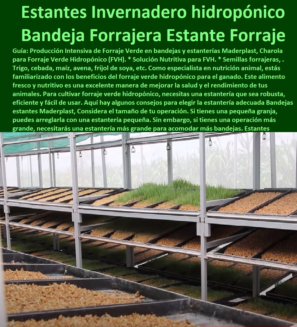 Estantes Para Forraje  ESTANTERÍA PLÁSTICA MADERPLAST 0 RACKS ESTANTERIAS INDUSTRIAL 0 Anaqueles Racks 0 Gabinetes Y Bastidores 0 Gabinete Rack De Pared Con Estante 0 Estanteria Antiderrame 0 Estanterías Con Contención De Derrames 0 Estantería Materiales Peligrosos 0 Cubetos De Retención Estantes 0 Cubetos Antiderrame Con Estante 0 Estanteria De Acero Inoxidable 0 Rack Estanteria Pesada 0 Racks Estanterias Industrial 0 Estantería Rack plástica Racks Cantilever 0 Compra y Venta de Estanterias y Racks Industriales 0 rack estantería cultivo Hidroponico Bandeja Forrajera Maderplast 0 Sistema de estantes de cultivo vertical 0 Estantes Para Invernadero hidropónico 0 estante para plantas de plástico 0 estanterías o repisas Estantes 0 Estantes Para Forraje rack estantería cultivo Hidroponico Bandeja Forrajera Maderplast 0 Sistema de estantes de cultivo vertical 0 Estantes Para Invernadero hidropónico 0 estante para plantas de plástico 0 estanterías o repisas Estantes 0