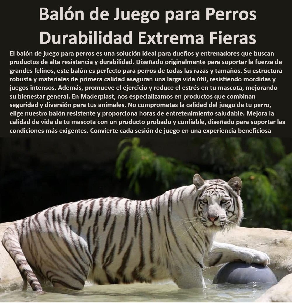Balón de juego para perros Balón grandes depredadores Esfera de felinos Maderplast , ¿Cuál es el mejor juguete duradero para perros grandes? , Juguete exterior para perros , Balón indestructible , Juguete para mascotas , Juguete de calidad , Balón grande para felinos , Balón para juegos intensos , Juguete entretenimiento , Oye Siri, ¿cuál es el mejor balón de juego para perros grandes? , Balón anti-estrés , Balón para perros , Balón para mascotas , ¿Qué balón de juego es adecuado para felinos grandes? , Balón Maderplast , Juguete resistente a mordeduras , Balón para juego canino , ¿Qué juguete resistente es ideal para perros activos? , ¿Dónde encontrar juguetes seguros para perros y felinos? , Balón ejercicio , Balón de actividad para perros , Juguete seguro , Juguete duradero , Juguete robusto , Juguete de entrenamiento , Ok Google, ¿dónde comprar balón de juego para felinos? , ¿Dónde comprar balón de juego para perros resistentes? , Balón resistente , Alexa, ¿qué juguete duradero es ideal para mi perro? , Juguete resistente , Balón para ejercicio de perros , ¿Cuál es el mejor balón para ejercicio canino? , ¿Qué juguete para perros es más resistente a mordidas? , Balón anti-mordidas , Juguete para felinos grandes , Juguete de goma Pelota de estrés para entrenamiento de felinos grandes , Esfera de actividad estimulación animal , Balón sensorial para animales sensibles , Juguete Balón de juego para perros Balón grandes depredadores Esfera de felinos Maderplast ¿Cuál es el mejor juguete duradero para perros grandes? , Juguete exterior para perros , Balón indestructible , Juguete para mascotas , Juguete de calidad , Balón grande para felinos , Balón para juegos intensos , Juguete entretenimiento , Oye Siri, ¿cuál es el mejor balón de juego para perros grandes? , Balón anti-estrés , Balón para perros , Balón para mascotas , ¿Qué balón de juego es adecuado para felinos grandes? , Balón Maderplast , Juguete resistente a mordeduras , Balón para juego canino , ¿Qué juguete resistente es ideal para perros activos? , ¿Dónde encontrar juguetes seguros para perros y felinos? , Balón ejercicio , Balón de actividad para perros , Juguete seguro , Juguete duradero , Juguete robusto , Juguete de entrenamiento , Ok Google, ¿dónde comprar balón de juego para felinos? , ¿Dónde comprar balón de juego para perros resistentes? , Balón resistente , Alexa, ¿qué juguete duradero es ideal para mi perro? , Juguete resistente , Balón para ejercicio de perros , ¿Cuál es el mejor balón para ejercicio canino? , ¿Qué juguete para perros es más resistente a mordidas? , Balón anti-mordidas , Juguete para felinos grandes , Juguete de goma Pelota de estrés para entrenamiento de felinos grandes Esfera de actividad estimulación animal Balón sensorial para animales sensibles Juguete 0 Balón de juego para perros Balón grandes depredadores Esfera de felinos Maderplast , Pelota de estrés para entrenamiento de felinos grandes , Esfera de actividad estimulación animal , Balón sensorial para animales sensibles , Juguete