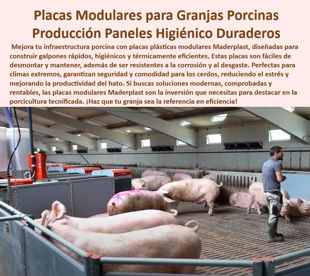 Diseño Infraestructuras Porcícolas División Corrales Placas Paneles Maderplast Sistemas eficientes de control térmico en porcicultura Diseño modular simple para galpones de cerdos Diseño sencillo para granjas porcinas modernas -Infraestructura-Plástica-Duradera - -Sistemas-Modulares-Para-Granjas - -Control-Térmico-En-Galpones - Placas plasticas modulares para granjas porcinas - Materiales térmicos avanzados para bioseguridad en porcicultura - Materiales plásticos livianos para estructuras porcinas duraderas - Materiales plásticos duraderos para porcicultura avanzada - ¿Qué sistemas plásticos son ideales para el manejo eficiente del cerdo? - Paneles plásticos resistentes para climas extremos en granjas - Paneles fáciles de limpiar para bioseguridad en porcicultura - Diseño avanzado en placas plásticas para porcicultura, - Materiales plásticos reciclables para instalaciones agrícolas, - Bioseguridad-Con-Placas-Plásticas - Innovación en bioseguridad para granjas de cerdos - -Diseño-Térmico-Eficiente-Porcicultura - -Placas-Plásticas-Modulares-Porcinas - -Innovación-En-Infraestructura-Porcina - -Soluciones-Modulares-Higiénicas - -Materiales-Ligeros-Y-Resistentes - Infraestructura térmica moderna para manejo porcino sostenible - Materiales de bajo mantenimiento para infraestructuras porcinas - ¿Cómo reducir costos de mantenimiento en granjas tecnificadas? - Soluciones modulares rápidas y eficientes para galpones - Infraestructura anticorrosiva para manejo de cerdos tecnificado - Placas desmontables con propiedades térmicas para cerdos - Soluciones eficientes para el control térmico en granjas, - Soluciones modulares para mejorar la productividad en granjas - Paneles modulares sostenibles para granjas tecnificadas - Sistemas plásticos desmontables para manejo porcino eficiente - ¿Qué opciones de infraestructura higiénica hay para granjas porcinas? - ¿Cuáles son los mejores materiales térmicos para bioseguridad en cerdos? - Paneles higiénicos con propiedades antimicrobianas para granjas, - Sistemas desmontables con control térmico eficiente - -Paneles-Anticorrosión-Para-Granjas - Paneles higiénicos desmontables para galpones de cerdos - ¿Dónde comprar paneles plásticos para galpones porcinos? - Soluciones anticorrosión para instalaciones porcinas modernas - Placas plásticas desmontables para ahorro energético en granjas - Diseño higiénico para galpones porcinos modernos, - Diseño modular simple para galpones de cerdos Panel Diseño Infraestructuras Porcícolas División Corrales Placas Paneles Maderplast - Sistemas eficientes de control térmico en porcicultura - Diseño modular simple para galpones de cerdos - Diseño sencillo para granjas porcinas modernas - Panel