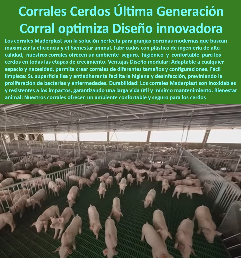Diseño corrales modernos para cerdos Innovación corral porcicultura Maderplast Guía rápida para hacer corrales con cercas de plástico Paneles plásticos higiénicos para división de corrales porcinos Sistemas de engorde cerdos porcinos -Infraestructura-Sostenible-Cerdos - Tecnología avanzada en corrales de engorde porcino, - Sistemas de engorde con cercas modulares innovadores, - ¿Cuáles son los mejores corrales plásticos para cerdos en granjas tecnificadas? , - Diseño-Modular-Porcicultura - Cercas higiénicas y fáciles de limpiar para granjas modernas, - Soluciones prácticas para instalación rápida de corrales porcinos, - Sistemas sostenibles para división de corrales porcinos, - Innovación en diseño de cercas para mejorar la producción porcina, - Soluciones integrales para manejo y bioseguridad en cerdos, - Paneles plásticos antibacterianos para granjas de cerdos, - ¿Dónde encontrar divisiones higiénicas para manejo de porcinos? - Cercas plasticos resistentes para granjas porcinas avanzadas, - Sistemas avanzados para manejo de espacios en granjas porcinas, - Divisiones ajustables para manejo eficiente de porcinos, - Paneles-Plásticos-Resistentes - Soluciones duraderas para manejo de cerdos en granjas tecnificadas, - ¿Qué corrales son recomendados para granjas porcinas modernas? , - Cercas-Antibacterianas-Porcinas , - Bioseguridad-Corrales-Higiénicos - Corrales se adapta a cualquier espacio en porcicultura tecnificada, - Corrales resistentes a la corrosión para entornos porcinos, - Corrales-Inoxidables-Granjas - Cercas plásticos sostenibles para reducir costos operativos en granjas, - Paneles plásticos de alta durabilidad para divisiones porcinas, - Innovación-Divisiones-Porcinos - Diseño modular en corrales para engorde de cerdos, - Corrales-Plásticos-Tecnificados - ¿Qué cercas modulares son ideales para corrales de engorde? - Infraestructuras modulares en porcicultura tecnificada, - Manejo-Eficiente-Porcicultura - ¿Cómo mejorar la bioseguridad con paneles plásticos para cerdos? - Corrales inoxidables para optimizar la productividad porcina, - Cercas modulares porcinas - Sistemas de alimentación y cercas para granjas porcinas eficientes, - Corrales higiénicos para porcicultura moderna y tecnificada, - Diseño optimizado en corrales para crecimiento de cerdos, - Materiales anticorrosivos y sostenibles para instalaciones porcinas, - Materiales plásticos libres de mantenimiento para granjas de cerdos, - Corrales personalizados para maximizar el bienestar animal Diseño corrales modernos para cerdos Innovación corral porcicultura Maderplast - Guía rápida para hacer corrales con cercas de plástico - Paneles plásticos higiénicos para división de corrales porcinos - Sistemas de engorde cerdos porcinos