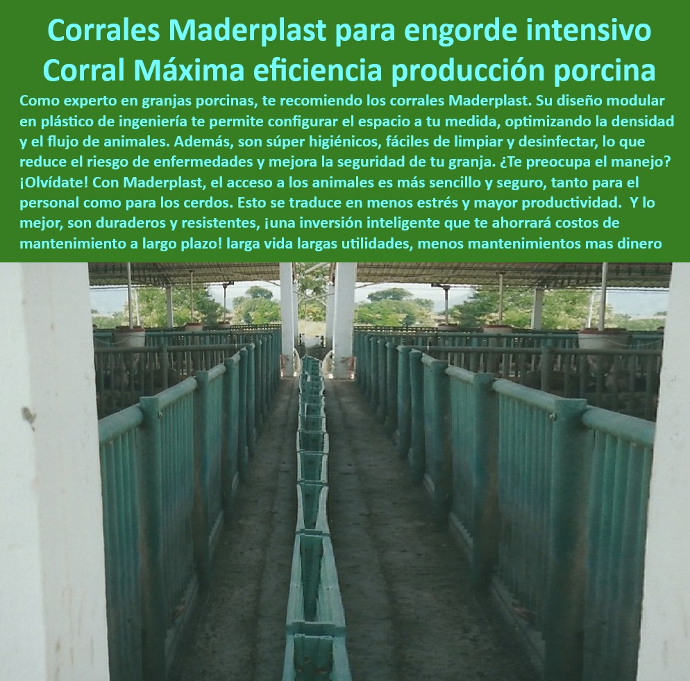 Diseño corrales modernos para cerdos Innovación corral porcicultura Maderplast Ideas económicas para corrales cerdos de engorde Cercas y divisiones plásticas corrales de cerdos tecnificados Materiales básicos construir corrales cerdos Infraestructura de plástico para corrales higiénicos de cerdos, -  Sistemas eficientes de manejo de cerdos en corrales tecnificados, - Paneles-Resistentes-Porcicultura - Materiales reciclables para corrales de granjas porcinas modernas, -  Paneles plásticos para división de espacios en granjas porcinas, -  Infraestructuras duraderas para engorde intensivo de porcinos, -  Cercas plasticos duraderos y sin mantenimiento para granjas porcinas, -  ¿Dónde encontrar materiales reciclables para granjas tecnificadas de cerdos? - Materiales modernos para maximizar la eficiencia en corrales porcinos, -  Paneles antibacterianos para bioseguridad en granjas tecnificadas, - Sistemas modulares-Engorde - Innovación en materiales para corrales de cerdos, -  ¿Cuáles son las mejores divisiones modulares para corrales porcinos? - Sistemas modulares en corrales para producción porcina eficiente, - Corrales-Plásticos-Tecnificados - ¿Qué sistemas de corrales mejoran la bioseguridad en granjas porcinas? , - Soluciones-Duraderas-Granjas - Sistemas de alimentación y engorde intensivo en porcicultura, -  ¿Cómo optimizar la producción porcina con cercas plásticos duraderos? - Diseño avanzado en estructuras de corrales de cerdos, -  Corrales adaptables para granjas porcinas sostenibles, - Diseño-Eficiente-Granjas - Paneles ecológicos y resistentes para construcción de corrales porcinos, -  Materiales anticorrosivos en estructuras para porcicultura, - Materiales-Sostenibles-Porcinos - Diseño a medida en corrales para granjas tecnificadas de cerdos, - Infraestructura-Plástica-Cerdos - Cercas resistentes para granjas tecnificadas de cerdos, -  Divisiones modulares ajustables para optimizar la producción porcina, - Cercas-Anticorrosivas-Porcinas - Soluciones completas para manejo y cuidado de cerdos en granjas, -  Diseño higiénico y eficiente en instalaciones porcinas, -  ¿Qué corrales plásticos son ideales para engorde de cerdos? - Corrales plásticos tecnificados para engorde intensivo de cerdos, -  Soluciones prácticas y económicas para corrales de cerdos, - Innovación-Corrales-Porcinos - Divisiones higiénicas para corrales porcinos modernos, -  Soluciones sostenibles para engorde intensivo porcino, -  Paneles plásticos resistentes a impactos en corrales de cerdos, - Cercas-Higiénicas-Porcinas Diseño corrales modernos para cerdos Innovación corral porcicultura Maderplast - Ideas económicas para corrales cerdos de engorde - Cercas y divisiones plásticas corrales de cerdos tecnificados - Materiales básicos construir corrales cerdos
