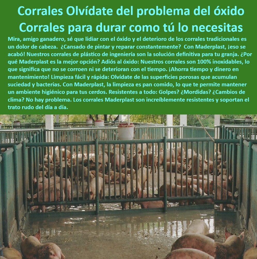 Diseño corrales modernos para cerdos Innovación corral porcicultura Maderplast Sistemas automatizados para corrales de cerdos Cómo armar corrales para cerdos con poco presupuesto Corrales basicos con comederos para cerdos de engorde  -Materiales-Sostenibles-Porcicultura , - Corrales-Económicos-Tecnificados - Diseño especializado en corrales sin mantenimiento, -  Materiales higiénicos y seguros para granjas de cerdos, - Divisiones-Higiénicas-Porcinas - ¿Cuáles son los mejores corrales para cerdos sin óxido? - Soluciones plásticas para bioseguridad en porcicultura, -  Corrales económicos y resistentes para producción porcina, -  Soluciones duraderas para engorde intensivo de cerdos, -  Corrales plásticos anticorrosivos para cerdos de engorde, -  ¿Qué sistemas plásticos son ideales para corrales de cerdos? , - Corrales-Duraderos-Cerdos , - Paneles-Modulares-Granjas - ¿Cómo construir corrales económicos y resistentes para cerdos? - Corrales higiénicos para prevenir enfermedades porcinas, -  Cercas modulares económicos para granjas porcinas, -  Paneles resistentes a los rayos UV para corrales exteriores, -  ¿Dónde conseguir paneles higiénicos para granjas porcinas? - Corrales sin óxido para granjas porcinas, -  Estructuras de alta durabilidad para granjas de cerdos, - Sistemas-Plásticos-Porcinos - Cercas plásticas resistentes para granjas tecnificadas, -  Sistemas integrados de engorde intensivo de porcinos, -  ¿Qué materiales reducen el mantenimiento en granjas tecnificadas? - Infraestructura libre de óxido para granjas tecnificadas, -  Diseño flexible de cercas para manejo porcino tecnificado, - Bioseguridad-En-Porcicultura - Divisiones higiénicas para corrales porcinos modernos, - Cercas-Plásticas-Resistentes - Cercas de fácil limpieza para corrales de cerdos, -  Paneles modulares resistentes a mordidas de cerdos, -  Paneles ecológicos para corrales de engorde intensivo, -  Paneles plásticos para optimizar granjas tecnificadas, -  Corrales para climas extremos y cambios bruscos, - Innovación-Corrales-Porcinos - Sistemas plásticos modulares para corrales de cerdos, - Corrales-Sin-Oxido - Divisiones plásticas para manejo eficiente de cerdos, -  Corrales sostenibles y eficientes para porcicultura moderna, -  Innovación en diseño de corrales para porcicultura. Diseño corrales modernos para cerdos Innovación corral porcicultura Maderplast - Sistemas automatizados para corrales de cerdos - Cómo armar corrales para cerdos con poco presupuesto - Corrales basicos con comederos para cerdos de engorde -