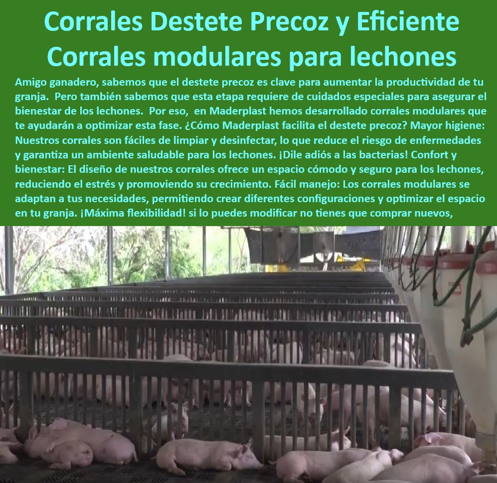 Diseño corrales modernos para cerdos Innovación corral porcicultura Maderplast Soluciones estructurales avanzadas para porcicultura industrial Corrales plásticos con diseño modular para manejo eficiente Instalaciones eficientes ceba 0 -Corrales-Modulares-Lechones - Corrales ergonómicos para el bienestar animal, -  Corrales higiénicos para producción porcina tecnificada, -  Soluciones flexibles para granjas porcinas modernas, -  Cercas UV resistentes para granjas de cerdos, -  Cercas plasticos libres de mantenimiento para cerdos, -  Paneles desmontables para corrales de cerdos, -  Sistemas modulares personalizados para lechones, - Sistemas-Modulares-Porcicultura - Materiales anticorrosivos para corrales porcinos, -  Infraestructura higiénica y segura para destete, - Infraestructura-Resistente-Porcinos - ¿Cómo mejorar la higiene en corrales para lechones? - Diseño modular de corrales de fácil adaptación, -  ¿Cuáles son los mejores corrales modulares para granjas porcinas? - Diseño avanzado para producción eficiente de lechones, - Soluciones-Porcicultura-Moderna - Sistemas plásticos duraderos para lechones, -  Diseño innovador de corrales para lechones, - Porcicultura-Sostenible-Duradera , - Corrales-Higiénicos-Destete - Instalaciones sostenibles para granjas porcinas, - Paneles-Plásticos-Cerdos , - Corrales-Destete-Preciso - Diseño de corrales para optimizar el destete precoz, -  Corrales para cerdos de engorde sin mantenimiento, -  ¿Qué soluciones existen para corrales sin mantenimiento en porcicultura? - Infraestructura plástica avanzada para porcicultura, -  Soluciones plásticas libres de óxido para porcicultura, -  Paneles antimicrobianos para granjas de cerdos, -  Soluciones higiénicas para granjas tecnificadas, -  Soluciones plásticas duraderas para granjas tecnificadas, -  Sistemas plásticos para manejo de lechones destetados, -  ¿Qué corrales son ideales para el destete precoz de lechones? , - Corrales-Sin-Mantenimiento - ¿Dónde comprar paneles plásticos para corrales de cerdos? - Corrales modulares resistentes para ambientes hostiles, -  Cercas resistentes a mordidas para corrales de cerdos, -  Corrales plásticos modulares para destete eficiente, - Soluciones-Higiénicas-Granjas Diseño corrales modernos para cerdos Innovación corral porcicultura Maderplast - Soluciones estructurales avanzadas para porcicultura industrial - Corrales plásticos con diseño modular para manejo eficiente - Instalaciones eficientes ceba 0