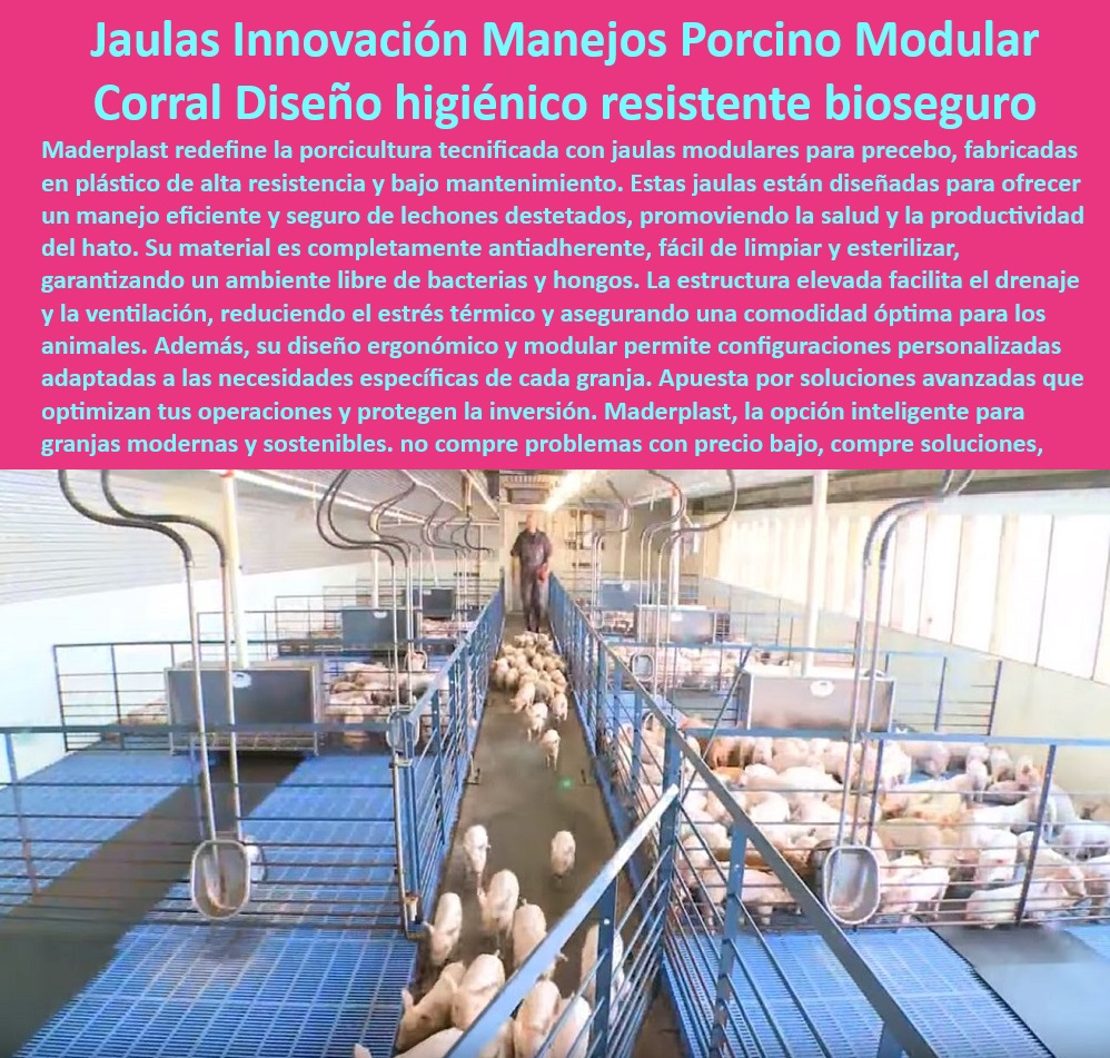 Jaulas de Piso Levantado Precebos Corrales Porcinos Elevados Maderplast Corral modular para cerdos jóvenes Placas de polipropileno para drenaje eficiente Corral elevado para facilitar destete Corrales técnicos que cumplen normativas Pisos plásticos anticorrosivos para entornos hostiles, - Infraestructura-Biosegura-Porcina - ¿Qué pisos higiénicos son ideales para granjas tecnificadas? - ¿Cuáles son las mejores jaulas modulares para cerdos jóvenes? - Jaulas para cerdos con ventilación mejorada, - Soluciones avanzadas para bioseguridad en granjas, - Pisos elevados antiadherentes para manejo de cerdo, - Sistemas-Modulares-Para-Cerdos , - Soluciones-Avanzadas-Porcicultura , - Jaulas-Elevadas-Para-Precebos - Sistemas modulares adaptables para porcicultura, - ¿Dónde comprar corrales elevados con drenaje eficiente? - Corrales higiénicos con certificación internacional, - Granjas-Sostenibles-Con-Bioseguridad - Materiales resistentes y duraderos para precebos, - Jaulas porcinas elevadas para precebos, - Instalaciones bioseguras para porcicultura tecnificada, - Corrales para cerdos que minimizan el estrés térmico, - Corrales modulares resistentes a la corrosión, - Pisos antideslizantes para el bienestar animal, - Sistemas de jaulas para lechones destetados, - Corrales elevados que facilitan el destete de lechones, - Pisos-Antideslizantes-Porcinos , - Jaulas-Modulares-Bioseguras - Suelos elevados de fácil limpieza y mantenimiento, - Pisos plásticos con drenaje eficiente para granjas, - Jaulas innovadoras que optimizan la producción, - Placas plásticas para drenaje en jaulas porcinas, - Infraestructura sostenible para granjas porcinas modernas, - Sistemas de jaulas modulares higiénicas para cerdos, - ¿Qué sistemas de jaulas reducen el estrés en lechones? - Soluciones técnicas para manejo eficiente de cerdos, - Corrales-Resistentes-Anticorrosivos - Materiales plásticos inertes para granjas porcinas, - ¿Cómo elegir corrales bioseguros para porcicultura moderna? , - Corrales-Porcinos-Higiénicos , - Pisos-Elevados-Drenaje-Eficiente - Corrales elevados que reducen el estrés en los cerdos, - Jaulas modulares con diseño higiénico avanzado, - Diseño ergonómico en corrales porcinos tecnificados. Jaulas de Piso Levantado Precebos Corrales Porcinos Elevados Maderplast - Corral modular para cerdos jóvenes - Placas de polipropileno para drenaje eficiente - Corral elevado para facilitar destete - Corrales técnicos que cumplen normativas