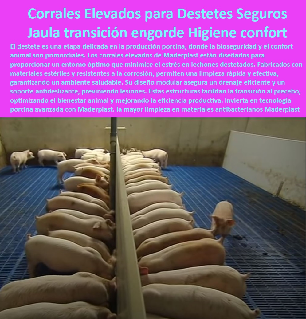 Jaulas de Piso Levantado Precebos Corrales Porcinos Elevados Maderplast Corrales elevados para mejorar la productividad porcina Cómo mejorar el manejo de cerdos destetados Equipamiento económico para porcicultura Soluciones Jaulas 0  Pisos higiénicos para engorde de lechones, - Soluciones-Porcinas-De-Transición , - Corrales-Elevados-Bioseguros - Pisos plásticos antideslizantes para porcicultura, - Corrales técnicos que cumplen con las normativas internacionales, - Materiales plásticos no absorbentes para jaulas, - ¿Qué pisos antideslizantes funcionan mejor en granjas porcinas? , - Jaulas-Antideslizantes-Para-Lechones , - Infraestructura-Tecnificada-Porcicultura - ¿Cómo mejorar la bioseguridad en granjas de cerdos? , - Bioseguridad-Granjas-Modernas , - Pisos-Higiénicos-Granjas-Porcinas - Corrales higiénicos con diseño modular innovador, - Soluciones avanzadas para transición de precebos, - Sistemas-Drenaje-Eficiente-Porcino - Jaulas diseñadas para minimizar el estrés térmico, - Sistemas de manejo de cerdos con mínima manutención, - Corrales-Sostenibles-Confort-Cerdos - Jaulas modulares higiénicas para cerdos, - Jaulas elevadas para transición y engorde, - ¿Cuáles son las mejores soluciones para la transición de precebos? , - Corrales-Para-Cerdos-Destetados - Corrales elevados para destete bioseguro, - Drenaje efectivo en corrales para bienestar animal, - Jaulas-Modulares-Para-Precebos - Jaulas económicas con durabilidad garantizada, - Soluciones en jaulas avanzadas para porcicultura, - Materiales antibacterianos para granjas porcinas, - ¿Dónde comprar corrales elevados con drenaje eficiente? - Sistemas de drenaje eficientes en corrales porcinos, - Infraestructura avanzada para manejo de lechones, - Pisos higiénicos que maximizan la productividad, - Instalaciones tecnificadas para granjas modernas, - Corrales para cerdos destetados sin estrés, - Pisos elevados que facilitan la limpieza rápida, - Estructuras bioseguras para el bienestar animal porcino, - ¿Qué jaulas son ideales para cerdos destetados? - Pisos fáciles de limpiar para porcicultura tecnificada, - Equipamiento modular para porcicultura sostenible, - Jaulas resistentes a la corrosión para granjas. Jaulas de Piso Levantado Precebos Corrales Porcinos Elevados Maderplast - Corrales elevados para mejorar la productividad porcina - Cómo mejorar el manejo de cerdos destetados - Equipamiento económico para porcicultura - Soluciones Jaulas 0