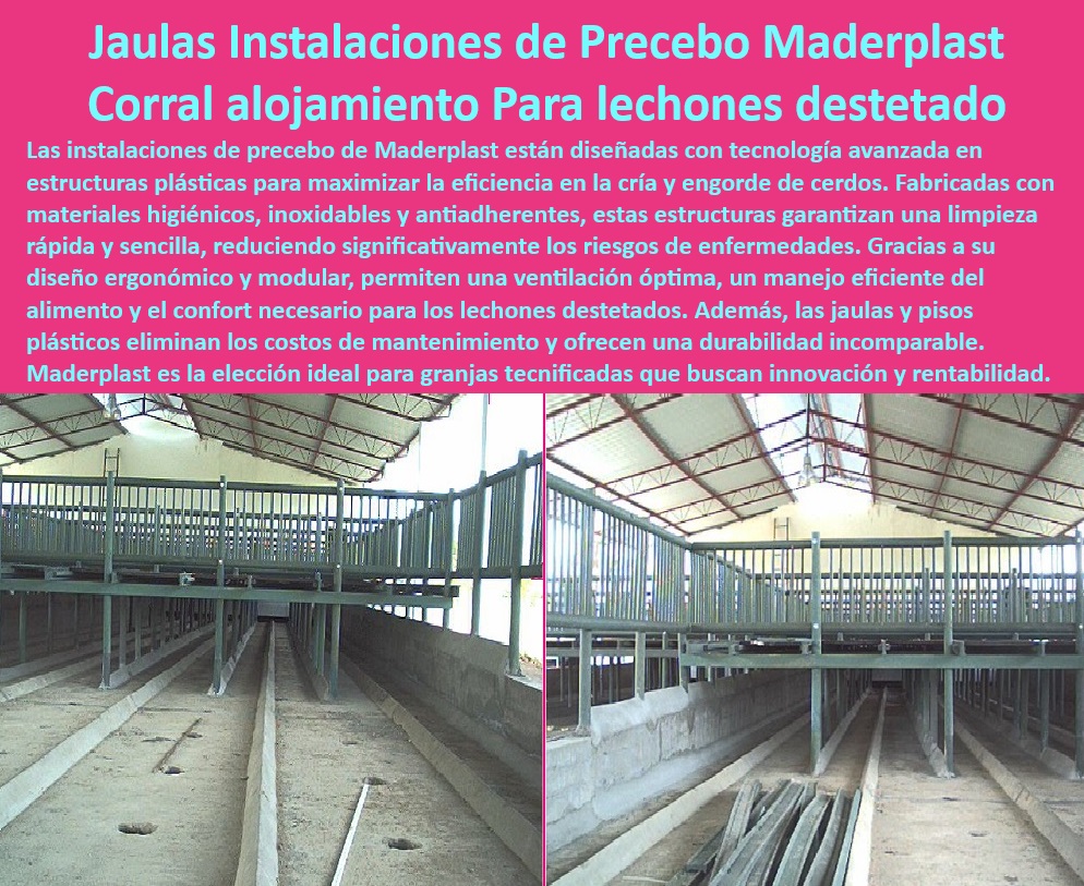 Jaulas de Piso Levantado Precebos Corrales Porcinos Elevados Maderplast Pisos térmicos para confort en maternidades porcinas Equipos avanzados para destete de lechones Estructuras plásticas sostenibles para granjas modernas Corrales 0  -Soluciones-Duraderas-Maternidades-Porcinas - ¿Qué corrales son más higiénicos para destete de lechones? - Corrales ergonómicos con ventilación eficiente, - Equipos avanzados para manejo de precebos, - Pisos drenantes para corrales porcinos, - Soluciones duraderas para maternidades porcinas, - Pisos antideslizantes para lechones en granjas, , - Pisos-Higiénicos-Granjas-Tecnificadas - Pisos plásticos higiénicos para granjas tecnificadas, - Infraestructura para mejorar la bioseguridad en granjas, - Jaulas térmicas para maternidades porcinas, - ¿Dónde comprar pisos térmicos para cerdos? - Pisos resistentes al desgaste por el tráfico animal, , - Jaulas-Térmicas-Maternidades-Porcinas , - Estructuras-Plásticas-Avanzadas - Corrales elevados para destete de lechones, , - Infraestructura-Sostenible-Manejo-Porcino - Sistemas de confort térmico para cerdos, , - Jaulas-Anticorrosivas-Porcicultura - Estructuras resistentes para cría de cerdos, , - Corrales-Modulares-Bioseguridad-Granjas - Instalaciones modulares para granjas porcinas, - Estructuras plásticas anticorrosivas para porcicultura, - Jaulas tecnológicas para optimizar la producción porcina, - Infraestructura sostenible para granjas tecnificadas, - Sistemas prácticos para engorde en granjas, - ¿Cómo mejorar la bioseguridad en granjas porcinas? - ¿Qué jaulas son ideales para maternidades porcinas? , - Pisos-Térmicos-Bienestar-Animal - Corrales plásticos con diseño modular, , - Sistemas-Prácticos-Destete-Lechones - Pisos elevados para maternidades porcinas avanzadas, - Sistemas avanzados para manejo de lechones destetados, - Corrales innovadores para bioseguridad animal, - ¿Cuáles son las mejores estructuras plásticas para porcicultura? - Soluciones higiénicas para manejo porcino eficiente, - Pisos térmicos para el bienestar animal, - Jaulas sostenibles para granjas modernas, - Jaulas económicas y fáciles de limpiar, , - Corrales-Plásticos-Para-Destete Jaulas de Piso Levantado Precebos Corrales Porcinos Elevados Maderplast Pisos térmicos para confort en maternidades porcinas Equipos avanzados para destete de lechones Estructuras plásticas sostenibles para granjas modernas Corrales 0