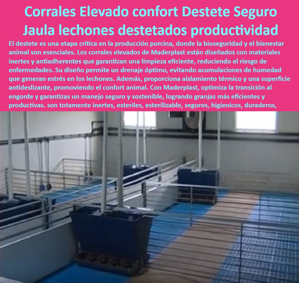 Jaulas de Piso Levantado Precebos Corrales Porcinos Elevados Maderplast Soluciones llave en mano para granjas porcinas Diseño de infraestructura porcina para alta eficiencia Pisos elevados para maternidades porcinas modernas Jaulas ¿Dónde comprar corrales elevados para destete de lechones? , - Eficiencia-Operativa-Maternidades - ¿Cuáles son los beneficios de usar pisos térmicos para cerdos? , - Infraestructura-Sostenible-Granjas - Corrales desmontables para granjas de alta eficiencia, - Jaulas modulares fáciles de limpiar, - ¿Cómo mejorar la productividad en maternidades porcinas? - Corrales plásticos con alta durabilidad, , - Diseño-Modular-Granjas-Porcinas - Jaulas esterilizables para manejo seguro de lechones, - ¿Qué sistemas son ideales para granjas porcinas sostenibles? , - Pisos-Drenantes-Manejo-Porcino - Equipos avanzados para granjas porcinas modernas, - ¿Qué jaulas garantizan mayor bioseguridad en granjas porcinas? - Pisos drenantes para minimizar acumulaciones de humedad, - Soluciones innovadoras para maternidades porcinas, - Corrales elevados higiénicos para destete porcino, - Sistemas de bioseguridad para maternidades porcinas, - Sistemas económicos de manejo porcino, - Pisos elevados con diseño ergonómico, , - Jaulas-Duraderas-Granjas-Tecnificadas - Estructuras resistentes para cría de cerdos, , - Pisos-Térmicos-Confort-Animal - Jaulas ergonómicas con diseño térmico avanzado, , - Jaulas-Fáciles-Limpieza-Porcicultura - Jaulas plásticas duraderas para cerdos, - Jaulas anticorrosivas para ambientes húmedos, , - Corrales-Plásticos-Bioseguros - Infraestructura porcina que cumple con las normativas internacionales, - Pisos térmicos para garantizar el bienestar animal, - Pisos antideslizantes para comodidad animal, - Infraestructura porcina sostenible y eficiente, - Sistemas avanzados para reducción de costos, , - Bioseguridad-Porcina-Eficiente - Jaulas ligeras para optimizar el manejo de lechones, - Infraestructura porcina con materiales reciclables, - Diseño de corrales para mejorar la productividad porcina, , - Corrales-Elevados-Higiénicos-Porcinos - Soluciones modulares para granjas tecnificadas, - Pisos reciclables para manejo porcino higiénico.  Jaulas de Piso Levantado Precebos Corrales Porcinos Elevados Maderplast - Soluciones llave en mano para granjas porcinas - Diseño de infraestructura porcina para alta eficiencia - Pisos elevados para maternidades porcinas modernas - Jaulas