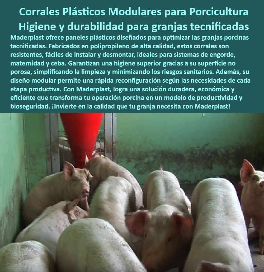 Paneles Plásticos Modulares para Corrales de Cerdos Maderplast Paneles Duraderos y Reutilizables para Cerdos de Engorde Corrales Duraderos Para Cerdos Paneles Plásticos Resistentes Qué materiales son más duraderos granjas 0 ¿Qué paneles modulares son mejores para corrales de cerdos? - Infraestructura de alta resistencia para porcicultura moderna, - ¿Dónde comprar corrales de plástico duraderos para cerdos? , - Bioseguridad-Reutilizables-Corrales - Corrales plásticos modulares para granjas porcinas, - Paneles no porosos para limpieza fácil en corrales, , - Divisiones-Higiénicas-Cerdos - Paneles plásticos resistentes al desgaste porcino, - Soluciones sostenibles y prácticas para manejo de cerdos, - ¿Qué sistemas modulares garantizan bioseguridad en porcicultura? - Sistemas de división plástica para corrales sin mantenimiento, - Diseño modular para manejo eficiente en granjas, - Soluciones tecnológicas en divisiones porcinas modulares, - División higiénica y duradera para porcicultura tecnificada, - Paneles reconfigurables para optimización de corrales porcinos, , - Soluciones-Duraderas-Porcinas - Sistemas modulares para optimizar granjas porcinas tecnificadas, - Paneles duraderos y seguros para granjas tecnificadas, - Sistemas plásticos higiénicos para manejo de cerdos, , - Manejo-Eficiente-Cerdos , - Infraestructura-Modular-Granjas - 5 Consultas de Búsqueda por Voz , - Paneles-Resistentes-Bioseguridad - Paneles higiénicos para cerdos de engorde y maternidad, - Diseño modular para minimizar riesgos sanitarios en granjas, - Paneles anticorrosivos para sistemas de bioseguridad, - Divisiones reutilizables para bioseguridad porcina, , - Sistemas-Modulares-Porcicultura - Corrales desmontables y duraderos para cerdos, - Bioseguridad avanzada con corrales desmontables, - ¿Cómo instalar divisiones higiénicas en granjas porcinas? - Soluciones técnicas para maximizar la productividad porcina, - Corrales de plástico reciclable para sostenibilidad porcina, - ¿Cuáles son las mejores opciones para corrales desmontables? - Paneles de fácil limpieza y alta resistencia para granjas, - División de corrales para cerdos con diseño modular, , - Corrales-Modulares-Higiénicos , - Paneles-Plásticos-Duraderos - Paneles resistentes al desgaste para producción porcina, - 10 Hashtags Mejorados con Guión al Medio - Soluciones higiénicas avanzadas para porcicultura, , - Corrales-Sostenibles-Reutilizables Paneles Plásticos Modulares para Corrales de Cerdos Maderplast - Paneles Duraderos y Reutilizables para Cerdos de Engorde - Corrales-Duraderos-Para-Cerdos - Paneles-Plásticos-Resistentes - ¿Qué materiales son más duraderos granjas 0