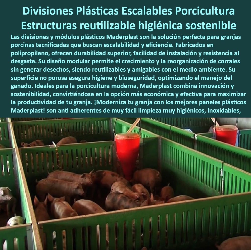 Paneles Plásticos Modulares para Corrales de Cerdos Maderplast Paneles Personalizados para Cerdos de Engorde y Reproducción Sistemas Modulares para Bioseguridad en Granjas Porcinas Qué corrales ofrecen bioseguridad para granjas cerdo Diseño técnico modular para cerdos de engorde, - Paneles plásticos para maximizar la productividad, , - Estructuras-Reutilizables-Granjas - Divisiones plásticas escalables para granjas porcinas, - Estructuras reutilizables para granjas modernas, - Soluciones higiénicas con paneles plásticos, - Placas plásticas anticorrosivas para porcicultura, - Materiales resistentes e higiénicos para porcicultura, - Divisiones desmontables para granjas higiénicas, - Bioseguridad avanzada con divisiones plásticas, - Divisiones plásticas no porosas para corrales, , - Soluciones-Higiénicas-Porcinas , - Infraestructura-Modular-Porcicultura - ¿Qué paneles modulares son ideales para granjas de cerdos? - ¿Dónde comprar paneles plásticos para bioseguridad en porcicultura? , - Divisiones-Higiénicas-Cerdos - Sistemas escalables para corrales de cerdos, , - Bioseguridad-Sostenible-Granjas - Sistemas eficientes de división para cerdos, - Sistemas modulares de bioseguridad para cerdos, - ¿Cuáles son las mejores divisiones reutilizables para cerdos? , - Paneles-Reutilizables-Granjas - Modularidad en divisiones de granjas porcinas, - ¿Qué soluciones higiénicas funcionan mejor en corrales porcinos? - Paneles reciclables para manejo de ganado, - ¿Cómo modernizar divisiones en granjas porcinas? - Paneles plásticos resistentes al desgaste porcino, - División de corrales fácil de instalar y reubicar, - Sistemas innovadores en divisiones de corrales, - Paneles de fácil limpieza para granjas modernas, - Diseño modular para divisiones porcinas, - Soluciones sostenibles para granjas tecnificadas, - Paneles reutilizables para manejo porcino eficiente, - Infraestructura modular higiénica para porcicultura, , - Divisiones-Anticorrosivas-Corrales , - Paneles-Plásticos-Sostenibles - Materiales sostenibles para bioseguridad porcina, , - Divisiones-Plásticas-Modulares-Corrales - Divisiones anticorrosivas para granjas sostenibles, , - Diseño-Modular-Bioseguridad Paneles Plásticos Modulares para Corrales de Cerdos Maderplast - Paneles Personalizados para Cerdos de Engorde y Reproducción - Sistemas Modulares para Bioseguridad en Granjas Porcinas - ¿Qué corrales ofrecen bioseguridad para granjas cerdo