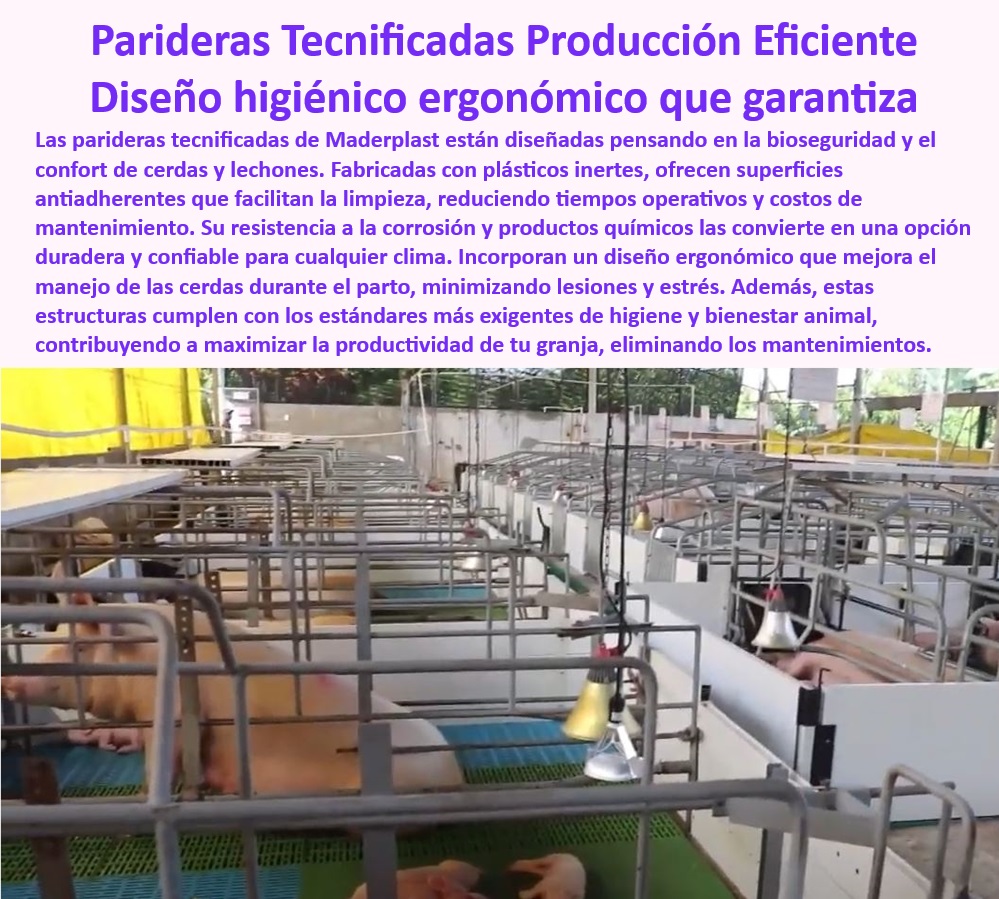Parideras Porcícolas Higiénicas Jaula Parto Cerdas Fácil Limpieza Maderplast Diseños simples para maternidad porcina Sistemas desmontables con limpieza profunda para jaulas de parto Sistemas porcícolas con materiales anticorrosión PP Materiales plásticos resistentes para maternidad porcina, - Bienestar-Animal-En-Crianza - Infraestructura-Porcícola-Duradera - Jaulas de maternidad que cumplen con las normas sanitarias internacionales, - ¿Qué sistemas de maternidad porcina reducen costos de mantenimiento? - ¿Dónde comprar jaulas de parto higiénicas y desmontables? - Infraestructura duradera para manejo eficiente de lechones, - Jaulas de parto prácticas y duraderas para granjas modernas, - Diseño modular para facilidad en instalaciones porcinas, - ¿Cuáles son las mejores parideras para cerdas con bioseguridad? - Jaulas ergonómicas para maternidad segura y productiva, - Jaulas ajustables que mejoran la eficiencia en el parto, - Parideras desmontables para manejo seguro de lechones, - Sistemas de bioseguridad avanzados para jaulas de parto, - Jaulas de maternidad para cerdas con diseño ergonómico, - Parideras-Tecnificadas-Duraderas - ¿Qué jaulas de parto cumplen con los estándares internacionales? - Parideras ecológicas para reducir el impacto ambiental, - Soluciones sostenibles para la maternidad porcina, - Maternidad-Porcina-Tecnificada - Soluciones inteligentes para optimizar la crianza porcina, - Parideras con tecnología antibacteriana y anticorrosiva, - Bioseguridad-En-Granjas-Porcinas - Infraestructura higiénica para granjas de cerdos modernas, - Sistemas modulares de maternidad - Jaulas-Higiénicas-Para-Cerdas - Parideras diseñadas para minimizar el estrés de las cerdas, - Sistemas ajustables para optimizar el manejo del cerdo, - Sistemas de parto para maximizar el bienestar animal, - Parideras económicas y funcionales para granjas tecnificadas, - ¿Qué parideras son ideales para la maternidad porcina tecnificada? - Sistemas modulares para maternidad porcina eficiente, - Soluciones-Sostenibles-En-Porcicultura - Jaulas-Anticorrosivas-Eficientes - Infraestructura para maternidad porcina de alta resistencia, - Sistemas de crianza tecnificados con mantenimiento reducido, - Jaulas de parto anticorrosivas con diseño higiénico, - Parideras higiénicas desmontables para granjas porcinas, - Soluciones porcícolas con fácil limpieza y bioseguridad, - Parideras-Con-Fácil-Limpieza Parideras Porcícolas Higiénicas Jaula Parto Cerdas Fácil Limpieza Maderplast - Diseños simples para maternidad porcina - Sistemas desmontables con limpieza profunda para jaulas de parto - Sistemas porcícolas con materiales anticorrosión PP