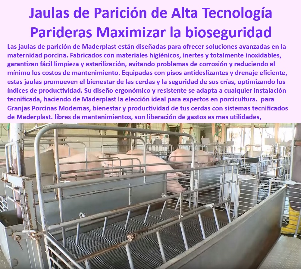 Parideras porcinas higiénicas resistentes Parto cerdas fácil limpieza Maderplast Jaulas para maternidad con ahorro térmico Parideras para novatos en porcicultura tecnificada Placas plásticas inertes para infraestructura de parición PP Pisos plásticos drenantes en parideras desmontables, - Parideras higiénicas para maternidad tecnificada de cerdas, - Infraestructura avanzada para granjas porcinas modernas, - Pisos-Plásticos-Drenantes-Granjas - Infraestructura-Moderna-Maternidad-Porcina - Infraestructura adaptable para proyectos de granjas tecnificadas, - Sistemas ergonómicos para reducir el estrés en cerdas, - Infraestructura duradera y sostenible para granjas porcinas, - Parideras desmontables para evitar riesgos sanitarios, - Infraestructura-Sostenible-Para-Granjas - Parideras plásticas que minimizan costos operativos, - ¿Cuáles son las mejores opciones para la bioseguridad en maternidad porcina? - Infraestructura modular para maternidad porcina eficiente, - Pisos resistentes en sistemas avanzados de maternidad, - Pisos antideslizantes en  parideras desmontables modernas, - ¿Qué sistemas modernos optimizan la maternidad porcina? - Jaulas económicas diseñadas para bioseguridad porcina, - Jaulas-Diseñadas-Para-Limpieza-Fácil - ¿Dónde comprar jaulas desmontables para maternidad de cerdas? - Parideras económicas que optimizan la maternidad porcina, - Soluciones-Desmontables-Bioseguras - Parideras tecnificadas con diseño para fácil limpieza, - Jaulas de parto resistentes y de fácil montaje, - Parideras-Desmontables-Higiénicas - Infraestructura higiénica para mejorar la productividad porcina, - Sistemas-De-Bioseguridad-Porcina - Soluciones desmontables para manejo de maternidad porcina, - ¿Qué parideras son más fáciles de limpiar y montar? - Jaulas-De-Parto-Fáciles-De-Montar - Pisos-Antideslizantes-Maternidad-Cerdas - Pisos higiénicos para parideras resistentes a la corrosión, - Parideras-Eficientes-Para-Granjas - ¿Cómo elegir parideras higiénicas y económicas para granjas? - Sistemas modernos para cerdas y lechones bioseguros, - Sistemas antibacterianos en jaulas de parto para cerdas, - Sistemas de maternidad con diseño desmontable innovador, - Parideras prácticas para optimización de espacio en granjas, - Jaulas desmontables para maternidad porcina eficientes, - Parideras funcionales con soluciones personalizadas, - Jaulas para cerdas con garantía extendida de durabilidad Parideras porcinas higiénicas resistentes Parto cerdas fácil limpieza Maderplast - Jaulas para maternidad con ahorro térmico - Parideras para novatos en porcicultura tecnificada - Placas plásticas inertes para infraestructura de parición PP