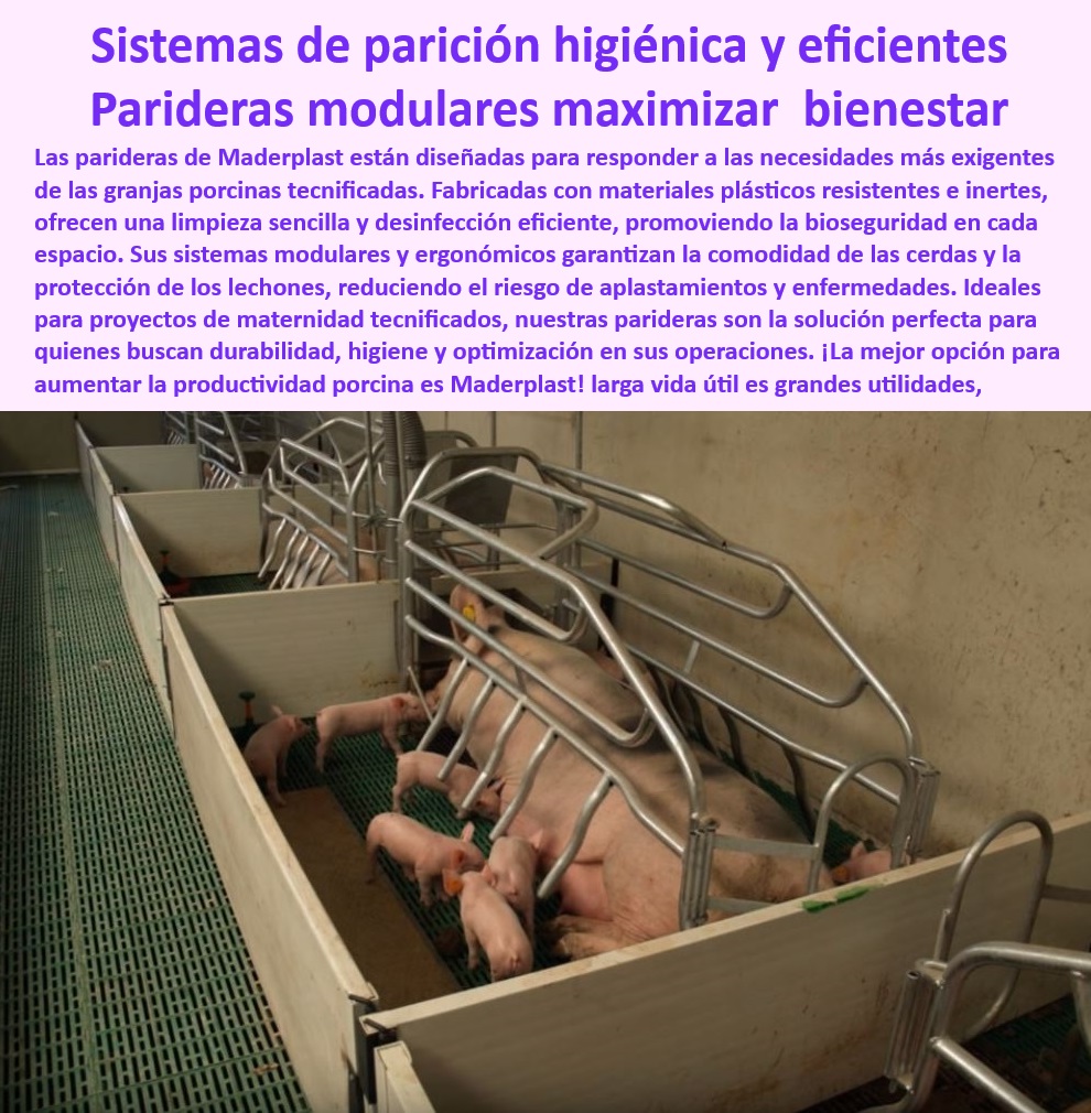 Parideras porcinas higiénicas resistentes Parto cerdas fácil limpieza Maderplast Jaulas para parto con menos mantenimiento Jaulas tecnificadas para cerdas madres Sistemas de maternidad para maximizar la supervivencia Sistema neonatal Parideras ergonómicas para reducir el estrés en cerdas, - Bienestar-Animal-Con-Parideras-Tecnificadas - ¿Qué sistemas reducen el estrés en cerdas y protegen a los lechones? - ¿Cuáles son las mejores parideras modulares para granjas tecnificadas? - Jaulas para maternidad porcina con fácil limpieza, - Soluciones-Tecnificadas-En-Porcicultura - Infraestructura modular para granjas tecnificadas, - Parideras-Modulares-De-Bienestar - Parideras-Diseñadas-Para-Productividad - ¿Dónde comprar jaulas higiénicas para maternidad porcina? - Infraestructura de larga vida útil para granjas porcinas, - Parideras desmontables para granjas tecnificadas, - Parideras antibacterianas para minimizar enfermedades, - Pisos-Antideslizantes-Duraderos - Sistemas modulares de jaulas para cerdas y lechones, - Infraestructura sostenible para granjas porcinas modernas, - Pisos drenantes de fácil instalación y mantenimiento, - Infraestructura-Moderna-Maternidad-Cerdas - Pisos antideslizantes para parideras modernas, - Sistemas duraderos para maximizar el bienestar animal, - Parideras tecnificadas para minimizar aplastamientos, - Parideras económicas para aumentar la productividad porcina, - Parideras innovadoras diseñadas para bioseguridad porcina, - Soluciones eficientes para maternidad porcina tecnificada, - Jaulas-De-Fácil-Limpieza-Porcina - Jaulas-Con-Bioseguridad-Cerdas - Jaulas plásticas con resistencia a la corrosión, - Sistemas tecnificados de maternidad para cerdas madres, - Soluciones personalizadas para proyectos de porcicultura, - Pisos drenantes resistentes para maternidad de cerdas, - Sistemas para maternidad porcina con bioseguridad, - ¿Qué opciones existen para pisos drenantes en parideras porcinas? - Pisos modulares resistentes y fáciles de limpiar, - Pisos-Drenantes-Para-Granjas - Sistemas de parición higiénica para cerdas modernas, - Infraestructura avanzada para manejo de cerdas madres, - Parideras modulares para maximizar el bienestar animal, - ¿Cómo elegir parideras modulares con bioseguridad garantizada? - Sistemas-Higiénicos-Para-Maternidad - Jaulas higiénicas para optimización en granjas tecnificadas. Parideras porcinas higiénicas resistentes Parto cerdas fácil limpieza Maderplast - Jaulas para parto con menos mantenimiento - Jaulas tecnificadas para cerdas madres - Sistemas de maternidad para maximizar la supervivencia  Sistema neonatal