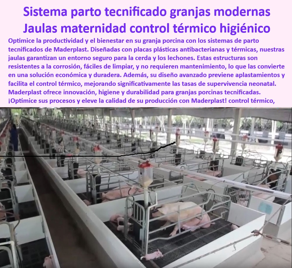 Parideras porcinas higiénicas resistentes Parto cerdas fácil limpieza Maderplast Sistemas simples de maternidad para cerdos Diseños accesibles para manejo de cerdas Maternidad porcina sencilla para principiantes Parideras incubadora Soluciones económicas en jaulas para maternidad porcina, - Infraestructura-Porcina-De-Calidad - ¿Cómo optimizar la bioseguridad en granjas porcinas con parideras? - Sistemas seguros para minimizar aplastamiento en lechones, - ¿Cuáles son los sistemas de parto más eficientes para granjas tecnificadas? - Soluciones-Sostenibles-Para-Granjas - Parideras-Para-Granjas-Modernas - Innovación-En-Producción-Porcina - Parideras-Anticorrosivas-Con-Diseño-Eficiente - Parideras accesibles y funcionales para maternidad porcina, - Infraestructura porcina libre de mantenimiento constante, - Jaulas para parto con aislamiento térmico incorporado, - ¿Qué jaulas modernas son ideales para minimizar aplastamientos en lechones? - Sistemas-Maternidad-Tecnificada - ¿Dónde comprar parideras higiénicas para maternidad porcina? - Infraestructura modular de alta durabilidad para granjas, - Parideras con drenaje óptimo y fácil limpieza diaria, - Sistemas de maternidad con tecnología avanzada, - Diseño modular para optimizar procesos en producción porcina, - Sistemas de maternidad tecnificada para granjas porcinas modernas, - Jaulas-Control-Térmico-Fácil-Limpieza - Jaulas para lechones con control térmico integrado, - Parideras higiénicas para cerdas resistentes y duraderas, - Jaulas de parto con control térmico y fácil limpieza, - Parideras-Higiénicas-Antibacterianas - Jaulas higiénicas que cumplen normativas sanitarias, - Parideras económicas y funcionales para principiantes, - Innovación en sistemas de parto para granjas tecnificadas, - Parideras antibacterianas para granjas tecnificadas de cerdos, - Parideras duraderas con superficies antiadherentes, - Jaulas resistentes a la corrosión para maternidad porcina, - Innovación en diseño de maternidad para cerdas y lechones, - Bioseguridad-En-Maternidad-Porcina - Jaulas modulares y duraderas - Jaulas modernas para manejo eficiente de cerdas madre, - Soluciones sostenibles en jaulas para partos porcinos, - Diseño eficiente en jaulas para cerdas madre y lechones, - ¿Qué opciones de parideras incluyen control térmico y drenaje? - Soluciones ergonómicas en sistemas de maternidad tecnificada, - Jaulas de maternidad diseñadas para una bioseguridad eficiente. Parideras porcinas higiénicas resistentes Parto cerdas fácil limpieza Maderplast - Sistemas simples de maternidad para cerdos - Diseños accesibles para manejo de cerdas - Maternidad porcina sencilla para principiantes - Parideras incubadora