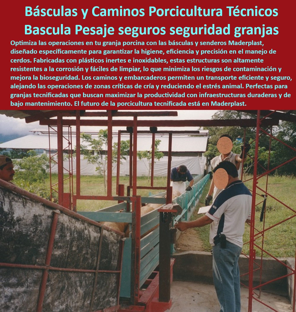 Pesaje preciso para cerdos Sistema para embarcar y pesar cerdos Maderplast Pesaje y embarque eficiente de ganado porcino Sistemas de manejo de cerdos para sacrificio en granjas modernas Equipos especializados para transporte y pesaje porcino. - Sistemas modulares de pesaje para cerdos en granjas. - Infraestructura higiénica para manejo y transporte de cerdos. - Soluciones duraderas y resistentes para porcicultura. - ¿Qué soluciones existen para pesaje higiénico de cerdos? - Caminos de embarque seguros para ganado porcino. - Plásticos inertes resistentes para manejo porcino eficiente. - Soluciones innovadoras en peso porcino industrial. - Manejo-seguro-de-cerdos-en-granjas - Pesaje eficiente de cerdos en granjas tecnificadas. - Equipos anticorrosivos para manejo porcino seguro. - ¿Cuáles son las mejores infraestructuras para manejo de ganado porcino? - Sistemas plásticos resistentes para manejo higiénico porcino. - Sistemas anticorrosivos para bioseguridad en granjas. - Pesaje-tecnificado-para-porcicultura - Infraestructuras-duraderas-para-cerdos - Embarcaderos seguros y eficientes para ganado porcino. - ¿Dónde comprar sistemas para pesar cerdos de forma eficiente? - Tecnología-avanzada-en-porcicultura - Caminos-seguros-para-ganado-porcino - Infraestructura de plástico reciclable para manejo porcino. - Soluciones-eficientes-en-pesaje-porcino - Sistemas avanzados de pesaje para porcicultura eficiente. - Equipos de manejo porcino con diseño tecnificado. - Caminos de conducción para bioseguridad en porcicultura. - Pesaje preciso para cerdos en instalaciones modernas. - Pesaje y embarque higiénico de cerdos hacia camiones. - Infraestructuras modernas para manejo porcino profesional. - ¿Cómo mejorar el transporte seguro de cerdos hacia camiones? - Soluciones tecnificadas para granjas porcinas productivas. - Tecnología de pesaje eficiente para producción porcina. - Básculas tecnificadas para cerdos en granjas modernas. - Sistemas especializados para transporte de ganado porcino. - Sistemas-anticorrosivos-en-porcicultura - Infraestructuras para bioseguridad en producción porcina. - Pesaje-higiénico-en-producción-porcina - Básculas-precisas-para-granjas - Infraestructuras duraderas para transporte de cerdos. - ¿Qué básculas son ideales para granjas porcinas modernas? - Infraestructura-higiénica-para-cerdos Conducción higiénica de cerdos hacia camiones 00 Pesaje preciso para cerdos Sistema para embarcar y pesar cerdos Maderplast - Pesaje y embarque eficiente de ganado porcino - Sistemas de manejo de cerdos para sacrificio en granjas modernas - Conducción higiénica de cerdos hacia camiones 00