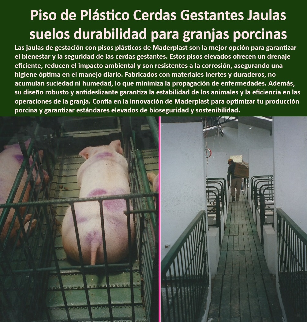Pisos plástico Placa drenaje eficiente en corrales Porcícolas Maderplast Superficies duraderas para manejo intensivo en granjas Pisos económicos para instalaciones de cerdos tecnificadas Superficies inertes para prevenir bacterias PP Pisos ecológicos para instalaciones tecnificadas en porcicultura, - Pisos-Plásticos-Para-Granjas - Pisos plásticos antideslizantes para mayor seguridad en granjas, - Pisos-Antideslizantes-Para-Granjas - Pisos Elevados Para Corrales - Pisos plásticos sostenibles con diseño antibacteriano, - Superficies higiénicas para corrales de porcicultura sostenible, - Sistemas de pisos modulares para granjas de cerdas gestantes, - Superficies plásticas inertes para evitar la acumulación de bacterias, - Pisos plásticos reciclables con propiedades antimicrobianas, - Placas de plástico ergonómicas para corrales porcinos, - Higiene-Y-Bioseguridad-En-Porcicultura - Superficies duraderas y económicas para corrales tecnificados, - Pisos duraderos para manejo intensivo en instalaciones porcinas, - Soluciones-Sostenibles-En-Porcicultura - Pisos elevados para manejo de residuos en corrales de cerdos, - Pisos elevados resistentes para el bienestar de cerdas gestantes, - Sistemas de pisos económicos para granjas tecnificadas de cerdos, - Superficies-Inertes-Antibacterianas - Placas plásticas reciclables para corrales modernos de cerdos, - Pisos anticorrosivos de alta resistencia para producción porcina, - Pisos económicos para optimizar recursos en granjas porcinas, - Materiales plásticos avanzados para mejorar la producción porcina, - Soluciones higiénicas y económicas para instalaciones porcinas, - Pisos especializados para optimizar la bioseguridad porcina, - ¿Qué opciones de pisos económicos y duraderos existen para granjas? - Superficies lavables y esterilizables para instalaciones porcinas, - Pisos-Plásticos-Duraderos-Económicos - Pisos plásticos modulares para manejo eficiente en granjas, - Pisos plásticos con drenaje eficiente para granjas porcinas, - ¿Cómo elegir pisos elevados para instalaciones tecnificadas de cerdos? - Pisos elevados diseñados para maximizar la bioseguridad porcina, - Pisos-Modulares-Para-Instalaciones - Soluciones de pisos resistentes para ambientes porcinos hostiles, - ¿Cuáles son los pisos más higiénicos para granjas porcinas modernas? - Materiales-Plásticos-Resistentes-Para-Granjas - ¿Dónde conseguir superficies inertes para evitar bacterias en granjas porcinas? - ¿Qué pisos plásticos son mejores para los corrales de cerdos? - Pisos sin mantenimiento para granjas tecnificadas de cerdos, - Drenaje-Eficiente-En-Porcicultura Pisos plástico Placa drenaje eficiente en corrales Porcícolas Maderplast - Superficies duraderas para manejo intensivo en granjas - Pisos económicos para instalaciones de cerdos tecnificadas - Superficies inertes para prevenir bacterias PP