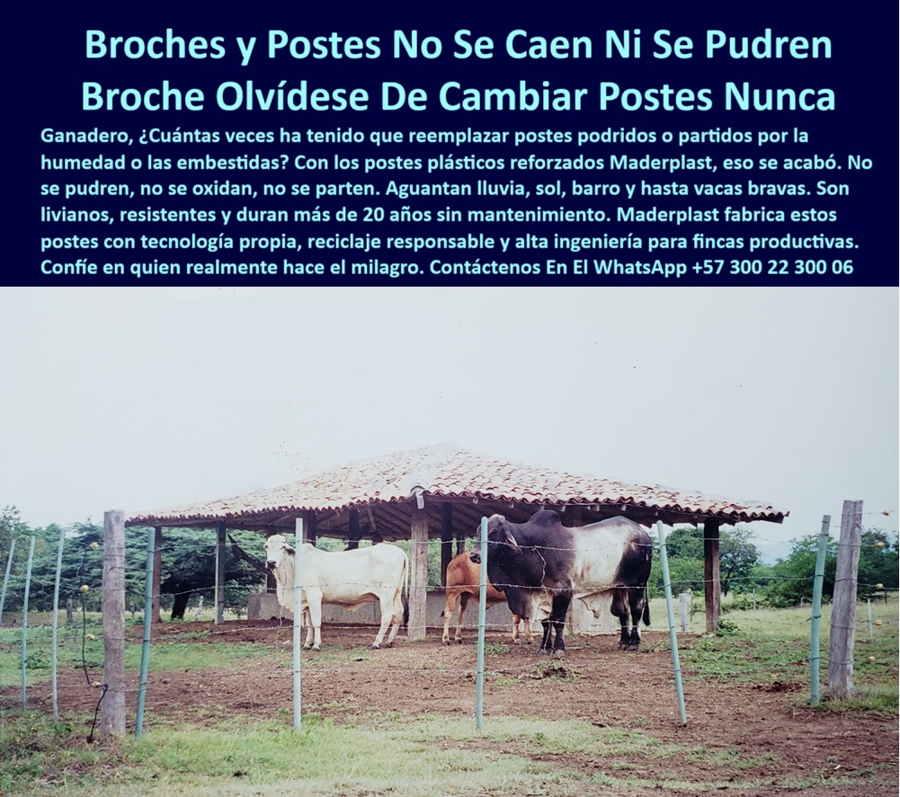 Broches Portón Plástico Para Ganado Puerta De Hato Ganadero Puerta Maderplast puerta ganadera con poste sin óxido ni pintura, - Instalación vista en finca de Meta, Colombia, con más de 20 años de uso., - poste plástico verde en zona ganadera tropical, - poste visible entre barro sin signos de daño, - poste-con-broche-ganadero, - Postes verdes sin pintura ni óxido, visibles entre barro y pasto., - cierre para vacas sin riesgo de lesión bucal, - poste sin pintura para establo ganadero tropical, - broche plástico útil para potreros de alta rotación, - postes reciclados instalados en finca del Meta, - poste seguro para cercado de ganado intensivo, - sistema de broche plástico para portones ganaderos, - cerco-sostenible-con-broche, - La imagen muestra un potrero en finca del departamento del Meta, Colombia, cercado con postes plásticos y broches reforzados fabricados por Maderplast. Estos postes no se caen, no se pudren y no requieren pintura, incluso después de 20 años expuestos a lluvia, barro y animales pesados. Gracias a su tecnología plástica reciclada, Maderplast ofrece soluciones sostenibles para puertas de hato ganadero sin astillas, óxido o deformación. El broche plástico garantiza seguridad para el ganado sin mantenimiento, ideal para zonas rurales húmedas y para cerramientos que duren décadas., - postes plásticos firmes en piso húmedo del potrero, - Sistema de cerramiento sin deformaciones pese a la humedad y presión animal., - ¿Qué poste usar para potrero en zona húmeda?, - ¿Dónde comprar poste sin mantenimiento para potrero?, - poste-plástico-sin-pintura, - Vacas criollas y brahman dentro del potrero demuestran resistencia a embestidas., - Broche plástico sin herrajes metálicos, seguro para animales y sin mantenimiento., - Ganado protegido sin riesgo de heridas, postes plásticos sin filos ni clavos., - cerco sin madera en zonas inundables y rurales, - Cercado sostenible con tecnología colombiana que reemplaza madera sin tala., - poste_plástico_broche_potrero_sin_mantenimiento_meta_colombia.jpg, - poste sin astillas para portón en finca rural, - broche plástico reforzado para portón ganadero, - sistema-ganadero-sin-tala, - puerta ganadera resistente a humedad extrema, - cierre ecológico para potrero de sabana húmeda, - Techo de tejas de barro indica instalación tradicional en zona tropical., - corral ganadero con poste plástico reforzado, - poste seguro para portón de ganado sin pintura, - cerco ganadero con broche que no se oxida, - corral-ganadero-sin-madera, - Broche plástico es parte de la estructura de puerta temporal sin soldaduras., - ¿Cómo hacer una puerta ganadera sin óxido?, - vacas protegidas por cerca sin astillas ni óxido, - cierre de potrero con broches ecológicos y firmes, - ¿Cuál es el mejor broche para portón de vacas?, - poste plástico con broche que no se pudre, - poste-sin-mantenimiento-rural, - poste con broche sin mantenimiento en clima tropical, - puerta-de-potreros-sin-metal, - postes para vacas en zonas inundables, - poste plástico con broche seguro para potrero, - cierre-ecológico-para-corral, - postes para portón sin deformación por humedad, - estructura ganadera sin clavos ni puntas visibles, - puerta de hato con broche resistente a vacas, - vacas en corral seguro sin metal ni madera, - puerta-plástica-para-vacas, - ¿Qué postes no se caen con el barro y lluvia?, - poste plástico que reemplaza madera y metal, - poste plástico de alta resistencia para lluvia, - puerta ganadera con poste reciclado y sin clavos, - poste plástico con garantía real comprobada, - broche plástico para entrada de corral rural, - corral rural con postes reciclados sin mantenimiento, - broches plásticos sin mantenimiento para potreros, - Cierre seguro en zonas donde fallan los postes de madera o metal., - Postes reciclados sin astillas ni grietas visibles, ideales para lluvias intensas., - Corral rural en zona húmeda de sabana llanera con postes plásticos reforzados., - puerta de potrero sin herrajes metálicos, - poste plástico para portón ganadero sin óxido, - poste sin mantenimiento para zonas con humedad, - broche-plástico-resistente, - cierre de corral para vacas bravas y lluvia, - cierre ecológico con broche plástico sin óxido 0 ganadera que no se dañe con la lluvia, - Puerta Plástica para Potrero, - Qué usar para cerrar paso de vacas, - Puerta Ganadera para Zonas Inundables, - PP Broches Portón Plástico Para Ganado Puerta De Hato Ganadero Puerta Maderplast 0 ganadera que no se dañe con la lluvia Puerta Plástica para Potrero Qué usar para cerrar paso de vacas Puerta Ganadera para Zonas Inundables PP puerta ganadera con poste sin óxido ni pintura, - Instalación vista en finca de Meta, Colombia, con más de 20 años de uso., - poste plástico verde en zona ganadera tropical, - poste visible entre barro sin signos de daño, - poste-con-broche-ganadero, - Postes verdes sin pintura ni óxido, visibles entre barro y pasto., - cierre para vacas sin riesgo de lesión bucal, - poste sin pintura para establo ganadero tropical, - broche plástico útil para potreros de alta rotación, - postes reciclados instalados en finca del Meta, - poste seguro para cercado de ganado intensivo, - sistema de broche plástico para portones ganaderos, - cerco-sostenible-con-broche, - La imagen muestra un potrero en finca del departamento del Meta, Colombia, cercado con postes plásticos y broches reforzados fabricados por Maderplast. Estos postes no se caen, no se pudren y no requieren pintura, incluso después de 20 años expuestos a lluvia, barro y animales pesados. Gracias a su tecnología plástica reciclada, Maderplast ofrece soluciones sostenibles para puertas de hato ganadero sin astillas, óxido o deformación. El broche plástico garantiza seguridad para el ganado sin mantenimiento, ideal para zonas rurales húmedas y para cerramientos que duren décadas., - postes plásticos firmes en piso húmedo del potrero, - Sistema de cerramiento sin deformaciones pese a la humedad y presión animal., - ¿Qué poste usar para potrero en zona húmeda?, - ¿Dónde comprar poste sin mantenimiento para potrero?, - poste-plástico-sin-pintura, - Vacas criollas y brahman dentro del potrero demuestran resistencia a embestidas., - Broche plástico sin herrajes metálicos, seguro para animales y sin mantenimiento., - Ganado protegido sin riesgo de heridas, postes plásticos sin filos ni clavos., - cerco sin madera en zonas inundables y rurales, - Cercado sostenible con tecnología colombiana que reemplaza madera sin tala., - poste_plástico_broche_potrero_sin_mantenimiento_meta_colombia.jpg, - poste sin astillas para portón en finca rural, - broche plástico reforzado para portón ganadero, - sistema-ganadero-sin-tala, - puerta ganadera resistente a humedad extrema, - cierre ecológico para potrero de sabana húmeda, - Techo de tejas de barro indica instalación tradicional en zona tropical., - corral ganadero con poste plástico reforzado, - poste seguro para portón de ganado sin pintura, - cerco ganadero con broche que no se oxida, - corral-ganadero-sin-madera, - Broche plástico es parte de la estructura de puerta temporal sin soldaduras., - ¿Cómo hacer una puerta ganadera sin óxido?, - vacas protegidas por cerca sin astillas ni óxido, - cierre de potrero con broches ecológicos y firmes, - ¿Cuál es el mejor broche para portón de vacas?, - poste plástico con broche que no se pudre, - poste-sin-mantenimiento-rural, - poste con broche sin mantenimiento en clima tropical, - puerta-de-potreros-sin-metal, - postes para vacas en zonas inundables, - poste plástico con broche seguro para potrero, - cierre-ecológico-para-corral, - postes para portón sin deformación por humedad, - estructura ganadera sin clavos ni puntas visibles, - puerta de hato con broche resistente a vacas, - vacas en corral seguro sin metal ni madera, - puerta-plástica-para-vacas, - ¿Qué postes no se caen con el barro y lluvia?, - poste plástico que reemplaza madera y metal, - poste plástico de alta resistencia para lluvia, - puerta ganadera con poste reciclado y sin clavos, - poste plástico con garantía real comprobada, - broche plástico para entrada de corral rural, - corral rural con postes reciclados sin mantenimiento, - broches plásticos sin mantenimiento para potreros, - Cierre seguro en zonas donde fallan los postes de madera o metal., - Postes reciclados sin astillas ni grietas visibles, ideales para lluvias intensas., - Corral rural en zona húmeda de sabana llanera con postes plásticos reforzados., - puerta de potrero sin herrajes metálicos, - poste plástico para portón ganadero sin óxido, - poste sin mantenimiento para zonas con humedad, - broche-plástico-resistente, - cierre de corral para vacas bravas y lluvia, - cierre ecológico con broche plástico sin óxido 0 Broches Portón Plástico Para Ganado Puerta De Hato Ganadero Puerta Maderplast 0 ganadera que no se dañe con la lluvia, - Puerta Plástica para Potrero, - Qué usar para cerrar paso de vacas, - Puerta Ganadera para Zonas Inundables, - PP