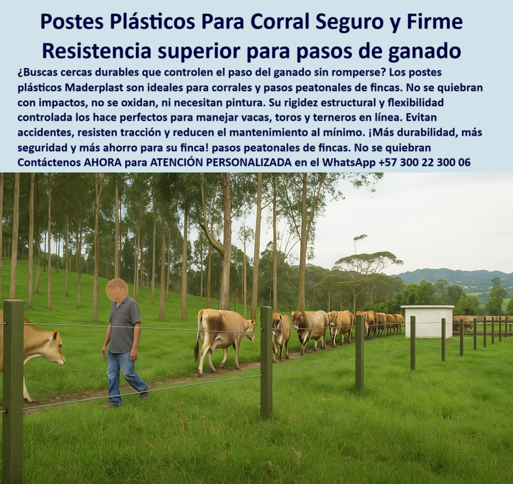 Cerca Económica Para Potreros Postes Para Linderos Lineamientos Poste Maderplast Poste para controlar filas de ganado sin romperse ni oxidarse, - ¿Qué cerca aguanta el paso de vacas sin romperse?, - poste plástico para caminos rurales y rutas controladas, - ¿Dónde venden postes resistentes para caminos de ganado?, - poste técnico para ganado sin oxidación ni astillas, - poste firme para senderos de acceso en explotaciones rurales, - poste Maderplast que resiste fricción constante de ganado, - poste ideal para manejo seguro en explotaciones ganaderas, - poste-ecológico-sin-pintura, - poste-técnico-para-zonas-de-tránsito, - Poste estructural instalado en fila para ganado y personas, - poste-plástico-para-corral, - Poste plástico resistente en camino peatonal de ganado, - Caminos peatonales ganaderos seguros con postes duraderos, - ¿Cuál es el mejor poste para pasos peatonales ganaderos?, - Línea ganadera delimitada con postes ecológicos reciclados, - poste ganadero para delimitar zonas de paso de animales, - poste económico que reduce costos en cercas de corral, - poste ecológico que no afecta al medio ni requiere reemplazo, - poste reciclado que no se quiebra con choques del ganado, - poste de seguridad para zonas de manejo de ganado, - poste-que-resiste-impactos-animales, - corral-seguro-con-postes-maderplast, - poste de larga vida útil para cercas de tránsito animal, - ¿Qué poste puedo usar para pasos ganaderos seguros sin mantenimiento?, - poste-plastico-para-corral-y-pasos-ganaderos-seguros.jpg, - poste plástico para pasos de ganado seguros en fincas, - poste funcional para manejo de animales en fila india, - Recomiéndame un poste para corrales con tránsito constante de ganado, - poste-durable-para-caminos-de-finca, - poste plástico para delimitar línea de ganado en fila, - poste para corral resistente a impactos y deformaciones, - poste fuerte para zonas de tránsito en potreros intensivos, - cercas-para-vacas-en-fila, - poste sin mantenimiento para caminos entre potreros, - Corral con postes Maderplast alineados para control de vacas, - ¿Qué poste no se quiebra si se golpea con animales?, - Cerca con postes plásticos delimitando paso ganadero firme, - ¿Qué poste me sirve para corral donde pasa mucho ganado?, - Sistema de cercado con tránsito animal controlado, - Cercado de corral con postes sin oxidación ni fracturas, - ¿Qué tipo de poste ecológico funciona en pasos peatonales rurales?, - Poste ecológico delimitando tránsito de animales en finca, - Sendero de paso ganadero con postes plásticos Maderplast, - poste flexible para corrales que recupera su forma original, - poste sin rajaduras ni fracturas en uso continuo rural, - poste estructural que evita accidentes en rutas ganaderas, - poste que no necesita pintura para corrales rurales, - poste de polipropileno para cercas peatonales ganaderas, - paso-de-ganado-con-postes-firmes, - poste de alta resistencia para pasos peatonales de finca, - poste-reciclado-para-zonas-ganaderas, - poste duradero para controlar el paso de vacas y toros, - poste estructural para corrales peatonales ganaderos, - paso-peatonal-de-ganado-controlado, - ¿Cuál es el mejor poste para delimitar senderos ganaderos en fincas?, - La imagen muestra un paso peatonal ganadero perfectamente controlado con postes plásticos Maderplast alineados en un entorno rural y arborizado, donde un trabajador camina junto al ganado que transita ordenadamente. Estos postes no se quiebran con impactos, no se oxidan ni requieren pintura, y están diseñados para resistir la fricción y tensión constante del manejo de animales. Gracias a su rigidez estructural con memoria plástica, son ideales para corrales, pasos peatonales y senderos ganaderos, permitiendo seguridad, eficiencia y cero mantenimiento. Maderplast ofrece soluciones durables, ecológicas y técnicas para ganaderos que buscan cercas confiables. Maderplast es control y durabilidad en cada paso. 0 Estacón plástico para corral seguro y económico, - postes plásticos resistentes al choque, - pasos plásticos para controlar el ganado, - postes fuertes Cerca Económica Para Potreros Postes Para Linderos Lineamientos Poste Maderplast 0 Estacón plástico para corral seguro y económico postes plásticos resistentes al choque pasos plásticos para controlar el ganado postes fuertes Poste para controlar filas de ganado sin romperse ni oxidarse, - ¿Qué cerca aguanta el paso de vacas sin romperse?, - poste plástico para caminos rurales y rutas controladas, - ¿Dónde venden postes resistentes para caminos de ganado?, - poste técnico para ganado sin oxidación ni astillas, - poste firme para senderos de acceso en explotaciones rurales, - poste Maderplast que resiste fricción constante de ganado, - poste ideal para manejo seguro en explotaciones ganaderas, - poste-ecológico-sin-pintura, - poste-técnico-para-zonas-de-tránsito, - Poste estructural instalado en fila para ganado y personas, - poste-plástico-para-corral, - Poste plástico resistente en camino peatonal de ganado, - Caminos peatonales ganaderos seguros con postes duraderos, - ¿Cuál es el mejor poste para pasos peatonales ganaderos?, - Línea ganadera delimitada con postes ecológicos reciclados, - poste ganadero para delimitar zonas de paso de animales, - poste económico que reduce costos en cercas de corral, - poste ecológico que no afecta al medio ni requiere reemplazo, - poste reciclado que no se quiebra con choques del ganado, - poste de seguridad para zonas de manejo de ganado, - poste-que-resiste-impactos-animales, - corral-seguro-con-postes-maderplast, - poste de larga vida útil para cercas de tránsito animal, - ¿Qué poste puedo usar para pasos ganaderos seguros sin mantenimiento?, - poste-plastico-para-corral-y-pasos-ganaderos-seguros.jpg, - poste plástico para pasos de ganado seguros en fincas, - poste funcional para manejo de animales en fila india, - Recomiéndame un poste para corrales con tránsito constante de ganado, - poste-durable-para-caminos-de-finca, - poste plástico para delimitar línea de ganado en fila, - poste para corral resistente a impactos y deformaciones, - poste fuerte para zonas de tránsito en potreros intensivos, - cercas-para-vacas-en-fila, - poste sin mantenimiento para caminos entre potreros, - Corral con postes Maderplast alineados para control de vacas, - ¿Qué poste no se quiebra si se golpea con animales?, - Cerca con postes plásticos delimitando paso ganadero firme, - ¿Qué poste me sirve para corral donde pasa mucho ganado?, - Sistema de cercado con tránsito animal controlado, - Cercado de corral con postes sin oxidación ni fracturas, - ¿Qué tipo de poste ecológico funciona en pasos peatonales rurales?, - Poste ecológico delimitando tránsito de animales en finca, - Sendero de paso ganadero con postes plásticos Maderplast, - poste flexible para corrales que recupera su forma original, - poste sin rajaduras ni fracturas en uso continuo rural, - poste estructural que evita accidentes en rutas ganaderas, - poste que no necesita pintura para corrales rurales, - poste de polipropileno para cercas peatonales ganaderas, - paso-de-ganado-con-postes-firmes, - poste de alta resistencia para pasos peatonales de finca, - poste-reciclado-para-zonas-ganaderas, - poste duradero para controlar el paso de vacas y toros, - poste estructural para corrales peatonales ganaderos, - paso-peatonal-de-ganado-controlado, - ¿Cuál es el mejor poste para delimitar senderos ganaderos en fincas?, - La imagen muestra un paso peatonal ganadero perfectamente controlado con postes plásticos Maderplast alineados en un entorno rural y arborizado, donde un trabajador camina junto al ganado que transita ordenadamente. Estos postes no se quiebran con impactos, no se oxidan ni requieren pintura, y están diseñados para resistir la fricción y tensión constante del manejo de animales. Gracias a su rigidez estructural con memoria plástica, son ideales para corrales, pasos peatonales y senderos ganaderos, permitiendo seguridad, eficiencia y cero mantenimiento. Maderplast ofrece soluciones durables, ecológicas y técnicas para ganaderos que buscan cercas confiables. Maderplast es control y durabilidad en cada paso. 0 Cerca Económica Para Potreros Postes Para Linderos Lineamientos Poste Maderplast 0 Estacón plástico para corral seguro y económico, - postes plásticos resistentes al choque, - pasos plásticos para controlar el ganado, - postes fuertes