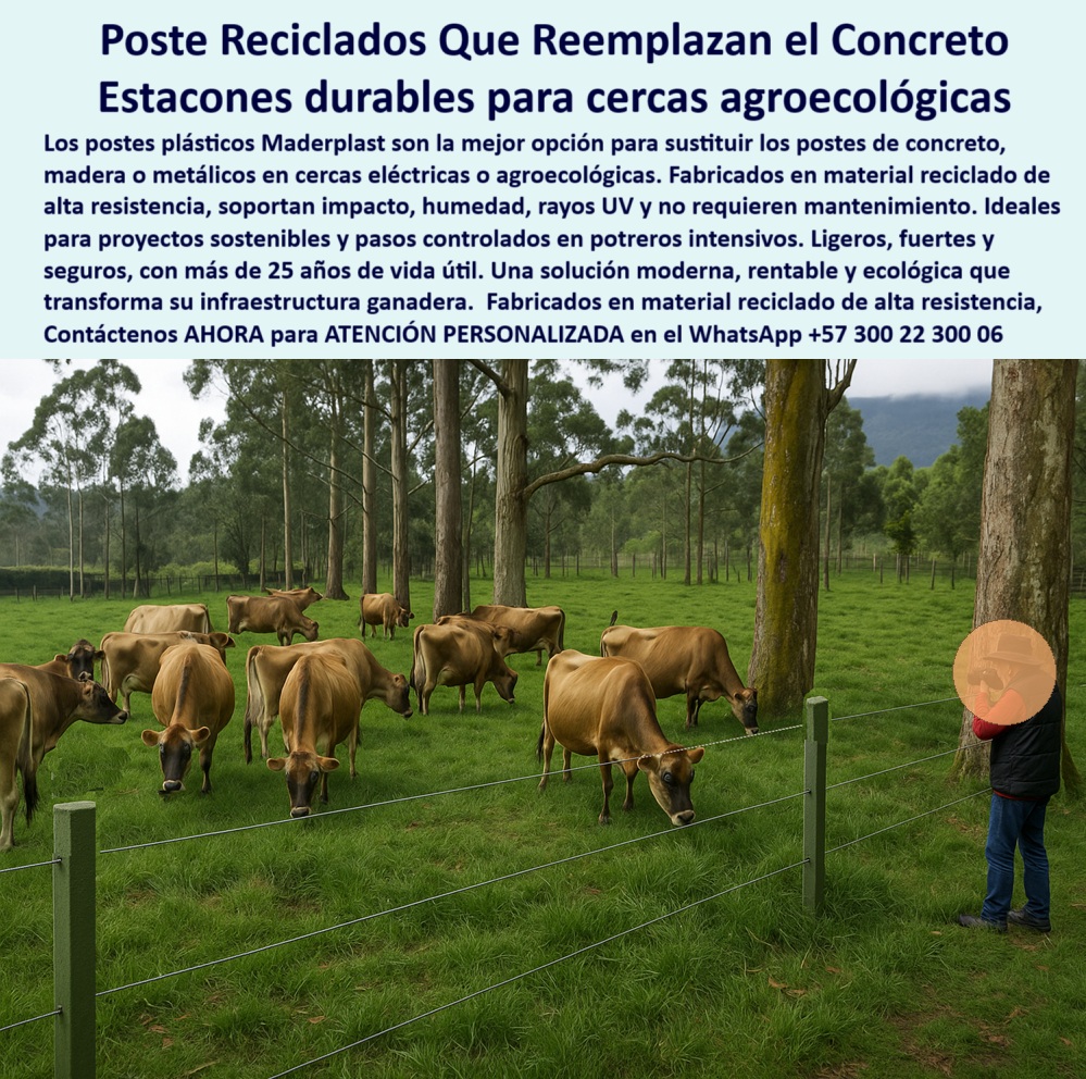 Cerca Económica Para Potreros Postes Para Linderos Lineamientos Poste Maderplast Postes para linderos rurales resistentes al impacto, - postes para zonas húmedas sin mantenimiento, - Solución ecológica para cercas ganaderas modernas, - cerca eléctrica con poste sin concreto, - En la Finca La Campiña, en Cajicá Cundinamarca, los postes reciclados de alta resistencia están reemplazando el concreto en sistemas agroecológicos de ganadería intensiva. Estos estacones no se oxidan, no se astillan y soportan humedad, rayos UV e impactos, garantizando más de 25 años de vida útil. Maderplast ofrece una solución definitiva para potreros sostenibles sin mantenimiento. Más de 150 fincas en Colombia ya confían en Maderplast para transformar su infraestructura ganadera., - Estacones verdes instalados en finca agroecológica, - postes reciclados resistentes para ganadería intensiva, - estacones firmes para terrenos húmedos, - estacones ecológicos para finca sostenible, - cómo instalar estacones de alta durabilidad, - estacones firmes sin pudrición ni corrosión, - estructura-para-potreros-ecológicos, - qué poste usar en terreno húmedo sin oxidarse, - poste-agrícola-para-dividir-potreros, - postes firmes para ganado lechero a pasto, - postes plásticos resistentes para linderos permanentes, - cerramiento agroecológico con bajo costo operativo, - Postes rectos y durables en suelo húmedo, - poste agrícola resistente al impacto y humedad, - estacones-para-pastoreo-intensivo, - ¿Dónde venden postes reciclados para cercas?, - postes-reciclados-ganaderia-agroecologica-cajica.jpg, - poste sin mantenimiento para linderos rurales, - cerca-agroecológica-resistente, - estacones que no se astillan en el tiempo, - estacones que duran más de 25 años, - solución-para-linderos-eficientes, - ¿Qué cerca es buena para ganadería ecológica?, - Estacones reciclados reemplazando postes de concreto, - cómo hacer cerca ecológica en finca ganadera, - solución ecológica para dividir potreros ganaderos, - postes reciclados para reemplazar concreto, - División de potrero intensivo con estacones verdes, - poste ligero para cercas eléctricas rurales, - solución moderna para dividir potreros de forma ecológica, - cerca ecológica con estacones duraderos, - estacones para potreros agroecológicos intensivos, - poste ganadero fabricado con material reciclado, - cerca eficiente con postes reciclados resistentes, - cómo dividir potreros con estacones reciclados, - Poste agrícola sin oxidación ni mantenimiento, - Cerca firme con postes de plástico reciclado, - cerramiento rural con poste sin concreto, - ¿Cuál es el poste más durable sin mantenimiento?, - postes para paso controlado en potrero intensivo, - ¿Cuáles estacones son buenos para potreros?, - estacones resistentes para cercas ganaderas, - ¿Qué poste sirve para reemplazar el concreto?, - postes-sin-oxidación-ni-pudrición, - cerca agroecológica con estacones duraderos, - estacones-reciclados-duraderos, - cerca ganadera ecológica con instalación rápida, - poste-de-reciclaje-con-alta-durabilidad, - poste-para-fincas-sostenibles, - cerramiento-ganadero-económico, - Estacones sólidos para pastoreo sostenible intensivo, - Ganado lechero pastando junto a cerca ecológica 0 Qué postes reciclados sirven para reemplazar el concreto, - estacones-agroecológicos-durables, - poste anti impacto agrícola, - cerca- eléctrica-pasos Cerca Económica Para Potreros Postes Para Linderos Lineamientos Poste Maderplast 0 Qué postes reciclados sirven para reemplazar el concreto estacones agroecológicos durables poste anti impacto agrícola cerca eléctrica pasos Postes para linderos rurales resistentes al impacto, - postes para zonas húmedas sin mantenimiento, - Solución ecológica para cercas ganaderas modernas, - cerca eléctrica con poste sin concreto, - En la Finca La Campiña, en Cajicá Cundinamarca, los postes reciclados de alta resistencia están reemplazando el concreto en sistemas agroecológicos de ganadería intensiva. Estos estacones no se oxidan, no se astillan y soportan humedad, rayos UV e impactos, garantizando más de 25 años de vida útil. Maderplast ofrece una solución definitiva para potreros sostenibles sin mantenimiento. Más de 150 fincas en Colombia ya confían en Maderplast para transformar su infraestructura ganadera., - Estacones verdes instalados en finca agroecológica, - postes reciclados resistentes para ganadería intensiva, - estacones firmes para terrenos húmedos, - estacones ecológicos para finca sostenible, - cómo instalar estacones de alta durabilidad, - estacones firmes sin pudrición ni corrosión, - estructura-para-potreros-ecológicos, - qué poste usar en terreno húmedo sin oxidarse, - poste-agrícola-para-dividir-potreros, - postes firmes para ganado lechero a pasto, - postes plásticos resistentes para linderos permanentes, - cerramiento agroecológico con bajo costo operativo, - Postes rectos y durables en suelo húmedo, - poste agrícola resistente al impacto y humedad, - estacones-para-pastoreo-intensivo, - ¿Dónde venden postes reciclados para cercas?, - postes-reciclados-ganaderia-agroecologica-cajica.jpg, - poste sin mantenimiento para linderos rurales, - cerca-agroecológica-resistente, - estacones que no se astillan en el tiempo, - estacones que duran más de 25 años, - solución-para-linderos-eficientes, - ¿Qué cerca es buena para ganadería ecológica?, - Estacones reciclados reemplazando postes de concreto, - cómo hacer cerca ecológica en finca ganadera, - solución ecológica para dividir potreros ganaderos, - postes reciclados para reemplazar concreto, - División de potrero intensivo con estacones verdes, - poste ligero para cercas eléctricas rurales, - solución moderna para dividir potreros de forma ecológica, - cerca ecológica con estacones duraderos, - estacones para potreros agroecológicos intensivos, - poste ganadero fabricado con material reciclado, - cerca eficiente con postes reciclados resistentes, - cómo dividir potreros con estacones reciclados, - Poste agrícola sin oxidación ni mantenimiento, - Cerca firme con postes de plástico reciclado, - cerramiento rural con poste sin concreto, - ¿Cuál es el poste más durable sin mantenimiento?, - postes para paso controlado en potrero intensivo, - ¿Cuáles estacones son buenos para potreros?, - estacones resistentes para cercas ganaderas, - ¿Qué poste sirve para reemplazar el concreto?, - postes-sin-oxidación-ni-pudrición, - cerca agroecológica con estacones duraderos, - estacones-reciclados-duraderos, - cerca ganadera ecológica con instalación rápida, - poste-de-reciclaje-con-alta-durabilidad, - poste-para-fincas-sostenibles, - cerramiento-ganadero-económico, - Estacones sólidos para pastoreo sostenible intensivo, - Ganado lechero pastando junto a cerca ecológica 0 Cerca Económica Para Potreros Postes Para Linderos Lineamientos Poste Maderplast 0 Qué postes reciclados sirven para reemplazar el concreto, - estacones-agroecológicos-durables, - poste anti impacto agrícola, - cerca- eléctrica-pasos