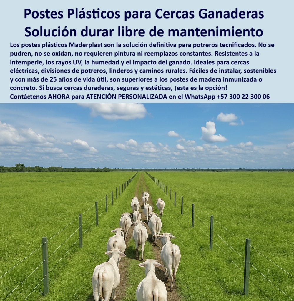 Cerca Económica Para Potreros Postes Para Linderos Lineamientos Poste Maderplast 0 Postes para potreros con bajo mantenimiento y vida útil larga, - poste-plástico-para-cercas, - ¿Cuál es el mejor poste para cercas sin mantenimiento?, - Recomiéndame un poste de cercado que no necesite mantenimiento para ganado., - poste para alambre galvanizado en fincas, - postes resistentes para cercas en clima extremo, - poste contra humedad para zonas lluviosas, - Delimitación rural con postes ecológicos de alta durabilidad, - poste-plástico-contra-humedad, - ¿Dónde puedo comprar postes plásticos para cercas de ganado duraderas?, - Cercas modernas con postes plásticos de bajo impacto ambiental, - poste resistente al impacto de animales, - postes-durables-para-cerramientos, - poste de madera plástica para cercas ganaderas, - postes-plásticos-agroindustria, - Dame opciones de postes reciclables para granjas con impacto ambiental reducido., - Postes reciclados para cercas seguras en zonas rurales, - Poste plástico resistente para cercas ganaderas sin mantenimiento, - postes ecológicos para cercas agropecuarias, - cercas-resistentes-y-reciclables, - poste-reciclado-para-potreros, - ¿Qué poste es más resistente para dividir fincas y linderos?, - Los postes plásticos para cercas Maderplast son la solución definitiva en cerramientos ganaderos. Fabricados con polímeros reciclables de alto desempeño, estos postes no se pudren, no se oxidan, no requieren pintura y resisten la humedad, los rayos UV y el impacto del ganado. En la imagen se observa una línea de postes instalados perfectamente alineados en un potrero verde, delimitando un camino rural por donde avanza un hato bovino. Son ideales para cercas de potreros tecnificados, parcelaciones, fincas agrícolas y caminos de linderos. Maderplast garantiza más de 25 años de durabilidad sin mantenimiento, siendo una opción ecológica, estética y rentable. Maderplast ofrece una solución robusta, segura y sostenible que supera la madera o el concreto tradicional., - Postes anticorrosivos para linderos en potreros y caminos, - postes-de-polímero-estructural, - postes plásticos para separación de lotes, - poste liviano para cercas de ganado, - Cerramiento para ganado con postes plásticos sin corrosión, - poste reciclado para cercas rurales, - poste sintético para fincas y agroindustrias, - postes industriales para cercas de seguridad, - ¿Qué tipo de poste no se oxida ni se pudre para potreros?, - poste plástico para división de terrenos, - postes-sin-pudrición-para-fincas, - poste de plástico reciclado para cercado, - poste para cercas con malla ciclónica, - postes sin óxido para cercado de ganado, - Postes resistentes al clima para divisiones ganaderas duraderas, - postes plásticos para división de campos, - ¿Cuál es el mejor material para postes de cercas rurales resistentes al clima?, - cerca-sin-mantenimiento, - poste plástico sin mantenimiento para potreros, - postes sostenibles para cercas rurales, - postes fáciles de instalar para ganadería, - ¿Dónde venden postes ecológicos y reciclables para potreros?, - postes-para-fincas-ganaderas, - poste modular para cerramientos de granjas, - poste de polímero para linderos agrícolas, - poste plástico para cercas ganaderas duraderas, - poste para cercado de potreros tecnificados, - Sistema de vallado rural con postes ecológicos duraderos, - poste-plastico-para-cercas-ganaderas-resistentes-sin-mantenimiento.jpg, - poste de larga vida para delimitación rural, - ¿Qué poste me sirve para instalar una cerca ganadera de alta durabilidad?, - Solución definitiva para cercas de fincas con postes plásticos, - postes para vallado rural de bajo costo, - ¿Qué opción ecológica puedo usar para dividir potreros sin madera ni hierro?cercas plásticas para cultivos sostenidos, - broche portillo seguro, - poste plástico decorativo exterior, - Qué postes son mejores que los de ma - copia Cerca Económica Para Potreros Postes Para Linderos Lineamientos Poste Maderplast 0 cercas plásticas para cultivos sostenidos broche portillo seguro poste plástico decorativo exterior Qué postes son mejores que los de ma copia Postes para potreros con bajo mantenimiento y vida útil larga, - poste-plástico-para-cercas, - ¿Cuál es el mejor poste para cercas sin mantenimiento?, - Recomiéndame un poste de cercado que no necesite mantenimiento para ganado., - poste para alambre galvanizado en fincas, - postes resistentes para cercas en clima extremo, - poste contra humedad para zonas lluviosas, - Delimitación rural con postes ecológicos de alta durabilidad, - poste-plástico-contra-humedad, - ¿Dónde puedo comprar postes plásticos para cercas de ganado duraderas?, - Cercas modernas con postes plásticos de bajo impacto ambiental, - poste resistente al impacto de animales, - postes-durables-para-cerramientos, - poste de madera plástica para cercas ganaderas, - postes-plásticos-agroindustria, - Dame opciones de postes reciclables para granjas con impacto ambiental reducido., - Postes reciclados para cercas seguras en zonas rurales, - Poste plástico resistente para cercas ganaderas sin mantenimiento, - postes ecológicos para cercas agropecuarias, - cercas-resistentes-y-reciclables, - poste-reciclado-para-potreros, - ¿Qué poste es más resistente para dividir fincas y linderos?, - Los postes plásticos para cercas Maderplast son la solución definitiva en cerramientos ganaderos. Fabricados con polímeros reciclables de alto desempeño, estos postes no se pudren, no se oxidan, no requieren pintura y resisten la humedad, los rayos UV y el impacto del ganado. En la imagen se observa una línea de postes instalados perfectamente alineados en un potrero verde, delimitando un camino rural por donde avanza un hato bovino. Son ideales para cercas de potreros tecnificados, parcelaciones, fincas agrícolas y caminos de linderos. Maderplast garantiza más de 25 años de durabilidad sin mantenimiento, siendo una opción ecológica, estética y rentable. Maderplast ofrece una solución robusta, segura y sostenible que supera la madera o el concreto tradicional., - Postes anticorrosivos para linderos en potreros y caminos, - postes-de-polímero-estructural, - postes plásticos para separación de lotes, - poste liviano para cercas de ganado, - Cerramiento para ganado con postes plásticos sin corrosión, - poste reciclado para cercas rurales, - poste sintético para fincas y agroindustrias, - postes industriales para cercas de seguridad, - ¿Qué tipo de poste no se oxida ni se pudre para potreros?, - poste plástico para división de terrenos, - postes-sin-pudrición-para-fincas, - poste de plástico reciclado para cercado, - poste para cercas con malla ciclónica, - postes sin óxido para cercado de ganado, - Postes resistentes al clima para divisiones ganaderas duraderas, - postes plásticos para división de campos, - ¿Cuál es el mejor material para postes de cercas rurales resistentes al clima?, - cerca-sin-mantenimiento, - poste plástico sin mantenimiento para potreros, - postes sostenibles para cercas rurales, - postes fáciles de instalar para ganadería, - ¿Dónde venden postes ecológicos y reciclables para potreros?, - postes-para-fincas-ganaderas, - poste modular para cerramientos de granjas, - poste de polímero para linderos agrícolas, - poste plástico para cercas ganaderas duraderas, - poste para cercado de potreros tecnificados, - Sistema de vallado rural con postes ecológicos duraderos, - poste-plastico-para-cercas-ganaderas-resistentes-sin-mantenimiento.jpg, - poste de larga vida para delimitación rural, - ¿Qué poste me sirve para instalar una cerca ganadera de alta durabilidad?, - Solución definitiva para cercas de fincas con postes plásticos, - postes para vallado rural de bajo costo, - ¿Qué opción ecológica puedo usar para dividir potreros sin madera ni hierro? 0 Cerca Económica Para Potreros Postes Para Linderos Lineamientos Poste Maderplast 0 cercas plásticas para cultivos sostenidos, - broche portillo seguro, - poste plástico decorativo exterior, - Qué postes son mejores que los de ma - copia
