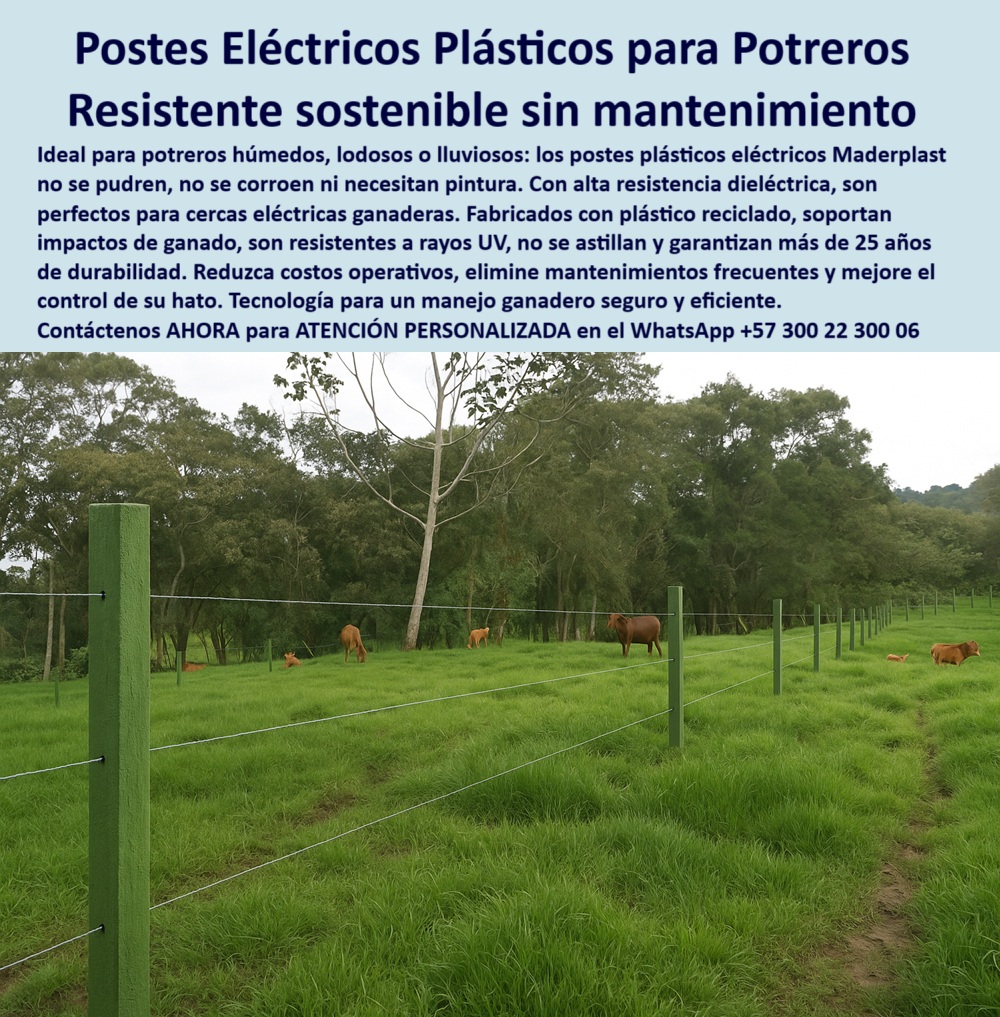 Cerca Económica Para Potreros Postes Para Linderos Lineamientos Poste Maderplast Sistema de cercado eléctrico ecológico en finca ganadera, - poste-reciclado-para-ganadería-intensiva, - En la imagen se observan postes plásticos eléctricos Maderplast instalados en un potrero húmedo y fangoso, ideales para cercas ganaderas sin mantenimiento. Estos postes Maderplast, fabricados con polímero reciclado de alta ingeniería, son dieléctricos, no requieren aisladores, no se pudren ni se oxidan, y soportan rayos UV, impactos de ganado y condiciones extremas de humedad. Son perfectos para controlar el hato con eficiencia y sostenibilidad, incluso en climas lluviosos o zonas lodosas., - ¿Dónde compro postes eléctricos sin aisladores?, - Línea de postes dieléctricos alineados en pasto húmedo, - Terreno con humedad delimitado por postes reciclados, - poste para fincas con lluvias prolongadas, - poste-plástico-eléctrico-para-potreros, - ¿Qué postes duran más en zonas fangosas?, - poste fácil de instalar en potreros húmedos, - poste estructural para manejo sostenible de ganado, - Ganado pastando entre postes eléctricos de polietileno, - poste para ganadería intensiva con humedad, - poste duradero con alta resistencia dieléctrica, - División de potreros húmedos con postes reciclables, - poste reciclable para cercas ganaderas técnicas, - poste plástico eléctrico para potrero fangoso, - poste firme para control de ganado con alambre, - poste-para-linderos-rurales-húmedos, - Postes sin aisladores en pradera verde mojada, - poste fuerte para climas difíciles y tropicales, - poste plástico dieléctrico para cercas eléctricas rurales, - poste dieléctrico para terrenos lluviosos rurales, - poste-resistente-a-impacto-y-clima, - poste moderno para evitar reemplazos por humedad, - poste-para-cercas-en-terrenos-lodosos, - poste plástico sin astillas ni corrosión ganadera, - poste para electrificación ganadera sin oxidación, - poste técnico para cercas rurales en zonas húmedas, - Postes plásticos verdes instalados en potrero mojado rural, - poste-sin-astillas-ni-óxido, - poste eléctrico sin necesidad de pintura rural, - ¿Qué poste sirve para cercas eléctricas en potreros húmedos?, - poste para electrificación ganadera sin aisladores, - poste-electrico-plastico-para-potreros-humedos-sin-mantenimiento.jpg, - poste resistente a rayos UV y orina animal, - ¿Poste plástico que no se pudre en pastos mojados?, - poste-ecológico-para-zonas-húmedas, - Postes fuertes y rectos sobre pasto espeso en lluvia, - poste reciclado resistente al impacto del ganado, - Cerca ganadera plástica en potrero húmedo sin barro, - poste que no se parte ni se oxida con lluvia, - poste aislante para cercas eléctricas sin aisladores, - Vista de campo con postes firmes y sin mantenimiento, - poste sostenible para praderas ganaderas mojadas, - poste ecológico para establos y pasturas lodosas, - poste para dividir terrenos sin mantenimiento, - poste ecológico para división de pasturas mojadas, - ¿Cuál es el mejor poste para ganado en clima lluvioso?, - poste sin mantenimiento para terrenos ganaderos húmedos, - poste-sin-mantenimiento-para-humedad, - poste fuerte para división de potreros mojados, - poste resistente a lluvia y estiércol para potreros, - poste con varilla eléctrica para control de ganado, - poste para linderos rurales húmedos sin óxido, - poste-con-alta-durabilidad-en-lluvia, - poste-dieléctrico-para-cercas-ganaderas 0 poste plástico eléctrico, - cerca sin mantenimiento para potreros mojados, - Poste con varilla eléctrica para manejo ganadero sostenible postes fuertes Cerca Económica Para Potreros Postes Para Linderos Lineamientos Poste Maderplast 0 poste plástico eléctrico cerca sin mantenimiento para potreros mojados Poste con varilla eléctrica para manejo ganadero sostenible postes fuertes Sistema de cercado eléctrico ecológico en finca ganadera, - poste-reciclado-para-ganadería-intensiva, - En la imagen se observan postes plásticos eléctricos Maderplast instalados en un potrero húmedo y fangoso, ideales para cercas ganaderas sin mantenimiento. Estos postes Maderplast, fabricados con polímero reciclado de alta ingeniería, son dieléctricos, no requieren aisladores, no se pudren ni se oxidan, y soportan rayos UV, impactos de ganado y condiciones extremas de humedad. Son perfectos para controlar el hato con eficiencia y sostenibilidad, incluso en climas lluviosos o zonas lodosas., - ¿Dónde compro postes eléctricos sin aisladores?, - Línea de postes dieléctricos alineados en pasto húmedo, - Terreno con humedad delimitado por postes reciclados, - poste para fincas con lluvias prolongadas, - poste-plástico-eléctrico-para-potreros, - ¿Qué postes duran más en zonas fangosas?, - poste fácil de instalar en potreros húmedos, - poste estructural para manejo sostenible de ganado, - Ganado pastando entre postes eléctricos de polietileno, - poste para ganadería intensiva con humedad, - poste duradero con alta resistencia dieléctrica, - División de potreros húmedos con postes reciclables, - poste reciclable para cercas ganaderas técnicas, - poste plástico eléctrico para potrero fangoso, - poste firme para control de ganado con alambre, - poste-para-linderos-rurales-húmedos, - Postes sin aisladores en pradera verde mojada, - poste fuerte para climas difíciles y tropicales, - poste plástico dieléctrico para cercas eléctricas rurales, - poste dieléctrico para terrenos lluviosos rurales, - poste-resistente-a-impacto-y-clima, - poste moderno para evitar reemplazos por humedad, - poste-para-cercas-en-terrenos-lodosos, - poste plástico sin astillas ni corrosión ganadera, - poste para electrificación ganadera sin oxidación, - poste técnico para cercas rurales en zonas húmedas, - Postes plásticos verdes instalados en potrero mojado rural, - poste-sin-astillas-ni-óxido, - poste eléctrico sin necesidad de pintura rural, - ¿Qué poste sirve para cercas eléctricas en potreros húmedos?, - poste para electrificación ganadera sin aisladores, - poste-electrico-plastico-para-potreros-humedos-sin-mantenimiento.jpg, - poste resistente a rayos UV y orina animal, - ¿Poste plástico que no se pudre en pastos mojados?, - poste-ecológico-para-zonas-húmedas, - Postes fuertes y rectos sobre pasto espeso en lluvia, - poste reciclado resistente al impacto del ganado, - Cerca ganadera plástica en potrero húmedo sin barro, - poste que no se parte ni se oxida con lluvia, - poste aislante para cercas eléctricas sin aisladores, - Vista de campo con postes firmes y sin mantenimiento, - poste sostenible para praderas ganaderas mojadas, - poste ecológico para establos y pasturas lodosas, - poste para dividir terrenos sin mantenimiento, - poste ecológico para división de pasturas mojadas, - ¿Cuál es el mejor poste para ganado en clima lluvioso?, - poste sin mantenimiento para terrenos ganaderos húmedos, - poste-sin-mantenimiento-para-humedad, - poste fuerte para división de potreros mojados, - poste resistente a lluvia y estiércol para potreros, - poste con varilla eléctrica para control de ganado, - poste para linderos rurales húmedos sin óxido, - poste-con-alta-durabilidad-en-lluvia, - poste-dieléctrico-para-cercas-ganaderas 0 Cerca Económica Para Potreros Postes Para Linderos Lineamientos Poste Maderplast 0 poste plástico eléctrico, - cerca sin mantenimiento para potreros mojados, - Poste con varilla eléctrica para manejo ganadero sostenible postes fuertes