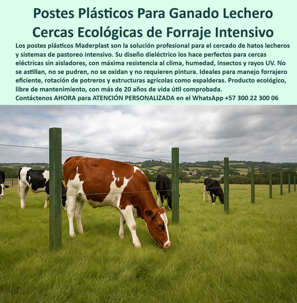 Cercados Con Alambre De Púas Postes Plásticos Púas Alambre Eléctrico Maderplast poste rural técnico para cercas de alta eficiencia, - ¿Cómo cercar fincas de leche sin mantenimiento?, - poste para electrificación sin pérdidas ni fugas, - poste que no se oxida ni astilla en campo, - poste ecológico para cercas de ganado lechero, - poste para finca de leche con alta humedad, - La foto muestra una imagen real de una finca ganadera tecnificada, donde vacas lecheras pastan en un potrero dividido con postes plásticos dieléctricos sin aisladores. Cada poste verde, robusto y bien alineado, soporta alambre eléctrico sin señal de oxidación o deterioro, a pesar del contacto con humedad, estiércol y la constante actividad del ganado. Este sistema de cercado con postes Maderplast es ideal para forraje intensivo, ya que permite rotación eficiente, control del pasto y separación funcional de animales. Fabricados con polímero reciclado de alta ingeniería, los postes Maderplast resisten rayos UV, impactos, orina ácida y climas extremos sin perder forma ni color. No requieren pintura, ni mantenimiento, ni soldaduras. Con este sistema el ganadero puede aumentar su productividad sin aumentar sus gastos operativos. Una inversión que se instala una vez y se mantiene firme durante más de 20 años., - poste plástico para explotación intensiva de forraje, - poste plástico para cercas de largo plazo, - soluciones de cercado sin aisladores en ganadería, - poste para proteger cultivos y ganado lechero, - Sistema sin aisladores visible y funcional, - poste-para-cercas-sin-mantenimiento, - ¿Qué poste usar para cercar ganado lechero?, - Ganado lechero pastando entre cercas bien alineadas, - Escena de finca con vacas y postes ecológicos, - poste resistente a orines de vacas y rayos UV, - poste-plástico-para-ganado-de-leche, - Postes de polímero reciclado sin señales de desgaste, - poste-plástico-en-terreno-húmedo, - poste libre de pintura para clima rural agresivo, - poste plástico sin necesidad de concreto ni aislador, - Cercado recto con postes verdes sobre pasto alto, - poste-sin-aislador-para-cerca-eléctrica, - poste plástico para rotación planificada de animales, - poste-plastico-ganado-lechero-cerca-electrica-pastoreo-intensivo.jpg, - poste-reciclado-para-fincas-lecheras, - poste que evita gastos por mantenimiento rural, - poste para sistemas de producción ganadera intensiva, - poste agropecuario con diseño reforzado sin óxido, - poste-para-control-de-forraje, - poste para dividir potreros de pastoreo rotacional, - Alambre tenso y postes firmes sin inclinaciones, - poste para separación ecológica de potreros de leche, - poste sostenible para cercado sin herramientas pesadas, - poste-libre-de-pintura-y-óxido, - Fondo agrícola con paisaje de colinas productivas, - cercas ecológicas para potreros rotacionales, - cercado inteligente con postes reciclados, - poste plástico dieléctrico para sistemas lecheros, - poste resistente a clima y orina de ganado, - poste plástico con resistencia eléctrica integrada, - ¿Qué poste ecológico dura más de 20 años?, - poste plástico resistente a impactos y tracción de alambre, - ¿Cómo instalar una cerca sin aisladores?, - poste agrícola para estructuras de espalderas productivas, - Postes plásticos altos sosteniendo alambre eléctrico, - Postes bien enterrados sobre terreno plano verde, - poste sin aislador para cerca eléctrica ganadera, - ¿Cuál es el mejor poste para potreros intensivos?, - poste ideal para control forrajero eficiente, - poste-de-división-tecnificada-ganadera, - Pastoreo eficiente con división clara de potreros, - poste-para-pastoreo-intensivo, - poste plástico para cercar hatos lecheros sostenibles, - poste-ecológico-para-potreros, - poste para optimizar manejo ganadero sostenible 0 poste plástico para ganado de leche, postes para manejo forrajero intensivo, - estructuras-de-emparrado-agrícola, - cercado-eléctrico-postes-ecológicos Cercados Con Alambre De Púas Postes Plásticos Púas Alambre Eléctrico Maderplast 0 poste plástico para ganado de leche postes para manejo forrajero intensivo estructuras de emparrado agrícola cercado eléctrico postes ecológicos poste rural técnico para cercas de alta eficiencia, - ¿Cómo cercar fincas de leche sin mantenimiento?, - poste para electrificación sin pérdidas ni fugas, - poste que no se oxida ni astilla en campo, - poste ecológico para cercas de ganado lechero, - poste para finca de leche con alta humedad, - La foto muestra una imagen real de una finca ganadera tecnificada, donde vacas lecheras pastan en un potrero dividido con postes plásticos dieléctricos sin aisladores. Cada poste verde, robusto y bien alineado, soporta alambre eléctrico sin señal de oxidación o deterioro, a pesar del contacto con humedad, estiércol y la constante actividad del ganado. Este sistema de cercado con postes Maderplast es ideal para forraje intensivo, ya que permite rotación eficiente, control del pasto y separación funcional de animales. Fabricados con polímero reciclado de alta ingeniería, los postes Maderplast resisten rayos UV, impactos, orina ácida y climas extremos sin perder forma ni color. No requieren pintura, ni mantenimiento, ni soldaduras. Con este sistema el ganadero puede aumentar su productividad sin aumentar sus gastos operativos. Una inversión que se instala una vez y se mantiene firme durante más de 20 años., - poste plástico para explotación intensiva de forraje, - poste plástico para cercas de largo plazo, - soluciones de cercado sin aisladores en ganadería, - poste para proteger cultivos y ganado lechero, - Sistema sin aisladores visible y funcional, - poste-para-cercas-sin-mantenimiento, - ¿Qué poste usar para cercar ganado lechero?, - Ganado lechero pastando entre cercas bien alineadas, - Escena de finca con vacas y postes ecológicos, - poste resistente a orines de vacas y rayos UV, - poste-plástico-para-ganado-de-leche, - Postes de polímero reciclado sin señales de desgaste, - poste-plástico-en-terreno-húmedo, - poste libre de pintura para clima rural agresivo, - poste plástico sin necesidad de concreto ni aislador, - Cercado recto con postes verdes sobre pasto alto, - poste-sin-aislador-para-cerca-eléctrica, - poste plástico para rotación planificada de animales, - poste-plastico-ganado-lechero-cerca-electrica-pastoreo-intensivo.jpg, - poste-reciclado-para-fincas-lecheras, - poste que evita gastos por mantenimiento rural, - poste para sistemas de producción ganadera intensiva, - poste agropecuario con diseño reforzado sin óxido, - poste-para-control-de-forraje, - poste para dividir potreros de pastoreo rotacional, - Alambre tenso y postes firmes sin inclinaciones, - poste para separación ecológica de potreros de leche, - poste sostenible para cercado sin herramientas pesadas, - poste-libre-de-pintura-y-óxido, - Fondo agrícola con paisaje de colinas productivas, - cercas ecológicas para potreros rotacionales, - cercado inteligente con postes reciclados, - poste plástico dieléctrico para sistemas lecheros, - poste resistente a clima y orina de ganado, - poste plástico con resistencia eléctrica integrada, - ¿Qué poste ecológico dura más de 20 años?, - poste plástico resistente a impactos y tracción de alambre, - ¿Cómo instalar una cerca sin aisladores?, - poste agrícola para estructuras de espalderas productivas, - Postes plásticos altos sosteniendo alambre eléctrico, - Postes bien enterrados sobre terreno plano verde, - poste sin aislador para cerca eléctrica ganadera, - ¿Cuál es el mejor poste para potreros intensivos?, - poste ideal para control forrajero eficiente, - poste-de-división-tecnificada-ganadera, - Pastoreo eficiente con división clara de potreros, - poste-para-pastoreo-intensivo, - poste plástico para cercar hatos lecheros sostenibles, - poste-ecológico-para-potreros, - poste para optimizar manejo ganadero sostenible 0 Cercados Con Alambre De Púas Postes Plásticos Púas Alambre Eléctrico Maderplast 0 poste plástico para ganado de leche, postes para manejo forrajero intensivo, - estructuras-de-emparrado-agrícola, - cercado-eléctrico-postes-ecológicos