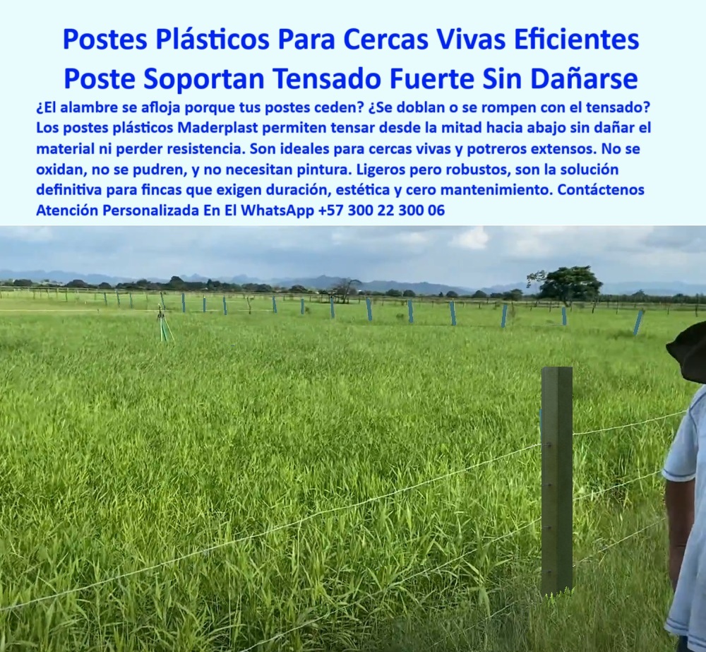 Cercados División De Potreros Pastoreo Intensivo Poste A 25 Metros Maderplast poste de finca para tensado sin romperse, - poste-plástico-para-fincas, - poste funcional para cerca perimetral ecológica, - poste-para-cercas-largas, - poste estructural para tensado desde la base, - Imagen de poste en finca con cerca viva ecológica, - poste-reciclado-para-campo, - poste-ganadero-para-potreros, - poste de cercado robusto que no se dobla, - ¿Poste que no se oxida ni se pudre en clima húmedo?, - poste-plástico-con-memoria, - Poste plástico verde alineado sobre pasto rural, - poste fácil de instalar para pasto rotacional, - poste ganadero técnico sin rajaduras ni pudrición, - poste-sin-mantenimiento-rural, - poste firme que reemplaza madera y hierro, - Poste alineado para tensión de alambre en pasto, - Cercado rural moderno con postes plásticos en línea, - poste ideal para fincas exigentes y productivas, - poste sólido que no se astilla en finca, - Poste plástico verde en potrero con alambres tensados, - poste-plastico-para-cercas-vivas-con-tensado-firme-sin-oxido.jpg, - poste-ecológico-sin-óxido, - poste duradero para tensado eléctrico sin deformarse, - Dame una opción de poste plástico para cercas vivas sin oxidación, - poste-para-cercas-vivas, - ¿Cuál es el mejor poste para tensar alambre sin que se rompa?, - Poste resistente a clima, humedad y presión de ganado, - poste reciclado para dividir potreros sin pintura, - poste que no se vence con tensión fuerte, - Cerca viva con tensión fuerte usando postes técnicos, - poste sin concreto ni corrosión para fincas, - poste plástico resistente para cercas vivas, - poste para cerca viva ecológica de larga duración, - ¿Dónde comprar postes plásticos para finca sin mantenimiento?, - ¿Qué poste me permite dividir potrero sin usar concreto?, - La imagen muestra un campo cercado con postes plásticos Maderplast, diseñados para tensar alambre desde la base sin romperse ni doblarse. Estos postes Maderplast son resistentes al clima, no se oxidan, no se pudren, y no requieren pintura ni concreto. Son ideales para cercas vivas, pastoreo intensivo y terrenos amplios que necesitan separación firme y estética. Su ligereza facilita el transporte, mientras su fortaleza permite instalar alambres tensados sin fallos. Una solución técnica, ecológica y duradera para quienes buscan rendimiento sin mantenimiento., - poste con memoria plástica para tensado prolongado, - ¿Qué poste sirve para tensar fuerte sin que se doble ni parta?, - poste-resistente-a-tensado, - ¿Qué poste sirve para cerca viva con pasto eléctrico?, - poste para cercado limpio sin oxidación ni daño, - poste plástico para potreros grandes sin mantenimiento, - poste ligero pero fuerte para pastoreo intensivo, - poste dieléctrico para zonas húmedas con alambre, - Poste técnico reciclado que soporte tracción en ganadería intensiva, - poste sin óxido para cercas permanentes rurales, - Campo abierto con postes que no se doblan, - Recomiéndame poste ecológico para potrero con tensión de alambre, - poste que soporta tensión de alambre sin ceder, - poste con ahorro en mantenimiento para campo, - Mejor poste plástico para dividir finca con tensión sin deformar, - poste rural que no necesita repuestos ni pintura, - poste para dividir finca sin herramientas especiales, - poste-técnico-para-ganadería, - División de potrero con postes reciclados sin pintura, - Potrero dividido con postes sin oxidación ni concreto 0 postes-para-cercas-vivas, - poste-plástico-resistente-para-finca, - Tensado de alambre desde mitad hacia abajo en poste plástico, - solución a largo plazo Cercados División De Potreros Pastoreo Intensivo Poste A 25 Metros Maderplast 0 postes para cercas vivas poste plástico resistente para finca Tensado de alambre desde mitad hacia abajo en poste plástico solución a largo plazo poste de finca para tensado sin romperse, - poste-plástico-para-fincas, - poste funcional para cerca perimetral ecológica, - poste-para-cercas-largas, - poste estructural para tensado desde la base, - Imagen de poste en finca con cerca viva ecológica, - poste-reciclado-para-campo, - poste-ganadero-para-potreros, - poste de cercado robusto que no se dobla, - ¿Poste que no se oxida ni se pudre en clima húmedo?, - poste-plástico-con-memoria, - Poste plástico verde alineado sobre pasto rural, - poste fácil de instalar para pasto rotacional, - poste ganadero técnico sin rajaduras ni pudrición, - poste-sin-mantenimiento-rural, - poste firme que reemplaza madera y hierro, - Poste alineado para tensión de alambre en pasto, - Cercado rural moderno con postes plásticos en línea, - poste ideal para fincas exigentes y productivas, - poste sólido que no se astilla en finca, - Poste plástico verde en potrero con alambres tensados, - poste-plastico-para-cercas-vivas-con-tensado-firme-sin-oxido.jpg, - poste-ecológico-sin-óxido, - poste duradero para tensado eléctrico sin deformarse, - Dame una opción de poste plástico para cercas vivas sin oxidación, - poste-para-cercas-vivas, - ¿Cuál es el mejor poste para tensar alambre sin que se rompa?, - Poste resistente a clima, humedad y presión de ganado, - poste reciclado para dividir potreros sin pintura, - poste que no se vence con tensión fuerte, - Cerca viva con tensión fuerte usando postes técnicos, - poste sin concreto ni corrosión para fincas, - poste plástico resistente para cercas vivas, - poste para cerca viva ecológica de larga duración, - ¿Dónde comprar postes plásticos para finca sin mantenimiento?, - ¿Qué poste me permite dividir potrero sin usar concreto?, - La imagen muestra un campo cercado con postes plásticos Maderplast, diseñados para tensar alambre desde la base sin romperse ni doblarse. Estos postes Maderplast son resistentes al clima, no se oxidan, no se pudren, y no requieren pintura ni concreto. Son ideales para cercas vivas, pastoreo intensivo y terrenos amplios que necesitan separación firme y estética. Su ligereza facilita el transporte, mientras su fortaleza permite instalar alambres tensados sin fallos. Una solución técnica, ecológica y duradera para quienes buscan rendimiento sin mantenimiento., - poste con memoria plástica para tensado prolongado, - ¿Qué poste sirve para tensar fuerte sin que se doble ni parta?, - poste-resistente-a-tensado, - ¿Qué poste sirve para cerca viva con pasto eléctrico?, - poste para cercado limpio sin oxidación ni daño, - poste plástico para potreros grandes sin mantenimiento, - poste ligero pero fuerte para pastoreo intensivo, - poste dieléctrico para zonas húmedas con alambre, - Poste técnico reciclado que soporte tracción en ganadería intensiva, - poste sin óxido para cercas permanentes rurales, - Campo abierto con postes que no se doblan, - Recomiéndame poste ecológico para potrero con tensión de alambre, - poste que soporta tensión de alambre sin ceder, - poste con ahorro en mantenimiento para campo, - Mejor poste plástico para dividir finca con tensión sin deformar, - poste rural que no necesita repuestos ni pintura, - poste para dividir finca sin herramientas especiales, - poste-técnico-para-ganadería, - División de potrero con postes reciclados sin pintura, - Potrero dividido con postes sin oxidación ni concreto 0 Cercados División De Potreros Pastoreo Intensivo Poste A 25 Metros Maderplast 0 postes-para-cercas-vivas, - poste-plástico-resistente-para-finca, - Tensado de alambre desde mitad hacia abajo en poste plástico, - solución a largo plazo
