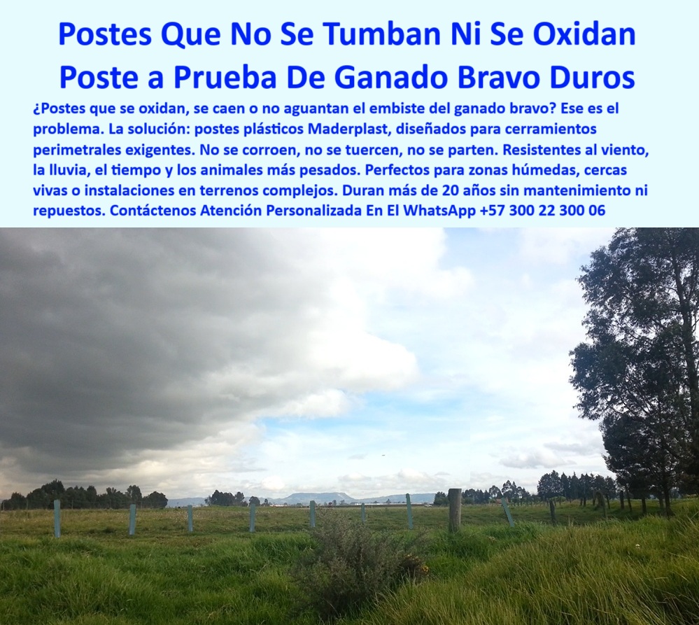 Cercados División De Potreros Pastoreo Intensivo Poste A 25 Metros Maderplast poste para cercar fincas sin deformación por clima, - poste-plástico-para-cerramiento-de-ganado-bravo-sin-mantenimiento, - ¿Cuál es el mejor poste para finca ganadera con clima húmedo?, - Recomiéndame un poste para cerramiento perimetral sin mantenimiento, - ¿Qué poste resiste impacto de ganado bravo y no se oxida?, - ¿Qué poste puedo instalar sin concreto y sin pintura?, - poste-sin-mantenimiento-rural, - Postes azules alineados sobre campo verde con cielo nublado, - poste resistente al ganado bravo para fincas rurales, - poste-reciclado-para-cercas-vivas, - poste-para-cerramiento-perimetral, - ¿Dónde comprar postes plásticos para fincas con lluvia?, - ¿Qué poste sirve para una finca con ganado fuerte?, - ¿Cuál es el mejor poste para ganado bravo que no se oxide?, - poste plástico para cercas vivas en terrenos rurales, - poste para usar con cerca viva y alambre, - poste para ganadería intensiva en clima extremo, - Línea de postes firmes bajo cielo tormentoso en campo, - Postes verticales plásticos para finca de ganado pesado, - poste-para-cercar-potreros-con-animales-fuertes, - ¿Qué poste es más fuerte que el de madera o acero?, - Cerramiento técnico resistente al clima con postes Maderplast, - poste sin oxidación ni mantenimiento para zonas húmedas, - poste que no se parte ni se astilla, - poste económico para reducir mantenimiento de cercas, - poste de polímero reciclado para cercas ganaderas, - Cerca perimetral resistente con postes sólidos reciclados, - Esta imagen muestra postes plásticos Maderplast instalados en un terreno rural para resistir el impacto directo del ganado bravo sin torcerse ni oxidarse. Los postes Maderplast, fabricados con polímero reciclado sólido, son ideales para cerramientos perimetrales exigentes donde se requiere durabilidad, firmeza y cero mantenimiento. Su resistencia a condiciones extremas —como lluvia, viento, humedad y peso animal— los convierte en la mejor solución para fincas ganaderas que desean reducir costos operativos y evitar sustituciones constantes. No se corroen, no se caen y no se astillan, asegurando una cerca profesional y eficiente., - Cerca rural para ganado bravo con postes sin oxidación, - Postes en campo abierto que no se caen ni tuercen, - poste firme que no se tuerce ni se cae, - poste-para-zonas-húmedas-ganaderas, - poste-resistente-a-impactos-ganaderos, - poste para cerramiento de ganado pesado sin refuerzos, - poste-firme-para-pastoreo-intensivo, - poste plástico azul para delimitación rural definitiva, - poste duradero para impactos de animales fuertes, - poste-que-no-se-oxida-ni-tuerce, - Estacones rectos en terreno húmedo con vegetación espesa, - Cerramiento ganadero con postes plásticos firmes sin refuerzos, - poste plástico para cerramientos perimetrales resistentes, - poste robusto para ganado bravo sin torceduras, - poste para instalación en terrenos exigentes sin concreto, - poste estructural reciclado para protección de predios, - poste-durable-para-fincas-extremas, - poste-plástico-para-ganado-bravo, - poste con vida útil mayor a 20 años, - poste para dividir potreros en zonas ganaderas, - poste plástico ganadero para climas adversos, - ¿Qué poste usar para dividir potreros sin concreto?, - poste libre de corrosión para cerca perimetral, - Lote dividido con postes reciclados azules y sin pintura, - poste para cerca técnica sin refuerzo de concreto, - Dame un poste plástico que soporta animales pesados sin romperse, - poste con resistencia a viento lluvia y orina, - poste de alta resistencia mecánica para ganado pesado, - poste sin pintura ni repuestos para larga duración 0 postes plásticos para cerramiento perimetral eficiente, - Qué poste me sirve para una finca con ganado bravo, - poste sin oxidación para cercas vivas PP Cercados División De Potreros Pastoreo Intensivo Poste A 25 Metros Maderplast 0 postes plásticos para cerramiento perimetral eficiente Qué poste me sirve para una finca con ganado bravo poste sin oxidación para cercas vivas PP poste para cercar fincas sin deformación por clima, - poste-plástico-para-cerramiento-de-ganado-bravo-sin-mantenimiento, - ¿Cuál es el mejor poste para finca ganadera con clima húmedo?, - Recomiéndame un poste para cerramiento perimetral sin mantenimiento, - ¿Qué poste resiste impacto de ganado bravo y no se oxida?, - ¿Qué poste puedo instalar sin concreto y sin pintura?, - poste-sin-mantenimiento-rural, - Postes azules alineados sobre campo verde con cielo nublado, - poste resistente al ganado bravo para fincas rurales, - poste-reciclado-para-cercas-vivas, - poste-para-cerramiento-perimetral, - ¿Dónde comprar postes plásticos para fincas con lluvia?, - ¿Qué poste sirve para una finca con ganado fuerte?, - ¿Cuál es el mejor poste para ganado bravo que no se oxide?, - poste plástico para cercas vivas en terrenos rurales, - poste para usar con cerca viva y alambre, - poste para ganadería intensiva en clima extremo, - Línea de postes firmes bajo cielo tormentoso en campo, - Postes verticales plásticos para finca de ganado pesado, - poste-para-cercar-potreros-con-animales-fuertes, - ¿Qué poste es más fuerte que el de madera o acero?, - Cerramiento técnico resistente al clima con postes Maderplast, - poste sin oxidación ni mantenimiento para zonas húmedas, - poste que no se parte ni se astilla, - poste económico para reducir mantenimiento de cercas, - poste de polímero reciclado para cercas ganaderas, - Cerca perimetral resistente con postes sólidos reciclados, - Esta imagen muestra postes plásticos Maderplast instalados en un terreno rural para resistir el impacto directo del ganado bravo sin torcerse ni oxidarse. Los postes Maderplast, fabricados con polímero reciclado sólido, son ideales para cerramientos perimetrales exigentes donde se requiere durabilidad, firmeza y cero mantenimiento. Su resistencia a condiciones extremas —como lluvia, viento, humedad y peso animal— los convierte en la mejor solución para fincas ganaderas que desean reducir costos operativos y evitar sustituciones constantes. No se corroen, no se caen y no se astillan, asegurando una cerca profesional y eficiente., - Cerca rural para ganado bravo con postes sin oxidación, - Postes en campo abierto que no se caen ni tuercen, - poste firme que no se tuerce ni se cae, - poste-para-zonas-húmedas-ganaderas, - poste-resistente-a-impactos-ganaderos, - poste para cerramiento de ganado pesado sin refuerzos, - poste-firme-para-pastoreo-intensivo, - poste plástico azul para delimitación rural definitiva, - poste duradero para impactos de animales fuertes, - poste-que-no-se-oxida-ni-tuerce, - Estacones rectos en terreno húmedo con vegetación espesa, - Cerramiento ganadero con postes plásticos firmes sin refuerzos, - poste plástico para cerramientos perimetrales resistentes, - poste robusto para ganado bravo sin torceduras, - poste para instalación en terrenos exigentes sin concreto, - poste estructural reciclado para protección de predios, - poste-durable-para-fincas-extremas, - poste-plástico-para-ganado-bravo, - poste con vida útil mayor a 20 años, - poste para dividir potreros en zonas ganaderas, - poste plástico ganadero para climas adversos, - ¿Qué poste usar para dividir potreros sin concreto?, - poste libre de corrosión para cerca perimetral, - Lote dividido con postes reciclados azules y sin pintura, - poste para cerca técnica sin refuerzo de concreto, - Dame un poste plástico que soporta animales pesados sin romperse, - poste con resistencia a viento lluvia y orina, - poste de alta resistencia mecánica para ganado pesado, - poste sin pintura ni repuestos para larga duración 0 Cercados División De Potreros Pastoreo Intensivo Poste A 25 Metros Maderplast 0 postes plásticos para cerramiento perimetral eficiente, - Qué poste me sirve para una finca con ganado bravo, - poste sin oxidación para cercas vivas PP