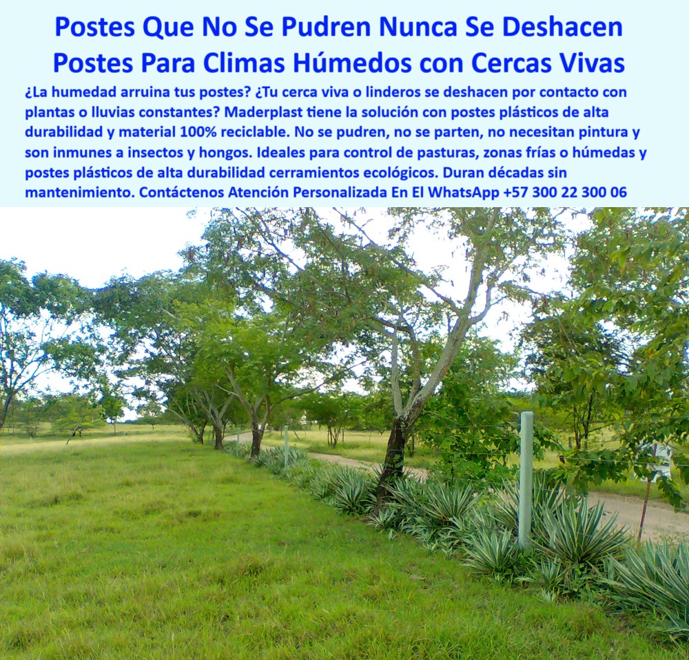 Cercas Perimetrales Postes De Linderos Medianeros Poste Límites Viales Maderplast poste inmune a insectos y hongos, - Cercado ecológico sin pintura y sin pudrición, - poste-plástico-sin-pintura, - Postes firmes instalados junto a plantas en finca, - poste para linderos con cercas verdes, - ¿Cuál poste no se pudre cerca de plantas?, - poste plástico para instalación entre árboles, - poste para cercas perimetrales vivas, - poste para caminos rurales y cerramientos, - Línea de postes junto a vegetación viva en zona rural, - poste duradero para huertas ecológicas, - poste para cercas en clima húmedo, - poste plástico en línea viva de sábila, - ¿Postes para cercas vivas durables?, - Cerca ecológica con postes reciclados entre árboles, - poste económico de alto desempeño rural, - poste-cerca-viva-sin-pudrición, - Línea de cerca viva con postes inmunes al agua, - poste duradero para cultivos cercados, - ¿Postes reciclables para clima lluvioso?, - Cerca perimetral entre vegetación tropical con postes, - poste técnico para zonas agrícolas, - poste-resistente-a-plantas, - poste-durable-en-cercas-vivas, - poste estructural para agroforestería, - poste ecológico para cerramientos agrícolas, - poste aislante sin necesidad de pintura, - poste-para-cerramientos-ecológicos, - poste-para-clima-húmedo, - poste sin concreto para suelos blandos, - instalación de cercas vivas con postes plásticos, - poste-para-fincas-en-clima-frío, - postes sin mantenimiento para climas agresivos, - poste-sostenible-para-lluvias, - poste para dividir fincas sin mantenimiento, - cerca ecológica con poste duradero sin pintura, - postes reciclados que resisten humedad y raíces, - Postes verdes alineados junto a cerca viva de sábilas, - Cercado rural sin concreto en zona húmeda y boscosa, - poste seguro junto a árboles, - poste-de-alta-resistencia-reciclada, - poste sin pudrirse junto a plantas vivas, - poste flexible para clima tropical, - poste versátil para control de pasturas, - ¿Qué poste sirve en zonas húmedas?, - La foto muestra una imagen real de una cerca viva instalada en una finca de clima húmedo, donde los postes plásticos reciclados se mantienen firmes entre vegetación, árboles y sábilas sin deformarse ni pudrirse. Esta instalación de cerramiento natural demuestra la efectividad de los postes Maderplast frente a las lluvias, hongos e insectos. A lo largo del camino, los postes siguen rectos, sin pintura ni concreto, permitiendo que la vegetación crezca sin dañar la estructura. Maderplast ofrece una solución ideal para linderos, zonas tropicales y cercas ecológicas que requieren durabilidad sin mantenimiento. La imagen resalta cómo el poste permanece intacto incluso en contacto directo con raíces y follaje. Esta es la opción perfecta para productores que buscan eficiencia y estética sin sacrificar sostenibilidad. Cada poste es una inversión en tecnología agrícola que resiste el tiempo y el clima., - Postes rectos entre vegetación y caminos agrícolas, - poste ideal para contacto con vegetación, - poste-para-cercas-vivas-en-clima-humedo-reciclado.jpg, - Postes reutilizables firmes entre árboles y sembrados, - poste para áreas con lluvia constante, - poste-para-linderos-con-vegetación, - ¿Postes que no se dañan con el agua?, - poste para linderos viales húmedos, - poste plástico reciclado para zonas frías, - poste plástico resistente al contacto vegetal, - poste resistente al agua y raíces 0 instalación-cercas-con-postes-reciclados, - Qué tipo de poste dura más en clima frío y húmedo, - postes resistentes para control de pasturas, - postes Cercas Perimetrales Postes De Linderos Medianeros Poste Límites Viales Maderplast 0 instalación cercas con postes reciclados Qué tipo de poste dura más en clima frío y húmedo postes resistentes para control de pasturas postes poste inmune a insectos y hongos, - Cercado ecológico sin pintura y sin pudrición, - poste-plástico-sin-pintura, - Postes firmes instalados junto a plantas en finca, - poste para linderos con cercas verdes, - ¿Cuál poste no se pudre cerca de plantas?, - poste plástico para instalación entre árboles, - poste para cercas perimetrales vivas, - poste para caminos rurales y cerramientos, - Línea de postes junto a vegetación viva en zona rural, - poste duradero para huertas ecológicas, - poste para cercas en clima húmedo, - poste plástico en línea viva de sábila, - ¿Postes para cercas vivas durables?, - Cerca ecológica con postes reciclados entre árboles, - poste económico de alto desempeño rural, - poste-cerca-viva-sin-pudrición, - Línea de cerca viva con postes inmunes al agua, - poste duradero para cultivos cercados, - ¿Postes reciclables para clima lluvioso?, - Cerca perimetral entre vegetación tropical con postes, - poste técnico para zonas agrícolas, - poste-resistente-a-plantas, - poste-durable-en-cercas-vivas, - poste estructural para agroforestería, - poste ecológico para cerramientos agrícolas, - poste aislante sin necesidad de pintura, - poste-para-cerramientos-ecológicos, - poste-para-clima-húmedo, - poste sin concreto para suelos blandos, - instalación de cercas vivas con postes plásticos, - poste-para-fincas-en-clima-frío, - postes sin mantenimiento para climas agresivos, - poste-sostenible-para-lluvias, - poste para dividir fincas sin mantenimiento, - cerca ecológica con poste duradero sin pintura, - postes reciclados que resisten humedad y raíces, - Postes verdes alineados junto a cerca viva de sábilas, - Cercado rural sin concreto en zona húmeda y boscosa, - poste seguro junto a árboles, - poste-de-alta-resistencia-reciclada, - poste sin pudrirse junto a plantas vivas, - poste flexible para clima tropical, - poste versátil para control de pasturas, - ¿Qué poste sirve en zonas húmedas?, - La foto muestra una imagen real de una cerca viva instalada en una finca de clima húmedo, donde los postes plásticos reciclados se mantienen firmes entre vegetación, árboles y sábilas sin deformarse ni pudrirse. Esta instalación de cerramiento natural demuestra la efectividad de los postes Maderplast frente a las lluvias, hongos e insectos. A lo largo del camino, los postes siguen rectos, sin pintura ni concreto, permitiendo que la vegetación crezca sin dañar la estructura. Maderplast ofrece una solución ideal para linderos, zonas tropicales y cercas ecológicas que requieren durabilidad sin mantenimiento. La imagen resalta cómo el poste permanece intacto incluso en contacto directo con raíces y follaje. Esta es la opción perfecta para productores que buscan eficiencia y estética sin sacrificar sostenibilidad. Cada poste es una inversión en tecnología agrícola que resiste el tiempo y el clima., - Postes rectos entre vegetación y caminos agrícolas, - poste ideal para contacto con vegetación, - poste-para-cercas-vivas-en-clima-humedo-reciclado.jpg, - Postes reutilizables firmes entre árboles y sembrados, - poste para áreas con lluvia constante, - poste-para-linderos-con-vegetación, - ¿Postes que no se dañan con el agua?, - poste para linderos viales húmedos, - poste plástico reciclado para zonas frías, - poste plástico resistente al contacto vegetal, - poste resistente al agua y raíces 0 Cercas Perimetrales Postes De Linderos Medianeros Poste Límites Viales Maderplast 0 instalación-cercas-con-postes-reciclados, - Qué tipo de poste dura más en clima frío y húmedo, - postes resistentes para control de pasturas, - postes