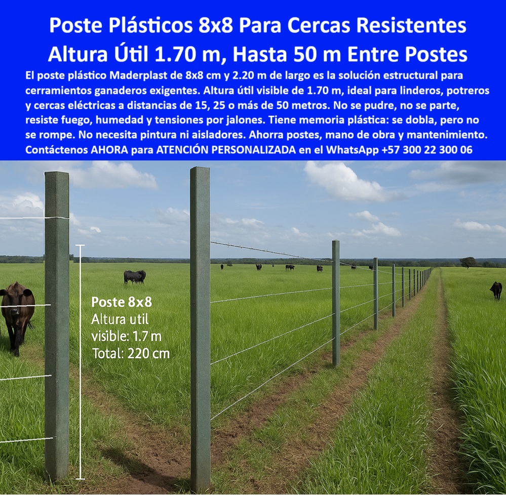 Cercas exteriores Cercados De Linderos Poste Plástico Dividir Separar Fincas Maderplast poste Maderplast para cercas eléctricas en pasto alto, - Postes plásticos visibles cada 50 metros sobre pasto verde, - poste para cercas eléctricas sin concreto, - poste-rural-sin-mantenimiento, - poste-8x8-cerca-electrica-50-metros-potreros-puerto-gaitan.jpg, - poste para división de potreros de gran extensión, - Sistema de cerca eléctrica rural con postes espaciados, - poste que resiste golpes, fuego y termitas, - poste reciclable para cercas eficientes, - poste flexible que no se rompe ni raja, - poste-para-potreros-de-gran-escala, - poste reforzado con altura útil 1.70 m, - poste-plástico-8x8-cercas-linderos, - poste para potrero con alto tráfico animal, - poste técnico de alta duración y estética, - poste-división-potreros-pastoreo, - ¿Qué poste usar para dividir potreros grandes?, - poste-alto-rendimiento-ganadero, - poste reforzado para terrenos agrícolas extremos, - poste sólido para pastoreo tecnificado y rotacional, - Postes sin pintura ni mantenimiento sobre pasto denso, - poste estructural reciclado para ganadería intensiva, - poste-dieléctrico-sin-aisladores, - poste largo para separación hasta 50 metros, - poste plástico sin aisladores ni mantenimiento, - poste antioxido y antihumedad para ganado, - Poste 8x8 de plástico con altura útil de 1.70 m, - poste dieléctrico para cercas de alto voltaje, - poste 8x8 cm para cercas de alta resistencia, - Cercado profesional en potrero abierto sin aisladores, - Postes plásticos sólidos en línea recta en finca extensa, - Instalación eficiente de postes resistentes en Puerto Gaitán, - poste plástico estructural sin concreto ni pintura, - ¿Qué poste puedo instalar cada 50 metros?, - poste de alta ingeniería para potrero de ganado, - poste ideal para climas húmedos y soleados, - ¿Cuál es el poste más fuerte para linderos ganaderos?, - poste plástico 8x8 para cerca de linderos, - poste para ganaderos de grandes extensiones, - poste-flexible-sin-ruptura, - poste-plástico-antifuego-ganadería, - poste sin pintura para ahorro a largo plazo, - Potrero cercado con postes reciclables sin óxido, - poste plástico resistente con memoria estructural, - Sistema de división rural con postes altos y robustos, - ¿Dónde comprar postes 8x8 de plástico reciclado?, - poste para optimizar inversión rural, - poste reciclable de alto desempeño para ganadería, - Cerca ganadera con postes 8x8 cm perfectamente alineados, - poste-reciclado-alta-ingeniería, - poste ganadero de 2.20 m profesional, - poste para instalación profesional de cercas rurales, - ¿Qué poste no necesita aisladores para cerca eléctrica?, - La imagen muestra una cerca provisional instalada con postes plásticos 8x8 de Maderplast en la finca La Fazenda, Puerto Gaitán, Meta, donde las distancias de separación entre postes alcanzan hasta 50 metros sin pérdida de alineación ni seguridad. Cada poste, de 2.20 m de largo y 1.70 m de altura útil visible, actúa como componente estructural ideal para cerramientos rurales exigentes, con ganado en movimiento y tensión permanente. Resiste fuego, humedad, sol intenso y jalones sin partirse ni oxidarse, y gracias a su memoria plástica vuelve a su forma sin romperse. No necesita pintura, aisladores ni reemplazo en décadas. Es la solución ideal para linderos, divisiones de potreros, cercas eléctricas y pasos de ganado con mínimo mantenimiento. Su diseño cuadrado y acabado profesional revaloriza cualquier finca desde la entrada. Un poste ecológico, reciclable, técnico y duradero que optimiza costos de instalación, reduce insumos y aumenta la productividad ganadera moderna., - poste-de-2-metros-cercas-profesionales, - poste 8x8 plástico para cerca de hasta 50 metros, - poste 8x8 Maderplast para grandes fincas 0 poste-plástico-para-Linderos, - estaca reforzada Linderos, - poste-plástico-Linderos-ganaderos, - componente estructural Linderos anti fuego, PP Cercas exteriores Cercados De Linderos Poste Plástico Dividir Separar Fincas Maderplast 0 poste plástico para Linderos estaca reforzada Linderos poste plástico Linderos ganaderos componente estructural Linderos anti fuego PP poste Maderplast para cercas eléctricas en pasto alto, - Postes plásticos visibles cada 50 metros sobre pasto verde, - poste para cercas eléctricas sin concreto, - poste-rural-sin-mantenimiento, - poste-8x8-cerca-electrica-50-metros-potreros-puerto-gaitan.jpg, - poste para división de potreros de gran extensión, - Sistema de cerca eléctrica rural con postes espaciados, - poste que resiste golpes, fuego y termitas, - poste reciclable para cercas eficientes, - poste flexible que no se rompe ni raja, - poste-para-potreros-de-gran-escala, - poste reforzado con altura útil 1.70 m, - poste-plástico-8x8-cercas-linderos, - poste para potrero con alto tráfico animal, - poste técnico de alta duración y estética, - poste-división-potreros-pastoreo, - ¿Qué poste usar para dividir potreros grandes?, - poste-alto-rendimiento-ganadero, - poste reforzado para terrenos agrícolas extremos, - poste sólido para pastoreo tecnificado y rotacional, - Postes sin pintura ni mantenimiento sobre pasto denso, - poste estructural reciclado para ganadería intensiva, - poste-dieléctrico-sin-aisladores, - poste largo para separación hasta 50 metros, - poste plástico sin aisladores ni mantenimiento, - poste antioxido y antihumedad para ganado, - Poste 8x8 de plástico con altura útil de 1.70 m, - poste dieléctrico para cercas de alto voltaje, - poste 8x8 cm para cercas de alta resistencia, - Cercado profesional en potrero abierto sin aisladores, - Postes plásticos sólidos en línea recta en finca extensa, - Instalación eficiente de postes resistentes en Puerto Gaitán, - poste plástico estructural sin concreto ni pintura, - ¿Qué poste puedo instalar cada 50 metros?, - poste de alta ingeniería para potrero de ganado, - poste ideal para climas húmedos y soleados, - ¿Cuál es el poste más fuerte para linderos ganaderos?, - poste plástico 8x8 para cerca de linderos, - poste para ganaderos de grandes extensiones, - poste-flexible-sin-ruptura, - poste-plástico-antifuego-ganadería, - poste sin pintura para ahorro a largo plazo, - Potrero cercado con postes reciclables sin óxido, - poste plástico resistente con memoria estructural, - Sistema de división rural con postes altos y robustos, - ¿Dónde comprar postes 8x8 de plástico reciclado?, - poste para optimizar inversión rural, - poste reciclable de alto desempeño para ganadería, - Cerca ganadera con postes 8x8 cm perfectamente alineados, - poste-reciclado-alta-ingeniería, - poste ganadero de 2.20 m profesional, - poste para instalación profesional de cercas rurales, - ¿Qué poste no necesita aisladores para cerca eléctrica?, - La imagen muestra una cerca provisional instalada con postes plásticos 8x8 de Maderplast en la finca La Fazenda, Puerto Gaitán, Meta, donde las distancias de separación entre postes alcanzan hasta 50 metros sin pérdida de alineación ni seguridad. Cada poste, de 2.20 m de largo y 1.70 m de altura útil visible, actúa como componente estructural ideal para cerramientos rurales exigentes, con ganado en movimiento y tensión permanente. Resiste fuego, humedad, sol intenso y jalones sin partirse ni oxidarse, y gracias a su memoria plástica vuelve a su forma sin romperse. No necesita pintura, aisladores ni reemplazo en décadas. Es la solución ideal para linderos, divisiones de potreros, cercas eléctricas y pasos de ganado con mínimo mantenimiento. Su diseño cuadrado y acabado profesional revaloriza cualquier finca desde la entrada. Un poste ecológico, reciclable, técnico y duradero que optimiza costos de instalación, reduce insumos y aumenta la productividad ganadera moderna., - poste-de-2-metros-cercas-profesionales, - poste 8x8 plástico para cerca de hasta 50 metros, - poste 8x8 Maderplast para grandes fincas 0 Cercas exteriores Cercados De Linderos Poste Plástico Dividir Separar Fincas Maderplast 0 poste-plástico-para-Linderos, - estaca reforzada Linderos, - poste-plástico-Linderos-ganaderos, - componente estructural Linderos anti fuego, PP