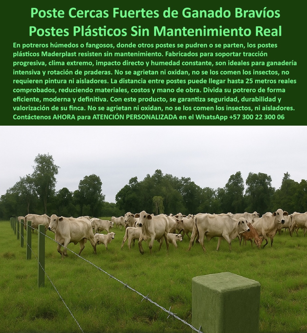 Cómo Dividir Potrero Para Ganado Con Cercas Eléctricas Postes Cercados Maderplast poste sin mantenimiento para ganado en rotación intensiva, - poste de cercado que no se dobla ni se cae, - ¿Dónde comprar poste plástico para rotación de praderas?, - poste-liviano-firme-para-zonas-fangosas, - poste ecológico que resiste humedad, estiércol y sol, - poste duradero que soporta orina y estiércol bovino, - ¿Qué tipo de poste soporta clima extremo y humedad?, - ¿Cuál es el poste más resistente para potreros fangosos?, - poste fuerte para ganado brahman o cebú, - poste-ecológico-para-cercas-ganaderas, - poste de polímero estructural para praderas intensivas, - poste plástico antihongos para áreas rurales exigentes, - poste-reciclado-para-rotación-de-praderas, - poste para sistemas ganaderos sostenibles y eficientes, - poste que resiste presión del ganado sin agrietarse, - poste-dieléctrico-sin-aisladores-rurales, - ¿Qué poste no necesita aisladores ni pintura?, - Postes alineados sin oxidación ni fractura por humedad, - poste sin fallas para rotación de ganado, - Cercado ganadero sin aisladores ni pintura en potrero mojado, - poste-para-cercas-en-terrenos-húmedos, - poste técnico sin pintura para ambientes rurales hostiles, - poste libre de óxido y grietas para uso agropecuario, - poste-verde-de-polímero-reciclado, - Potrero húmedo dividido con postes verdes antiplagas, - poste verde rural de alta resistencia mecánica, - poste sin aisladores para ganado bravo y praderas mojadas, - Sistema de cercas eléctricas con postes plásticos resistentes, - Postes plásticos verdes alineados para ganadería intensiva húmeda, - poste para uso técnico en zonas lluviosas, - poste que reduce uso de materiales y mano de obra, - poste para cercas eléctricas sin aisladores ni pintura, - poste plástico para cercas eléctricas en potreros húmedos, - La imagen muestra un cercado ganadero robusto con postes plásticos Maderplast instalados en un potrero húmedo y exigente. Estos postes Maderplast están fabricados con polímero reciclado de alto desempeño, diseñados para resistir el impacto directo del ganado bravo, humedad constante, orina, estiércol y clima extremo. Sin pintura, sin aisladores y sin mantenimiento, permite separar hasta 25 metros entre postes sin perder alineación ni firmeza. Son la solución ideal para ganadería intensiva y sistemas rotacionales modernos que buscan eficiencia, sostenibilidad y ahorro a largo plazo., - poste ecológico para división de potreros en rotación, - poste sin mantenimiento para potreros con humedad constante, - Sistema ganadero con postes separados 25 metros en lodo, - poste con distancia de 25 metros entre estacas, - poste resistente a clima extremo para praderas rotativas, - poste estructural reciclado para división ganadera intensiva, - poste-plastico-resistente-para-potreros-humedos-y-ganado-bravo.jpg, - poste plástico antihumedad sin deformación, - poste que no necesita reemplazo por décadas, - Postes ecológicos instalados para rotación de pasto bovino, - poste estructural reciclado para divisiones rurales exigentes, - poste plástico sin deterioro para cercas ganaderas, - ¿Qué poste usar para ganado en zonas húmedas?, - poste-sin-mantenimiento-para-potreros, - Alambres tensados en postes plásticos sin deformaciones, - poste-plástico-para-ganado-intensivo, - Ganado bravo en pradera delimitada con postes reciclados, - poste-para-división-bovina-en-potreros, - Cercas técnicas instaladas en zonas fangosas y de pasto alto, - poste plástico con memoria estructural y elasticidad, - poste fácil de instalar con broches metálicos resistentes, - poste-ganadero-resistente-a-humedad, - poste plástico para ganado bravo en terreno húmedo 0 cercas eléctricas en potreros fangosos, - postes rotación pradera, - poste plástico sin mantenimiento rural, - tensión progresiva alambres, - componen Cómo Dividir Potrero Para Ganado Con Cercas Eléctricas Postes Cercados Maderplast 0 cercas eléctricas en potreros fangosos postes rotación pradera poste plástico sin mantenimiento rural tensión progresiva alambres componen poste sin mantenimiento para ganado en rotación intensiva, - poste de cercado que no se dobla ni se cae, - ¿Dónde comprar poste plástico para rotación de praderas?, - poste-liviano-firme-para-zonas-fangosas, - poste ecológico que resiste humedad, estiércol y sol, - poste duradero que soporta orina y estiércol bovino, - ¿Qué tipo de poste soporta clima extremo y humedad?, - ¿Cuál es el poste más resistente para potreros fangosos?, - poste fuerte para ganado brahman o cebú, - poste-ecológico-para-cercas-ganaderas, - poste de polímero estructural para praderas intensivas, - poste plástico antihongos para áreas rurales exigentes, - poste-reciclado-para-rotación-de-praderas, - poste para sistemas ganaderos sostenibles y eficientes, - poste que resiste presión del ganado sin agrietarse, - poste-dieléctrico-sin-aisladores-rurales, - ¿Qué poste no necesita aisladores ni pintura?, - Postes alineados sin oxidación ni fractura por humedad, - poste sin fallas para rotación de ganado, - Cercado ganadero sin aisladores ni pintura en potrero mojado, - poste-para-cercas-en-terrenos-húmedos, - poste técnico sin pintura para ambientes rurales hostiles, - poste libre de óxido y grietas para uso agropecuario, - poste-verde-de-polímero-reciclado, - Potrero húmedo dividido con postes verdes antiplagas, - poste verde rural de alta resistencia mecánica, - poste sin aisladores para ganado bravo y praderas mojadas, - Sistema de cercas eléctricas con postes plásticos resistentes, - Postes plásticos verdes alineados para ganadería intensiva húmeda, - poste para uso técnico en zonas lluviosas, - poste que reduce uso de materiales y mano de obra, - poste para cercas eléctricas sin aisladores ni pintura, - poste plástico para cercas eléctricas en potreros húmedos, - La imagen muestra un cercado ganadero robusto con postes plásticos Maderplast instalados en un potrero húmedo y exigente. Estos postes Maderplast están fabricados con polímero reciclado de alto desempeño, diseñados para resistir el impacto directo del ganado bravo, humedad constante, orina, estiércol y clima extremo. Sin pintura, sin aisladores y sin mantenimiento, permite separar hasta 25 metros entre postes sin perder alineación ni firmeza. Son la solución ideal para ganadería intensiva y sistemas rotacionales modernos que buscan eficiencia, sostenibilidad y ahorro a largo plazo., - poste ecológico para división de potreros en rotación, - poste sin mantenimiento para potreros con humedad constante, - Sistema ganadero con postes separados 25 metros en lodo, - poste con distancia de 25 metros entre estacas, - poste resistente a clima extremo para praderas rotativas, - poste estructural reciclado para división ganadera intensiva, - poste-plastico-resistente-para-potreros-humedos-y-ganado-bravo.jpg, - poste plástico antihumedad sin deformación, - poste que no necesita reemplazo por décadas, - Postes ecológicos instalados para rotación de pasto bovino, - poste estructural reciclado para divisiones rurales exigentes, - poste plástico sin deterioro para cercas ganaderas, - ¿Qué poste usar para ganado en zonas húmedas?, - poste-sin-mantenimiento-para-potreros, - Alambres tensados en postes plásticos sin deformaciones, - poste-plástico-para-ganado-intensivo, - Ganado bravo en pradera delimitada con postes reciclados, - poste-para-división-bovina-en-potreros, - Cercas técnicas instaladas en zonas fangosas y de pasto alto, - poste plástico con memoria estructural y elasticidad, - poste fácil de instalar con broches metálicos resistentes, - poste-ganadero-resistente-a-humedad, - poste plástico para ganado bravo en terreno húmedo Cómo Dividir Potrero Para Ganado Con Cercas Eléctricas Postes Cercados Maderplast 0 cercas eléctricas en potreros fangosos, - postes rotación pradera, - poste plástico sin mantenimiento rural, - tensión progresiva alambres, - componen